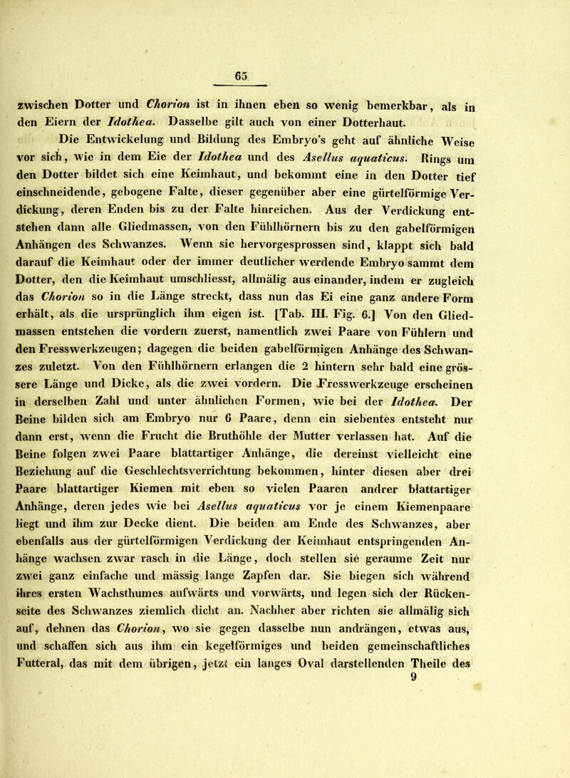 zwischen Dotter und Chorion ist in ihnen eben so wenig bemerkbar, als in den Eiern der Idothea. Dasselbe gilt auch von einer Dotterhaut. Die Entwickelung und Bildung des Embryo’s geht auf ähnliche Weise vor sich, wie in dem Eie der Idothea und des Asellus aquaticus. Rings um den Dotter bildet sich eine Keimhaut, und bekommt eine in den Dotter tief einschneidende, gebogene Falte, dieser gegenüber aber eine gürtelförmige Ver- dickung, deren Enden bis zu der Falte hinreichen. Aus der Verdickung ent- stehen dann alle Gliedmassen, von den Fühlhörnern bis zu den gabelförmigen Anhängen des Schwanzes. Wenn sie hervorgesprossen sind, klappt sich bald darauf die Keimhaut oder der immer deutlicher werdende Embryo sammt dem Dotter, den die Keimhaut umschliesst, allmälig aus einander, indem er zugleich das Chorion so in die Länge streckt, dass nun das Ei eine ganz andere Form erhält, als die ursprünglich ihm eigen ist. [Tab. III. Fig. 6.] Von den Glied- massen entstehen die vordem zuerst, namentlich zwei Paare von Fühlern und den Fresswerkzeugen; dagegen die beiden gabelförmigen Anhänge des Schwan- zes zuletzt. Von den Fühlhörnern erlangen die 2 hintern sehr bald eine grös- sere Länge und Dicke, als die zwei vordem. Die FressWerkzeuge erscheinen in derselben Zahl und unter ähnlichen Formen, wie bei der Idothea. Der Beine bilden sich am Embryo nur 6 Paare, denn ein siebentes entsteht nur dann erst, wenn die Frucht die Bruthöhle der Mutter verlassen hat. Auf die Beine folgen zwei Paare blattartiger Anhänge, die dereinst vielleicht eine Beziehung auf die Geschlechtsverrichtung bekommen, hinter diesen aber drei Paare blattartiger Kiemen mit eben so vielen Paaren andrer blattartiger Anhänge, deren jedes wie bei Asellus aquaticus vor je einem Kiemenpaare liegt und ihm zur Decke dient. Die beiden am Ende des Schwanzes, aber ebenfalls aus der gürtelförmigen Verdickung der Keimhaut entspringenden An- hänge wachsen zwar rasch in die Länge, doch stellen siö geraume Zeit nur zwei ganz einfache und mässig lange Zapfen dar. Sie biegen sich während ihres ersten Wachsthumes aufwärts und vorwärts, und legen sich der Rücken- seite des Schwanzes ziemlich dicht an. Nachher aber richten sie allmälig sich auf, dehnen das Chorion, wo sie gegen dasselbe nun andrängen, etwas aus, und schaffen sich aus ihm ein kegelförmiges und beiden gemeinschaftliches Futteral, das mit dem übrigen, jetzt ein langes Oval darstellenden Theile des 9