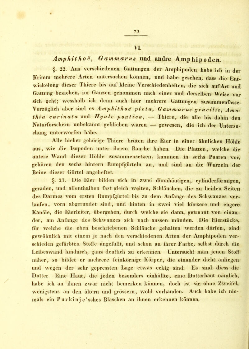 VI. Ampliitlio e, Gammarus und andre A mp hip öden. §. 22. Aus verschiedenen Gattungen der Amphipoden habe ich in der Krimm mehrere Arten untersuchen können, und habe gesehen, dass die Ent- wickelung dieser Thiere bis auf kleine Verschiedenheiten, die sich auf Art und Gattung beziehen, im Ganzen genommen nach einer und derselben Weise vor sich geht; wesshalb ich denn auch hier mehrere Gattungen zusammenfasse. Vorzüglich aber sind es Amphithoe picta, Gammarus gracilis, Ama- thia carinata und Hijale pontica, — Thiere, die alle bis dahin den Naturforschern unbekannt geblieben waren — gewesen, die ich der Untersu- chung unterworfen habe. Alle hieher gehörige Thiere brüten ihre Eier in einer ähnlichen Höhle aus, wie die Isopoden unter ihrem Bauche haben. Die Platten, welche die untere Wand dieser Höhle zusammensetzen, kommen in sechs Paaren vor, gehören den sechs hintern Rumpfgürteln an, und sind an die Wurzeln der Beine dieser Gürtel angeheftet. §. 23. Die Eier bilden sich in zwei dünnhäutigen, cylinderförmigen, geraden, und allenthalben fast gleich weiten, Schläuchen, die zu beiden Seiten des Darmes vom ersten Rumpfgürtel bis zu dem Anfänge des Schwanzes ver- laufen, vorn abgerundet sind, und hinten in zwei viel kürzere und engere Kanäle, die Eierlciter, übergehen, durch welche sic dann, getrennt von einan- der, am Anfänge des Schwanzes sich nach aussen münden. Die Eierstöcke, für welche die eben beschriebenen Schläuche gehalten werden dürfen, sind gewöhnlich mit einem je nach den verschiedenen Arten der Amphipoden ver- schieden gefärbten Stoffe angefüllt, und schon an ihrer Farbe, selbst durch die Leibeswand hindurch, ganz deutlich zu erkennen. Untersucht man jenen Stoff näher, so bildet er mehrere feinkörnige Körper, die einander dicht anliegen und wegen der sehr gepressten Lage etwas eckig sind. Es sind diess die Dotter. Eine Haut, die jeden besonders einhüllte, eine Dotterhaut nämlich, habe ich an ihnen zwar nicht bemerken können, doch ist sie ohne Zweifel, wenigstens an den ältern und grossem, wohl vorhanden. Auch habe ich nie- mals ein Purkinj e’sches Bläschen an ihnen erkennen können.