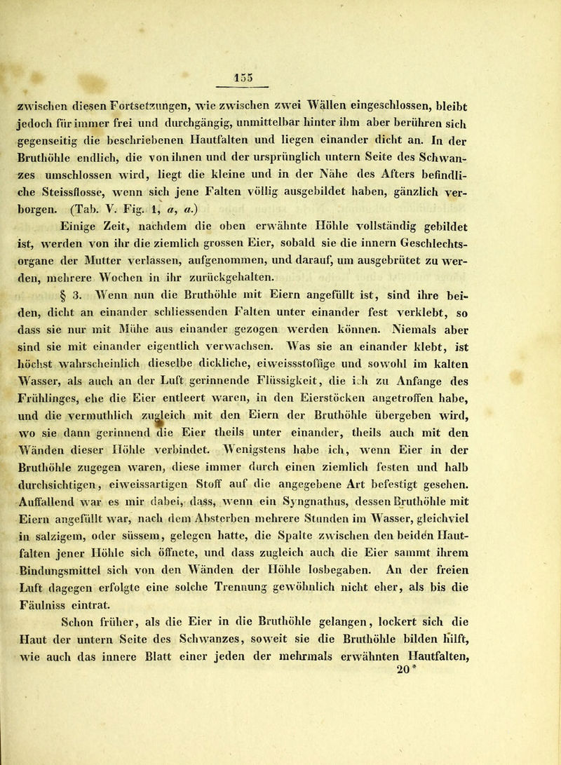 zwischen diesen Fortsetzungen, wie zwischen zwei Wollen eingeschlossen, bleibt jedoch für immer frei und durchgängig, unmittelbar hinter ihm aber berühren sich gegenseitig die beschriebenen Hautfalten und liegen einander dicht an. In der Bruthöhle endlich, die von ihnen und der ursprünglich untern Seite des Schwan- zes umschlossen wird, liegt die kleine und in der Nähe des Afters befindli- che Steissflosse, wenn sich jene Falten völlig ausgebildet haben, gänzlich ver- borgen. (Tab. V. Fig. 1, a, a.) Einige Zeit, nachdem die oben erwähnte Höhle vollständig gebildet ist, werden von ihr die ziemlich grossen Eier, sobald sie die innern Geschlechts- organe der Mutter verlassen, aufgenommen, und darauf, um ausgebrütet zu wer- den, mehrere Wochen in ihr zurückgehalten. § 3. Wenn nun die Bruthöhle mit Eiern angefüllt ist, sind ihre bei- den, dicht an einander schliessenden Falten unter einander fest verklebt, so dass sie nur mit Mühe aus einander gezogen werden können. Niemals aber sind sie mit einander eigentlich verwachsen. Was sie an einander klebt, ist höchst wahrscheinlich dieselbe dickliche, eiweissstoffige und sowohl im kalten Wasser, als auch an der Luft gerinnende Flüssigkeit, die ich zu Anfänge des Frühlinges, ehe die Eier entleert waren, in den Eierstöcken angetroffen habe, und die vermuthlich zugleich mit den Eiern der Bruthöhle übergeben wird, wo sie dann gerinnend die Eier theils unter einander, theils auch mit den Wänden dieser Höhle verbindet. Wenigstens habe ich, wenn Eier in der Bruthöhle zugegen wTaren, diese immer durch einen ziemlich festen und halb durchsichtigen, eiweissartigen Stoff auf die angegebene Art befestigt gesehen. Auffallend war es mir dabei, dass, wenn ein Syngnathus, dessen Bruthöhle mit Eiern angefüllt war, nach dem Absterben mehrere Stunden im Wasser, gleichviel in salzigem, oder süssem, gelegen hatte, die Spalte zwischen den beiddn Haut- falten jener Höhle sich öffnete, und dass zugleich auch die Eier sarnmt ihrem Bindungsmittel sich von den Wänden der Höhle losbegaben. An der freien Luft dagegen erfolgte eine solche Trennung gewöhnlich nicht eher, als bis die Fäulniss eintrat. Schon früher, als die Eier in die Bruthöhle gelangen, lockert sich die Haut der untern Seite des Schwanzes, soweit sie die Bruthöhle bilden Hilft, wie auch das innere Blatt einer jeden der mehrmals erwähnten Hautfalten, 20*