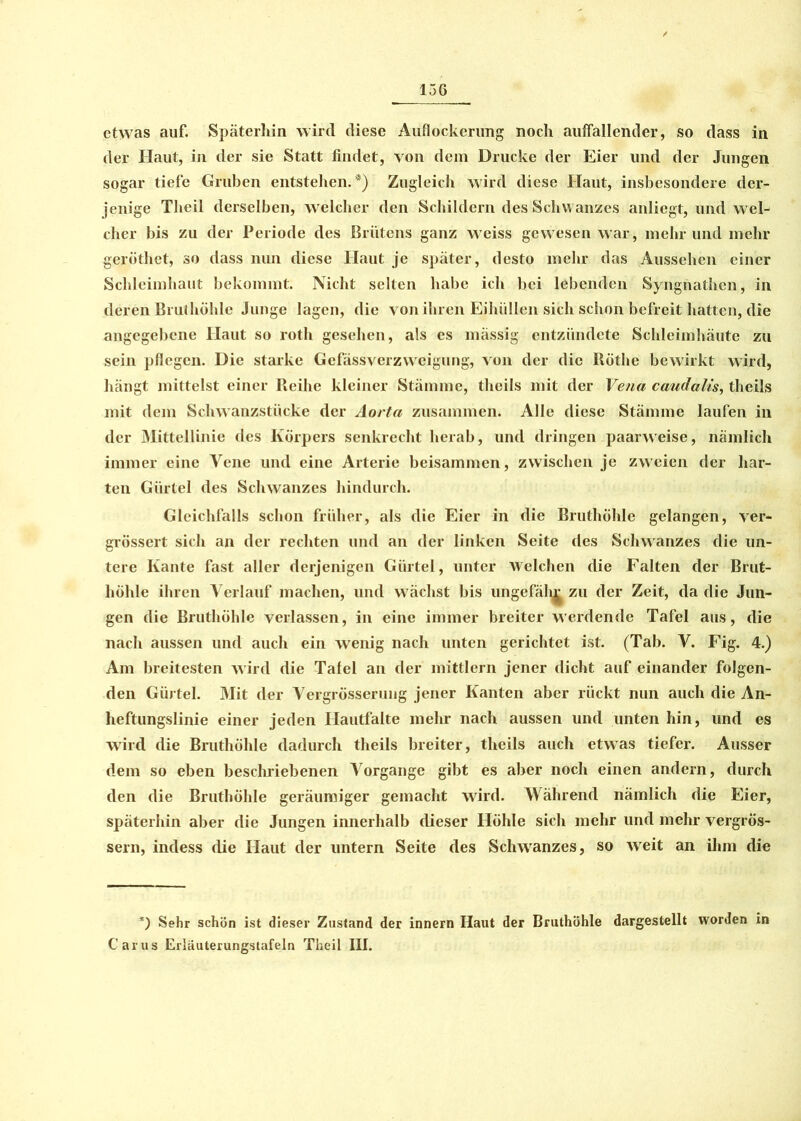 etwas auf. Späterhin wird diese Auflockerung noch auffallender, so dass in der Haut, in der sie Statt findet, von dem Drucke der Eier und der Jungen sogar tiefe Gruben entstehen.*) Zugleich wird diese Haut, insbesondere der- jenige Theil derselben, welcher den Schildern des Schwanzes anliegt, und weF eher bis zu der Periode des Brütens ganz weiss gewesen war, mehr und mehr geröthet, so dass nun diese Haut je später, desto mehr das Aussehen einer Schleimhaut bekommt. Nicht selten habe ich bei lebenden Syngnathcn, in deren Brut höhle Junge lagen, die von ihren Eihüllen sich schon befreit hatten, die angegebene Haut so roth gesehen, als es mässig entzündete Schleimhäute zu sein pflegen. Die starke Gefässverzweigung, von der die Röthe bewirkt wird, hängt mittelst einer Reihe kleiner Stämme, theils mit der Vena caudalis, theils mit dem Schwanzstücke der Aorta zusammen. Alle diese Stämme laufen in der Mittellinie des Körpers senkrecht herab, und dringen paarweise, nämlich immer eine Vene und eine Arterie beisammen, zwischen je zweien der har- ten Gürtel des Schwanzes hindurch. Gleichfalls schon früher, als die Eier in die Bruthöhle gelangen, ver- grössert sich an der rechten und an der linken Seite des Schwanzes die un- tere Kante fast aller derjenigen Gürtel, unter Welchen die Falten der Brut- höhle ihren Verlauf machen, und wächst bis ungefäb^ zu der Zeit, da die Jun- gen die Bruthöhle verlassen, in eine immer breiter werdende Tafel aus, die nach aussen und auch ein wrenig nach unten gerichtet ist. (Tab. V. Fig. 4.) Am breitesten wird die Tafel an der mittlern jener dicht auf einander folgen- den Gürtel. Mit der Vergrösserung jener Kanten aber rückt nun auch die An- heftungslinie einer jeden Hautfalte mehr nach aussen und unten hin, und es wird die Bruthöhle dadurch theils breiter, theils auch etwas tiefer. Ausser dem so eben beschriebenen Vorgänge gibt es aber noch einen andern, durch den die Bruthöhle geräumiger gemacht wird. Während nämlich die Eier, späterhin aber die Jungen innerhalb dieser Höhle sich mehr und mehr vergrös- sern, indess die Haut der untern Seite des Schwanzes, so weit an ihm die *) Sehr schön ist dieser Zustand der innern Haut der Bruthöhle dargestellt worden in Carus Erläuterungstafeln Theil III.