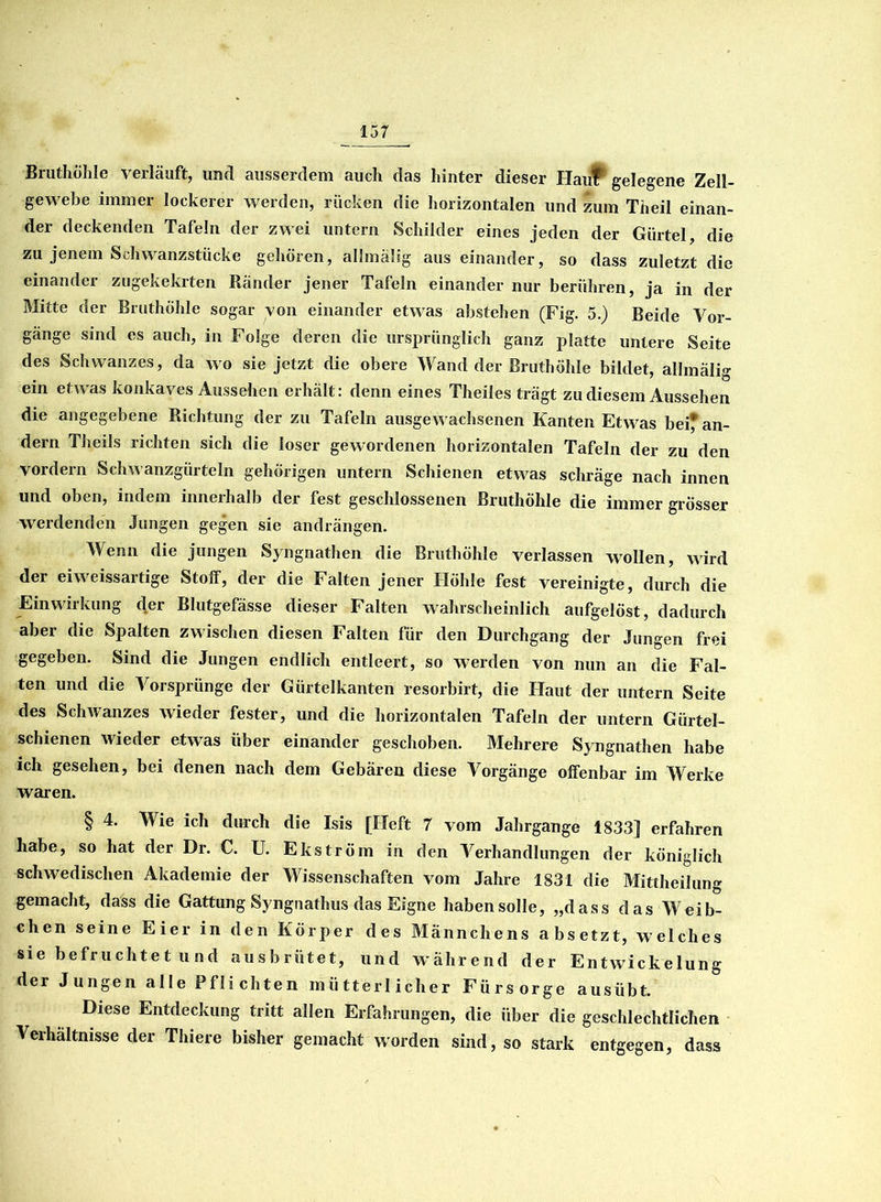Bruthöhle verläuft, und ausserdem auch das hinter dieser Ilauf1 gelegene Zell- gewebe immer lockerer werden, rücken die horizontalen und zum Theil einan- der deckenden Tafeln der zwei untern Schilder eines jeden der Gürtel, die zu jenem Schwanzstücke gehören, allmälig aus einander, so dass zuletzt die einander zugekekrten Ränder jener Tafeln einander nur berühren, ja in der Mitte der Bruthöhle sogar von einander etwas abstehen (Fig. 5.) Beide Vor- gänge sind es auch, in Folge deren die ursprünglich ganz platte untere Seite des Schwanzes, da wo sie jetzt die obere Wand der Bruthohle bildet, allmälig ein etwas konkaves Aussehen erhält: denn eines Theiles trägt zu diesem Aussehen die angegebene Richtung der zu Tafeln ausgewachsenen Kanten Etwas bei* an- dern Theils richten sich die loser gewordenen horizontalen Tafeln der zu den vordem Schwanzgürteln gehörigen untern Schienen etwas schräge nach innen und oben, indem innerhalb der fest geschlossenen Bruthöhle die immer grösser werdenden Jungen gegen sie andrängen. Wenn die jungen Syngnathen die Bruthöhle verlassen wollen, wird der eiweissartige Stolf, der die Falten jener Höhle fest vereinigte, durch die Einwirkung der Blutgefässe dieser Falten wahrscheinlich aufgelöst, dadurch aber die Spalten zwischen diesen Falten für den Durchgang der Jungen frei gegeben. Sind die Jungen endlich entleert, so werden von nun an die Fal- ten und die Vorsprünge der Gürtelkanten resorbirt, die Haut der untern Seite des Schwanzes wieder fester, und die horizontalen Tafeln der untern Gürtel- schienen wieder etwas über einander geschoben. Mehrere Syngnathen habe ich gesehen, bei denen nach dem Gebären diese Vorgänge olfenbar im Werke waren. § 4. Wie ich durch die Isis [Heft 7 vom Jahrgange 1833] erfahren habe, so hat der Dr. C. U. Ekström in den Verhandlungen der königlich schwedischen Akademie der Wissenschaften vom Jahre 1831 die Mittheilung gemacht, dass die Gattung Syngnathus das Eigne habensolle, „dass das Weib- chen seine Eier in den Körper des Männchens absetzt, welches sie befruchtet und ausbrütet, und während der Entwickelung der Jungen alle Pflichten mütterlicher Fürsorge aus übt. Diese Entdeckung tritt allen Erfahrungen, die über die geschlechtlichen Verhältnisse der Thiere bisher gemacht worden sind, so stark entgegen, dass