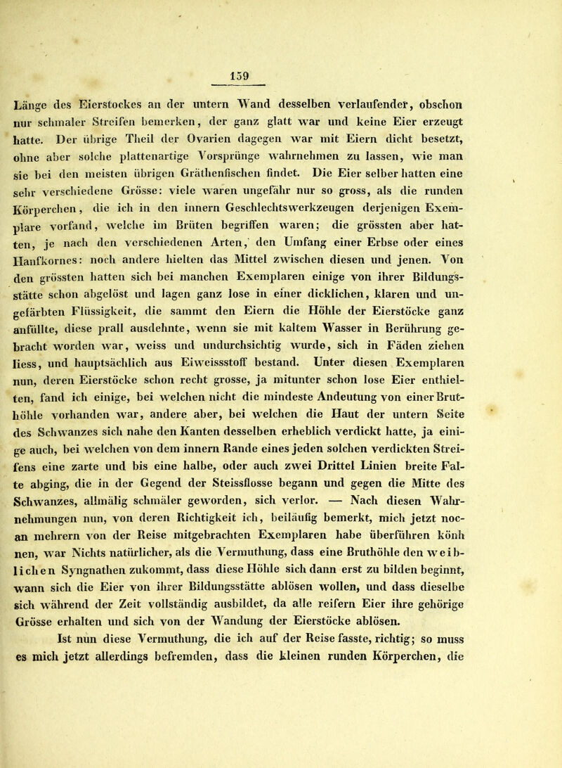Länge des Eierstockes an der untern Wand desselben verlaufender, obschon nur schmaler Streifen bemerken, der ganz glatt war und keine Eier erzeugt hatte. Der übrige Theil der Ovarien dagegen war mit Eiern dicht besetzt, ohne aber solche plattenartige Vorsprünge wahrnehmen zu lassen, wie man sie bei den meisten übrigen Gräthenfischen findet. Die Eier selber hatten eine sehr verschiedene Grösse: viele waren ungefähr nur so gross, als die runden Körperchen, die ich in den innern Geschlechtswerkzeugen derjenigen Exem- plare vorfand, welche im Brüten begriffen waren; die grössten aber hat- ten, je nach den verschiedenen Arten, den Umfang einer Erbse oder eines Ilanfkornes: noch andere hielten das Mittel zwischen diesen und jenen. Von den grössten hatten sich bei manchen Exemplaren einige von ihrer Bildungs- stätte schon abgelöst und lagen ganz lose in einer dicklichen, klaren und un- gefärbten Flüssigkeit, die sammt den Eiern die Höhle der Eierstöcke ganz anfüllte, diese prall ausdehnte, wenn sie mit kaltem Wasser in Berührung ge- bracht worden war, weiss und undurchsichtig wurde, sich in Fäden ziehen liess, und hauptsächlich aus Eiweissstoff bestand. Unter diesen Exemplaren nun, deren Eierstöcke schon recht grosse, ja mitunter schon lose Eier enthiel- ten, fand ich einige, bei welchen nicht die mindeste Andeutung von einer Brut- höhle vorhanden war, andere aber, bei welchen die Haut der untern Seite des Schwanzes sich nahe den Kanten desselben erheblich verdickt hatte, ja eini- ge auch, bei welchen von dem innern Rande eines jeden solchen verdickten Strei- fens eine zarte und bis eine halbe, oder auch zwei Drittel Linien breite Fal- te abging, die in der Gegend der Steissflosse begann und gegen die Mitte des Schwanzes, alimälig schmäler geworden, sich verlor. — Nach diesen Wahr- nehmungen nun, von deren Richtigkeit ich, beiläufig bemerkt, mich jetzt noc- an mehrern von der Reise mitgebrachten Exemplaren habe überführen könh nen, war Nichts natürlicher, als die Vermuthung, dass eine Bruthöhle den weib- lichen Syngnathen zukommt, dass diese Höhle sich dann erst zu bilden beginnt, wann sich die Eier von ihrer Bildungsstätte ablösen wollen, und dass dieselbe sich während der Zeit vollständig ausbildet, da alle reifem Eier ihre gehörige Grösse erhalten und sich von der Wandung der Eierstöcke ablösen. Ist nun diese Vermuthung, die ich auf der Reise fasste, richtig; so muss es mich jetzt allerdings befremden, dass die kleinen runden Körperchen, die