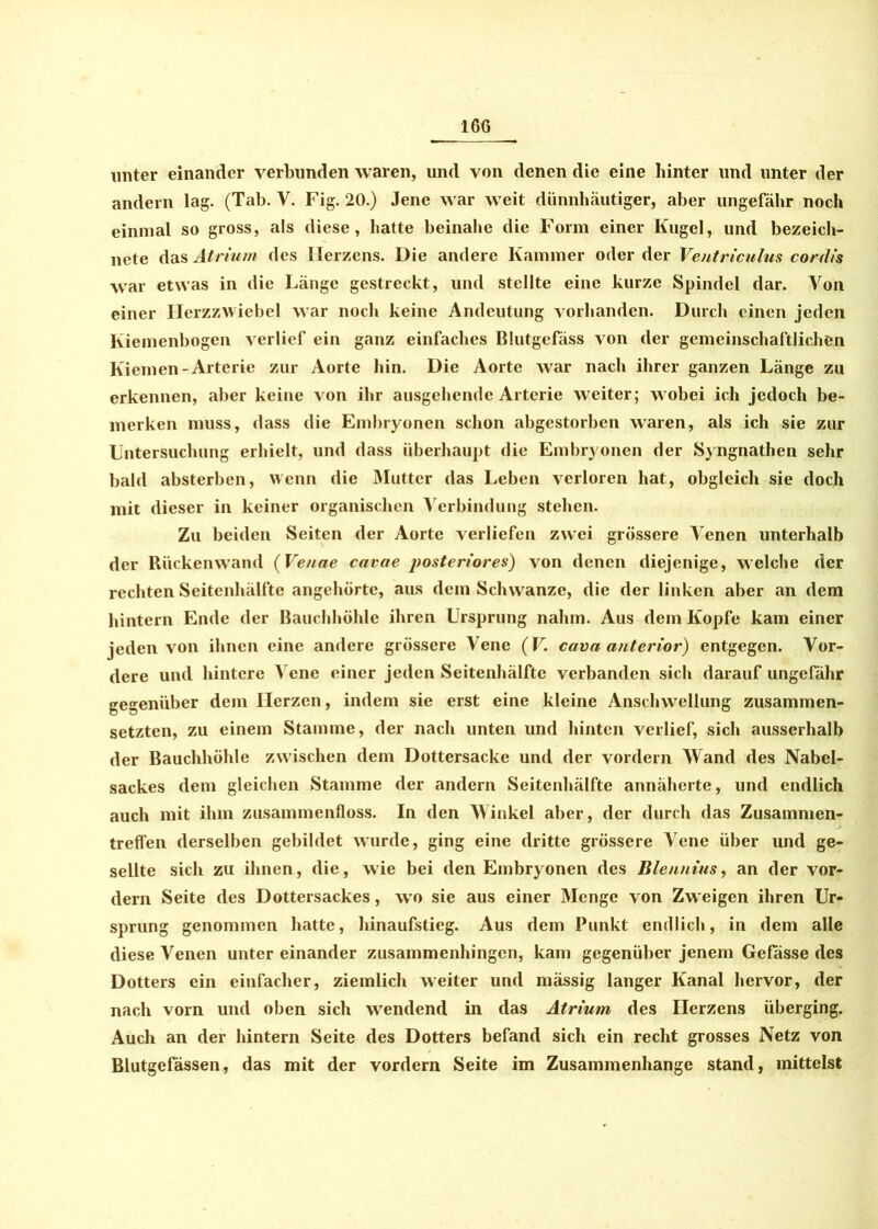 unter einander verbunden waren, und von denen die eine hinter und unter der andern lag. (Tab. V. Fig. 20.) Jene war weit dünnhäutiger, aber ungefähr noch einmal so gross, als diese, hatte beinahe die Form einer Kugel, und bezeich- nete das Atrium des Herzens. Die andere Kammer oder der Ventriculus cordis war etwas in die Länge gestreckt, und stellte eine kurze Spindel dar. Von einer Herzzwiebel war noch keine Andeutung vorhanden. Durch einen jeden Kiemenbogen verlief ein ganz einfaches Blutgefäss von der gemeinschaftlichen Kiemen-Arterie zur Aorte hin. Die Aorte war nach ihrer ganzen Länge zu erkennen, fiber keine von ihr ausgehende Arterie weiter; wobei ich jedoch be- merken muss, dass die Embryonen schon abgestorben waren, als ich sie zur Untersuchung erhielt, und dass überhaupt die Embryonen der Syngnathen sehr bald absterben, wenn die Mutter das Leben verloren hat, obgleich sie doch mit dieser in keiner organischen Verbindung stehen. Zu beiden Seiten der Aorte verliefen zwei grössere Venen unterhalb der Rückenwand (Venae cavae posteriores) von denen diejenige, welche der rechten Seitenhälftc angehörte, aus dem Schwänze, die der linken aber an dem hintern Ende der Bauchhöhle ihren Ursprung nahm. Aus dem Kopfe kam einer jeden von ihnen eine andere grössere Vene (F. cava anterior) entgegen. Vor- dere und hintere Vene einer jeden Seitenhälfte verbanden sich darauf ungefähr gegenüber dem Herzen, indem sie erst eine kleine Anschwellung zusammen- setzten, zu einem Stamme, der nach unten und hinten verlief, sich ausserhalb der Bauchhöhle zwischen dem Dottersacke und der vordem Wand des Nabel- sackes dem gleichen Stamme der andern Seitenhälfte annäherte, und endlich auch mit ihm zusammenfloss. In den Winkel aber, der durch das Zusammen- treffen derselben gebildet wurde, ging eine dritte grössere Vene über und ge- sellte sich zu ihnen, die, wie bei den Embryonen des Blenntus, an der vor- dem Seite des Dottersackes, wo sie aus einer Menge von Zweigen ihren Ur- sprung genommen hatte, hinaufstieg. Aus dem Punkt endlich, in dem alle diese Venen unter einander zusammenhingen, kam gegenüber jenem Gelasse des Dotters ein einfacher, ziemlich weiter und mässig langer Kanal hervor, der nach vorn und oben sich wendend in das Atrium des Herzens überging. Auch an der hintern Seite des Dotters befand sich ein recht grosses Netz von Blutgefässen, das mit der vordem Seite im Zusammenhänge stand, mittelst