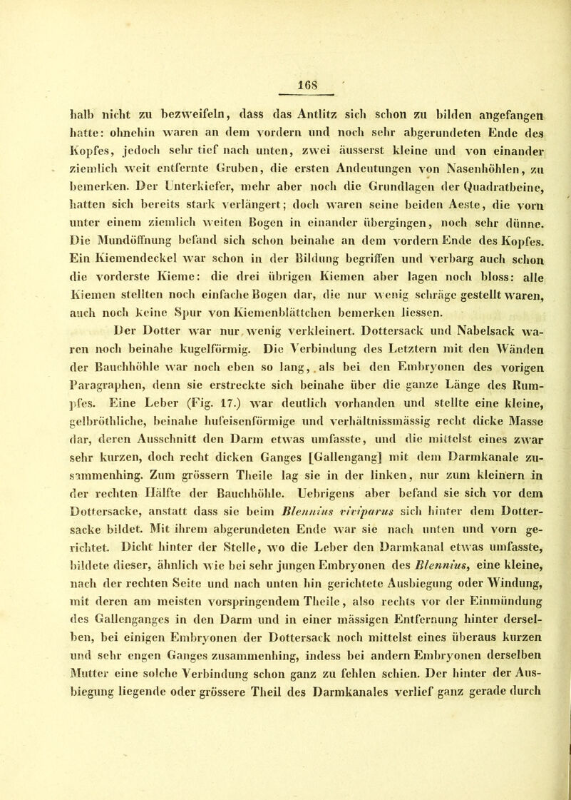 halb nicht zu bezweifeln, dass das Antlitz sich schon zu bilden angefangen hatte: ohnehin waren an dem vordem und noch sehr abgerundeten Ende des Kopfes, jedoch sehr tief nach unten, zwei äusserst kleine und von einander ziemlich weit entfernte Gruben, die ersten Andeutungen von Nasenhöhlen, zu bemerken. Der Unterkiefer, mehr aber noch die Grundlagen der Quadratbeine, hatten sich bereits stark verlängert; doch waren seine beiden Aeste, die vorn unter einem ziemlich weiten Bogen in einander übergingen, noch sehr dünne. Die Mundöffnung befand sich schon beinahe an dem vordem Ende des Kopfes. Ein Kiemendeckel war schon in der Bildung begriffen und verbarg auch schon die vorderste Kieme: die drei übrigen Kiemen aber lagen noch bloss: alle Kiemen stellten noch einfache Bogen dar, die nur w enig schräge gestellt waren, auch noch keine Spur von Kiemenblättchen bemerken Hessen. Der Dotter war nur wenig verkleinert. Dottersack und Nabelsack wa- ren noch beinahe kugelförmig. Die Verbindung des Letztem mit den Wänden der Bauchhöhle war noch eben so lang,, als bei den Embryonen des vorigen Paragraphen, denn sie erstreckte sich beinahe über die ganze Länge des Rum- pfes. Eine Leber (Fig. 17.) war deutlich vorhanden und stellte eine kleine, gelbröthliche, beinahe hufeisenförmige und verhältnissmässig recht dicke Masse dar, deren Ausschnitt den Darm etwas umfasste, und die mittelst eines zwrar sehr kurzen, doch recht dicken Ganges [Gallengang] mit dem Darmkanale zu- sammenhing. Zum grossem Theile lag sie in der linken, nur zum kleinem in der rechten Hälfte der Bauchhöhle. Uebrigens aber befand sie sich vor dem Dottersacke, anstatt dass sie beim Blenmus viviparus sich hinter dem Dotter- sacke bildet. Mit ihrem abgerundeten Ende war sie nach unten und vom ge- richtet. Dicht hinter der Stelle, wo die Leber den Darmkanal etwas umfasste, bildete dieser, ähnlich w ie bei sehr jungen Embryonen des Blenmus, eine kleine, nach der rechten Seite und nach unten hin gerichtete Ausbiegung oder Windung, mit deren am meisten vorspringendem Theile, also rechts vor der Einmündung des Gallenganges in den Darm und in einer mässigen Entfernung hinter dersel- ben, bei einigen Embryonen der Dottersack noch mittelst eines überaus kurzen und sehr engen Ganges zusammenhing, indess bei andern Embryonen derselben Mutter eine solche Verbindung schon ganz zu fehlen schien. Der hinter der Aus- biegung liegende oder grössere Theil des Darmkanales verlief ganz gerade durch