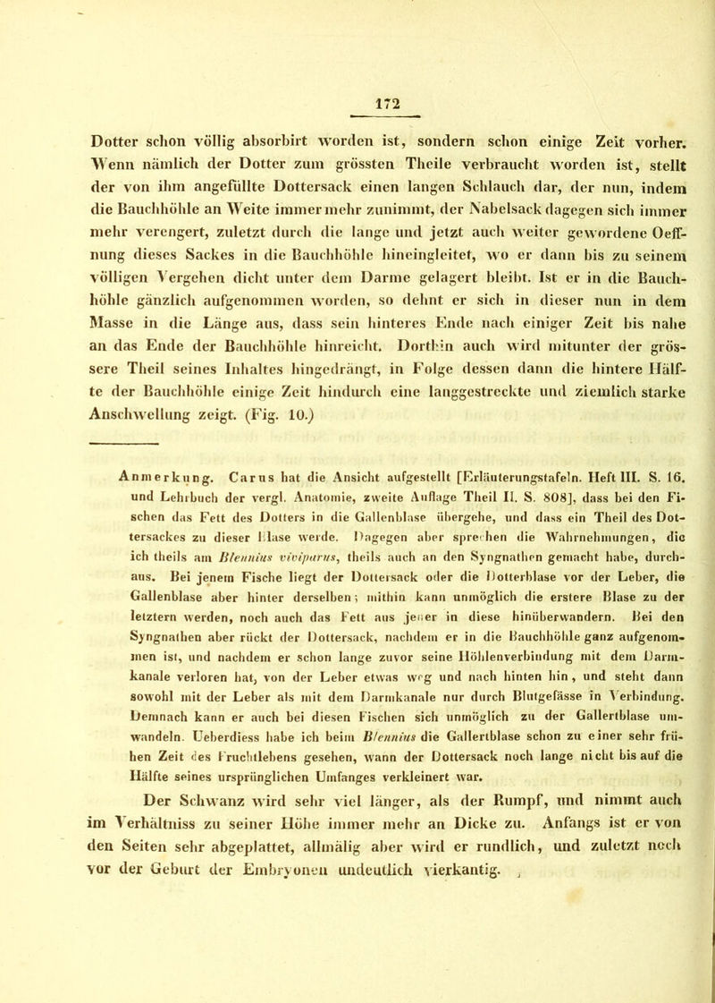 Dotter schon völlig absorbirt worden ist, sondern schon einige Zeit vorher. Wenn nämlich der Dotter zum grössten Theile verbraucht worden ist, stellt der von ihm angefüllte Dottersack einen langen Schlauch dar, der nun, indem die Bauchhöhle an Weite immer mehr zunimmt, der Nabelsack dagegen sich immer mehr verengert, zuletzt durch die lange und jetzt auch weiter gewordene Oeff- nung dieses Sackes in die Bauchhöhle hineingleitet, wo er dann bis zu seinem völligen Vergehen dicht unter dem Darme gelagert bleibt. Ist er in die Bauch- höhle gänzlich aufgenommen worden, so dehnt er sich in dieser nun in dem Masse in die Länge aus, dass sein hinteres Ende nach einiger Zeit bis nahe an das Ende der Bauchhöhle hinreicht. Dorthin auch wird mitunter der grös- sere Theil seines Inhaltes hingedrängt, in Folge dessen dann die hintere Hälf- te der Bauchhöhle einige Zeit hindurch eine langgestreckte und ziemlich starke Anschwellung zeigt. (Fig. 10.) Anmerkung. Carus hat die Ansicht aufgestellt [Erläuterungstafeln. Heft III. S. 16. und Lehrbuch der vergl. Anatomie, zweite Auflage Theil II. S. 808], dass bei den Fi- schen das Fett des Dotters in die Gallenblase übergehe, und dass ein Theil des Dot- tersackes zu dieser blase werde. Dagegen aber sprechen die Wahrnehmungen, die ich theils am Bleunius vivipurus, theils auch an den Syngnathen gemacht habe, durch- aus. Bei jenem Fische liegt der Dottersack oder die Dotterblase vor der Leber, die Gallenblase aber hinter derselben-, mithin kann unmöglich die erstere Blase zu der letztem werden, noch auch das Fett aus jener in diese hinüberwandern. Bei den Syngnathen aber rückt der Dottersack, nachdem er in die Bauchhöhle ganz aufgenom- inen ist, und nachdem er schon lange zuvor seine Höhlenverbindung mit dem Darm- kanale verloren hat, von der Leber etwas weg und nach hinten hin , und steht dann sowohl mit der Leber als mit dem Darmkanale nur durch Blutgefässe in Verbindung. Demnach kann er auch bei diesen Fischen sich unmöglich zu der Gallertblase um- wandeln. Ueberdiess habe ich beim B/ennius die Gallenblase schon zu einer sehr frü- hen Zeit des l'ruclitlehens gesehen, wann der Dottersack noch lange nicht bis auf die Hälfte seines ursprünglichen Umfanges verkleinert war. Der Schwanz wird sehr viel länger, als der Rumpf, und nimmt auch im Verhältniss zu seiner Höhe immer mehr an Dicke zu. Anfangs ist er von den Seiten sehr abgeplattet, allmälig aber wird er rundlich, und zuletzt noch vor der Geburt der Embryonen undeutlich vierkantig. *