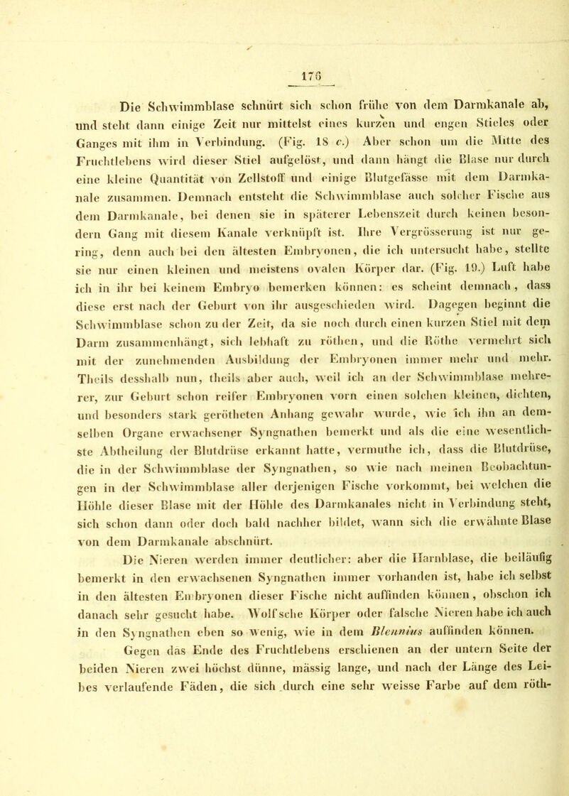 Die Schwimmblase schnürt sich schon frühe von dem Darmkanale ah, und steht dann einige Zeit nur mittelst eines kurzen und engen Stieles oder Ganges mit ihm in Verbindung. (Fig. 18 c.) Aber schon um die Mitte des Fruchtlebens wird dieser Stiel aufgelöst, und dann hängt die Blase nur durch eine kleine Quantität von Zellstoff und einige Blutgefässe mit dem Darmka- nale zusammen. Demnach entsteht die Schwimmblase auch solcher Fische aus dem Darmkanale, bei denen sie in späterer Lebenszeit durch keinen beson- dern Gang mit diesem Kanäle verknüpft ist. Ihre Vergrösserung ist nur ge- ring, denn auch bei den ältesten Embryonen, die ich untersucht habe, stellte sie nur einen kleinen und meistens ovalen Körper dar. (Fig. 19.) Luft habe ich in ihr bei keinem Embryo bemerken können: es scheint demnach, dass diese erst nach der Geburt von ihr ausgeschieden wird. Dagegen beginnt die Schwimmblase schon zu der Zeit, da sie noch durch einen kurzen Stiel mit dem Darm zusammenhängt, sich lebhaft zu röthen, und die Röthe vermehrt sich mit der zunehmenden Ausbildung der Embryonen immer mehr und mehr. Theils desshalb nun, thcils aber auch, weil ich an der Schwimmblase mehre- rer, zur Geburt schon reifer Embryonen vorn einen solchen kleinen, dichten, und besonders stark gerötheten Anhang gewahr wurde, wie ich ihn an dem- selben Organe erwachsener Syngnathen bemerkt und als die eine wesentlich- ste Abtheilung der Blutdrüse erkannt hatte, vermuthe ich, dass die Blutdrüse, die in der Schwimmblase der Syngnathen, so wie nach meinen Beobachtun- gen in der Schwimmblase aller derjenigen Fische vorkommt, bei welchen die Höhle dieser Blase mit der Höhle des Darmkanales nicht in Verbindung steht, sich schon dann oder doch bald nachher bildet, w ann sich die erwähnte Blase von dem Darmkanale abschnürt. Die Nieren werden immer deutlicher: aber die Harnblase, die beiläufig bemerkt in den erw achsenen Syngnathen immer vorhanden ist, habe ich selbst in den ältesten Embryonen dieser Fische nicht auffinden können, obschon ich danach sehr gesucht habe. Wolf sehe Körper oder falsche Nieren habe ich auch in den Syngnathen eben so wenig, wie in dem Blennms auffinden können. Gegen das Ende des Fruchtlebens erschienen an der untern Seite der beiden Nieren zwei höchst dünne, mässig lange, und nach der Länge des Lei- bes verlaufende Fäden, die sich durch eine sehr wreisse Farbe auf dem röth-