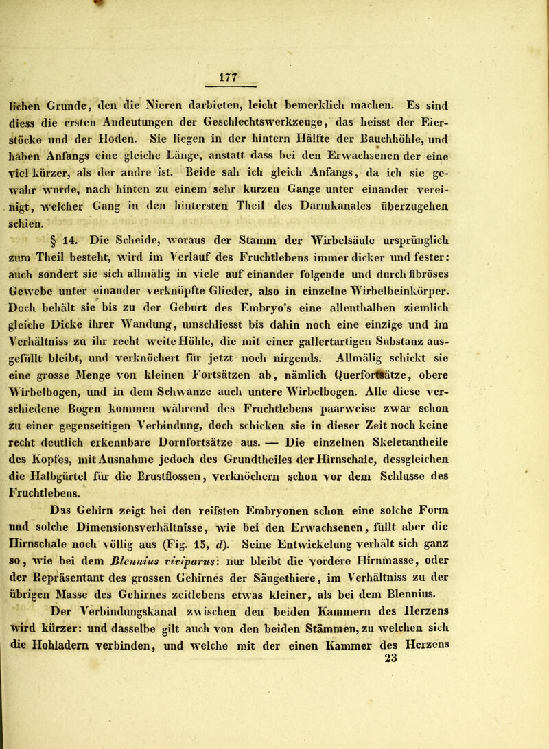 liehen Grunde, den die Nieren darbieten, leicht bemerklich machen. Es sind diess die ersten Andeutungen der Geschlechtswerkzeuge, das heisst der Eier- stöcke und der Hoden. Sie liegen in der hintern Hälfte der Bauchhöhle, und haben Anfangs eine gleiche Länge, anstatt dass bei den Erwachsenen der eine viel kürzer, als der andre ist. Beide sah ich gleich Anfangs, da ich sie ge- wahr wurde, nach hinten zu einem sehr kurzen Gange unter einander verei- nigt, welcher Gang in den hintersten Theil des Darmkanales iiberzitgehen schien. § 14. Die Scheide, woraus der Stamm der Wirbelsäule ursprünglich zum Theil besteht, wird im Verlauf des Fruchtlebens immer dicker und fester: auch sondert sie sich allmälig in viele auf einander folgende und durch fibröses Gewebe unter einander verknüpfte Glieder, also in einzelne Wirbelbeinkörper. Doch behält sie bis zu der Geburt des Einbryo’s eine allenthalben ziemlich gleiche Dicke ihrer Wandung, umschliesst bis dahin noch eine einzige und im Verhältnis zu ihr recht weite Höhle, die mit einer gallertartigen Substanz aus- gefüllt bleibt, und verknöchert für jetzt noch nirgends. Allmälig schickt sie eine grosse Menge von kleinen Fortsätzen ab, nämlich Querfortsätze, obere Wirbelbogen, und in dem Schwänze auch untere Wirbelbogen. Alle diese ver- schiedene Bogen kommen während des Fruchtlebens paarweise zwar schon zu einer gegenseitigen Verbindung, doch schicken sie in dieser Zeit noch keine recht deutlich erkennbare Dornfortsätze aus. — Die einzelnen Skeletantheile des Kopfes, mit Ausnahme jedoch des Grundtheiles der Hirnschale, dessgleichen die Halbgürtel für die Brustflossen, verknöchern schon vor dem Schlüsse des Fruchtlebens. Das Gehirn zeigt bei den reifsten Embryonen schon eine solche Form und solche Dimensionsverhältnisse, wie bei den Erwachsenen, füllt aber die Hirnschale noch völlig aus (Fig. 15, d). Seine Entwickelung verhält sich ganz so, wie bei dem Bienmus viviparus: nur bleibt die vordere Hirnmasse, oder der Repräsentant des grossen Gehirnes der Säugethicre, im Verhältniss zu der übrigen Masse des Gehirnes zeitlebens etwas kleiner, als bei dem Blennius. Der Verbindungskanal zwischen den beiden Kammern des Herzens wird kürzer: und dasselbe gilt auch von den beiden Stämmen, zu welchen sich die Hohladern verbinden, und welche mit der einen Kammer des Herzens 23