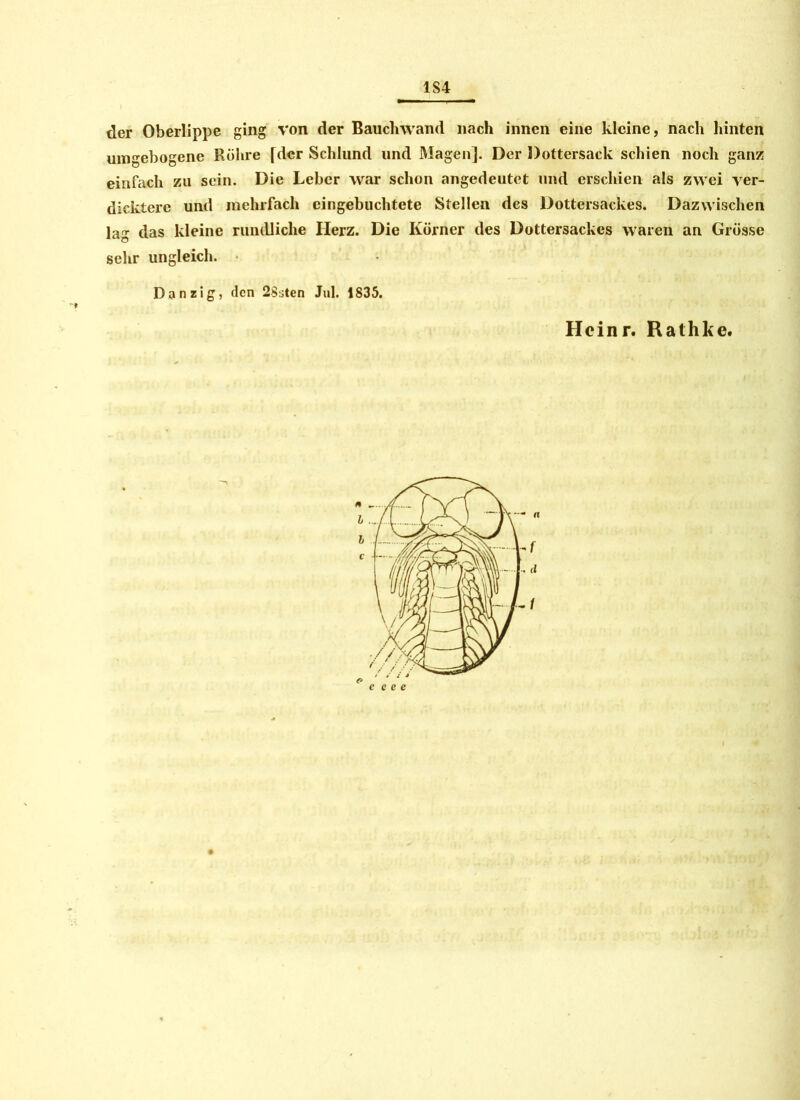 1S4 der Oberlippe ging von der Bauchwand nach innen eine kleine, nach hinten umgebogene Rohre [der Schlund und Magen]. Der Dottersack schien noch ganz einfach zu sein. Die Leber war schon angedeutet und erschien als zwei ver- dickterc und mehrfach eingebuchtete Stellen des Dottersackes. Dazwischen lag das kleine rundliche Herz. Die Körner des Dottersackes waren an Grösse sehr ungleich. Danzig, den 2Ssten Jul. 1835. Hcinr. Rathkc.