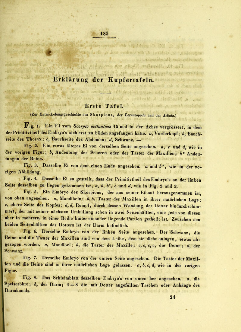 * Erklärung der Kupfertafeln. Erste Tafel. (Zur Entwicklungsgeschichte des Skorpions, der Lernaeopoda nnd der Actinia.) Fig. 1. Ein Ei vom Scorpto ocitanicus 15 mal in der Achse vergrössert, in dem derPrimitivtheil desEmbryo’s sicherst zu bilden angefangen hatte, a, Vorderkopf; Ä, Bauch- seite des Thorax; c, Bauchseite des Abdomen; d, Schwanz. — Fig. 2. Ein etwas älteres Ei von derselben Seite angesehen, a, c und «?, wie in der vorigen Figur; b, Andeutung der Scheren oder der Taster der Maxillen; b* Andeu- tungen der Beine. Fig. 3. Dasselbe Ei von dem einen Ende angesehen, a und 6*, wie in der vo- rigen Abbildung. Fig. 4. Dasselbe Ei so gestellt, dass der Primitivtheil desEmbryo’s an der linken Seite desselben zu liegen gekommen ist, «, b, V, c und d, wie in Fig. 2 und 3. Fig. 5. Ein Embryo des Skorpions, der aus seiner Eihaut heransgenommen ist, von oben angesehen, «, Mandibeln; b\ Ä, Taster der Maxillen in ihrer natürlichen Lage; c, obere Seite des Kopfes; </,</, Rumpf, durch dessen Wandung der Dotter hindurchschim- mert, der mit seiner nächsten Umhüllung schon in zwei Seitenhälften, eine jede von diesen aber in mehrere, in einer Reihe hinter einander liegende Partien getheilt ist. Zwischen den beiden Seitenhälften des Dotters ist der Darm befindlich. Fig. 6. Derselbe Embryo von der linken Seite angesehen. Der Schwanz, die Beine und die Taster der Maxillen sind von dem Leibe, dem sie dicht anlagen, etwas ab- gezogen worden, o, Mandibel; b, die Taster der Maxille; c, c, c, c, die Beine; d, der Schwanz. Fig. 7. Derselbe Embryo von der untern Seite angesehen. Die Taster der Maxil- len und die Beine sind in ihrer natürlichen Lage gelassen, a, b, c, d} wie in der vorigen Figur. Fig. 8. Das Schleimblatt desselben Embryo’s von unten her angesehen, a, die Speiseröhre; b, der Darm; 1 — 8 die mit Dotter angefüllten Taschen oder Anhänge des Darmkanals. 24