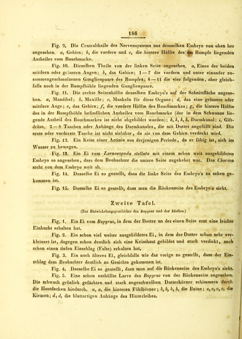 Fig. 9, Die Centraltheile des Nervensystems aus demselben Embryo von oben her angesehen, a, Gehirn; ft, die vordere und c, die hintere Hälfte desim Rumpfe liegenden Antheiles vom Bauchmarke. Fig. 10. Dieselben Theile von der linken Seite angesehen, a, Eines der beiden mittlern oder grossem Augen; b, das Gehirn; 1 — 7 die vordem und unter einander zu- sammengeschmolzenen Ganglienpaare des Rumpfes; 8 —11 die vier folgenden, aber gleich- falls noch in der Rumpfhöhle liegenden Ganglienpaare. Fig. 11. Die rechte Seitenhälfte desselben Embryo’s auf der Schnittfläche angese- hen. a, Mandibel; b, Maxille; c, Muskeln für diese Organe; d, das eine grössere oder mittlere Auge; e, das Gehirn;/’, die vordere Hälfte des Bauchmarkes; g, die hintere Hälfte des in der Rumpfhöhle befindlichen Antheiles vom Bauchmarke (der in dem Schwänze lie- gende Antheil des Bauchmarkes ist nicht abgebildet worden); ft, ä,ä, Ä, Darmkanal; *, Gift- drüse. 2— 8 Taschen oder Anhänge des Darmkanales, die mit Dotter angefüllt sind. Die erste oder vorderste Tasche ist nicht sichtbar, da sie von dem Gehirn verdeckt wird. Fig. 12. Ein Keim einer Actinie aus derjenigen Periode, da er fähig ist, sich im Wasser zu bewegen. Fig. 13. Ein Ei vom Lernaeopoda stellata mit einem schon weit ausgebildeten Embryo so angesehen, dass dem Beobachter die untere Seite zugekehrt war. Das Chorion steht von dem Embryo weit ab. Fig. 14. Dasselbe Ei so gestellt, dass die linke Seite des Embryo’s zu sehen ge- kommen ist. Fig. 15» Dasselbe Ei so gestellt, dass man die Rückenseite des Embryo’s sieht. Zweite Tafel. (Zur Entwickelungsgescliichte des Bopyrus und der Idothen.) Fig. 1. Ein Ei vom Bopyrus, in dem der Dotter an der einen Seite erst eine leichte Einbucht erhalten hat. Fig, 2. Ein schon viel weiter ausgebildetes Ei, in dem der Dotter schon sehr ver- kleinert ist, dagegen schon deutlich sich eine Keimhaut gebildet und stark verdickt, auch schon einen tiefen Einschlag (Falte) erhalten hat, Fig. 3. Ein noch älteres Ei, gleichfalls wie das vorige so gestellt, dass der Ein- schlag dem Beobachter deutlich zu Gesichte gekommen ist. Fig. 4, Dasselbe Ei so gestellt, dass man auf die Rückenseite des Embryo’s sieht, Fig. 5. Eine schon enthüllte Larve des Bopyrus von der Rückenseite angesehen. Die schwach grünlich gefärbten und stark angeschwellten Dotterkörner schimmern durch die Hautdecken hindurch, a, a, die hinteren Fühlhörner; ft, b, bf ft, die Beine ; c, c, e, c, die Kiemen; d^d, die blattartigen Anhänge des Hinterleibes»