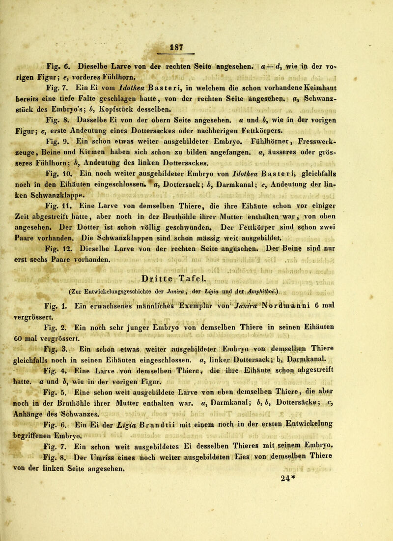 Fig. 6. Dieselbe Larve von der rechten Seite angesehen, a — d, wie i|i der vo- rigen Figur; e, vorderes Fühlhorn. Fig. 7. Ein Ei vom Idothea Basteri, in welchem die schon vorhandene Keimhaut bereits eine tiefe Falte geschlagen hatte, von der rechten Seite angesehen, «> Schwanz- stück des Einbryo’s; b, Kopfstück desselben. Fig. 8. Dasselbe Ei von der obern Seite angesehen, a und b, wie in der vorigen Figur; c, erste Andeutung eines Doltersackes oder nachherigen Fettkörpers. Fig. 9. Ein schon etwas weiter ausgebildeter Embryo. Fühlhörner, Fresswerk- zeuge, Beine und Kiemen haben sich schon zu bilden angefangen. «, äusseres oder grös- seres Fühlhorn; b, Andeutung des linken Dottersackes. Fig, 10. Ein noch weiter ausgebildeter Embryo von Idothea Basteri, gleichfalls noch in den Eihäuten eingeschlossen. * a, Dottersack; £, Darmkanal; e, Andeutung der lin- ken Schwanzklappe. Fig. 11. Eine Larve von demselben Thiere, die ihre Eihäute schon vor einiger Zeit abgestreift hatte, aber noch in der Bruthöhle ihrer Mutter enthalten war, von oben angesehen. Der Dotter ist schon völlig geschwunden. Der Fettkörper sind schon zwei Paare vorhanden. Die Schwanzklappen sind schon mäss'ig weit ausgebildet. Fig. 12. Dieselbe Larve von der rechten Seite angesehen. Der Beine sind nur erst sechs Paare vorhanden. Dritte Tafel. (Zur Entwickelungsgeschichte der Janira, der Ligia und 4er Amphithoe.) Fig. 1. Ein erwachsenes männliches Exemplar von Janira Nor dm an ni 6 mal vergrössert. Fig. 2. Ein noch sehr junger Embryo von demselben Thiere in seinen Eihäuten 60 mal vergrössert. Fig, 3. Ein schon etwas weiter ausgebildeter Embryo von demselben Thiere gleichfalls noch in seinen Eihäuten eingeschlossen, a, linker Dottersack; b, Darmkanal. Fig. 4. Eine Larve von demselben Thiere, die ihre Eihäute schon abgestreift hatte, a und b, wie in der vorigen Figur. Fig. 5. Eine schon weit ausgebildete Larve von eben demselben Thiere, die aber noch in der Bruthöhle ihrer Mutter enthalten war. a, Darmkanal; b, b, Dottersäcke; c, Anhänge des Schwanzes. Fig. 6. Ein Ei der Ligia Brandtii mit einem noch in der ersten Entwickelung begriffenen Embryo. Fig. 7. Ein schon weit ausgebildetes Ei desselben Thieres mit seinem Embryo. Fig. 8, Der Umriss eines noch weiter ausgebildeten Eies von demselben Thiere von der linken Seite angesehen. 24*