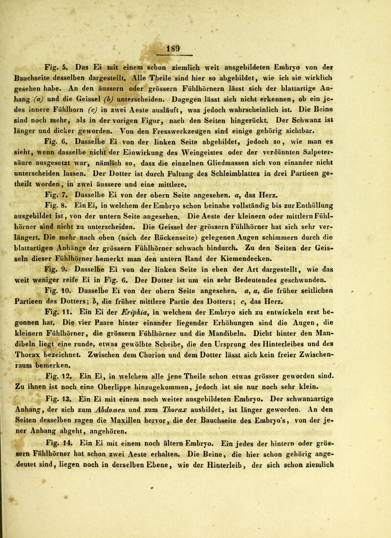 Fig. 5. Das Ei mit einem schon ziemlich weit ansgebildeten Embryo von der Bauchseite desselben dargestellt. Alle Theile sind hier so abgebildet, wie ich sie wirklich gesehen habe. An den äussern oder grossem Fühlhörnern lässt sich der blattartige An- hang '(a) und die Geissei (b) unterscheiden. Dagegen lässt sich nicht erkennen, ob ein je- des innere Fühlhorn (c) in zwei Aesle ausläuft, was jedoch wahrscheinlich ist. Die Beine sind noch mehr, als in der vorigen Figur, nach den Seiten hingerückt. Der Schwanz ist länger und dicker geworden. Von den Fresswerkzeugen sind einige gehörig sichtbar. Fig. 6. Dasselbe Ei von der linken Seite abgebildet, jedoch so, w'ie man es sieht, wenn dasselbe nicht der Einwirkung des Weingeistes oder der verdünnten Salpeter- säure ausgesetzt war, nämlich so, dass die einzelnen Gliedmassen sich von einander nicht unterscheiden lassen. Der Dotter ist durch Faltung des Schleimblattes in drei Partieen ge- theilt worden, in zwei äussere und eine mittlere* Fig. 7. Dasselbe Ei von der obern Seite angesehen, a, das Herz. Fig. 8. Ein Ei, in welchem der Embryo schon beinahe vollständig bis zur Enthüllung ausgebildet ist, von der untern Seite angesehen. Die Aeste der kleinern oder mittlernFühl- hörner sind nicht zu unterscheiden. Die Geissei der grossem Fühlhörner hat sich sehr ver- längert. Die mehr nach oben (nach der Rückenseite) gelegenen Augen schimmern durch die blattartigen Anhänge der grossem Fühlhörner schwach hindurch. Zu den Seiten der Geis- seln dieser Fühlhörner bemerkt man den untern Rand der Kiemendecken. Fig. 9. Dasselbe Ei von der linken Seite in eben der Art dargestellt, wie das weit weniger reife Ei in Fig. 6. Der Dotter ist um ein sehr Bedeutendes geschwunden. Fig. 10. Dasselbe Ei von der obern Seite angesehen, a, a, die früher seitlichen Partieen des Dotters; b, die früher mittlere Partie des Dotters; c, das Herz* Fig. 11. Ein Ei der Eriphiu, in welchem der Embryo sich zu entwickeln erst be- gonnen hat. Die vier Paare hinter einander liegender Erhöhungen sind die Augen, die kleinern Fühlhörner, die grossem Fühlhörner und die Mandibeln. Dicht hinter den Man- dibeln liegt eine runde, etwas gewölbte Scheibe, die den Ursprung des Hinterleibes und des Thorax bezeichnet. Zwischen dem Chorion und dem Dotter lässt sich kein freier Zwischen- raum bemerken. Fig. 12. Ein Ei, in welchem alle jene Theile schon etwas grösser geworden sind. Zu ihnen ist noch eine Oberlippe hinzugekommen, jedoch ist sie nur noch sehr klein. Fig. 13. Ein Ei mit einem noch weiter ausgebildeten Embryo. Der schwanfcartige Anhang, der sich zum Abdomen und zum Thorax ausbildet, ist länger geworden. An den Seiten desselben ragen die 'Maxillen hervor, die der Bauchseite des Embryo’s, von der je- ner Anhang abgeht, angehören. Fig. 14. Ein Ei mit einem noch altern Embryo. Ein jedes der hintern oder gros- sem Fühlhörner hat schon zwei Aeste erhalten. Die Beine, die hier schon gehörig ange- deutet sind, liegen noch in derselben Ebene, wie der Hinterleib, der sich schon ziemlich
