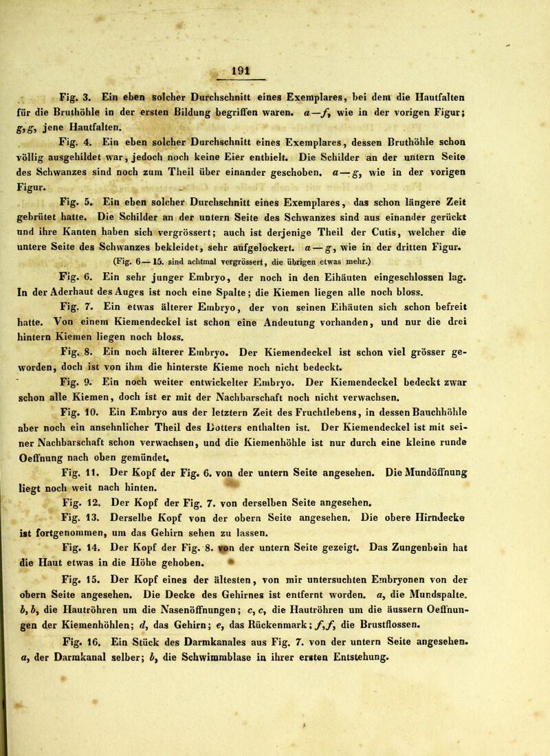 Fig. 3. Ein eben solcher Durchschnitt eines Exemplares, bei dem die Hautfalten für die Bruthöhle in der ersten Bildung begriffen waren, a—f, wie in der vorigen Figur} g,g, jene Hautfalten. Fig. 4. Ein eben solcher Durchschnitt eines Exemplares, dessen Bruthöhle schon völlig ausgehildet war, jedoch noch keine Eier enthielt. Die Schilder an der untern Seite des Schwanzes sind noch zum Theil über einander geschoben, a — g, wie in der vorigen Figur. Fig. 5. Ein eben solcher Durchschnitt eines Exemplares, das schon längere Zeit gebrütet hatte. Die Schilder an der untern Seite des Schwanzes sind aus einander gerückt und ihre Kanten haben sich vergrössert; auch ist derjenige Theil der Cutis, welcher die untere Seite des Schwanzes bekleidet, sehr aufgelockert, a — g, wie in der dritten Figur. (Fig. 6 —15. sind achtmal vergrössert, die übrigen etwas mehr.) Fig. 6. Ein sehr junger Embryo, der noch in den Eihäuten eingeschlossen lag. In der Aderhaut des Auges ist noch eine Spalte; die Kiemen liegen alle noch bloss. Fig. 7. Ein etwas älterer Embryo, der von seinen Eihäuten sich schon befreit hatte. Von einem Kiemendeckel ist schon eine Andeutung vorhanden, und nur die drei hintern Kiemen liegen noch bloss. Fig. 8. Ein noch älterer Embryo. Der Kiemendeckel ist schon viel grösser ge- worden, doch ist von ihm die hinterste Kieme noch nicht bedeckt. Fig. 9. Ein noch weiter entwickelter Embryo. Der Kiemendeckel bedeckt zwar schon alle Kiemen, doch ist er mit der Nachbarschaft noch nicht verwachsen. Fig. 10. Ein Embryo aus der letztem Zeit des Fruchtlebens, in dessen Bauchhöhle aber noch ein ansehnlicher Theil des Dotters enthalten ist. Der Kiemendeckel ist mit sei- ner Nachbarschaft schon verwachsen, und die Kiemenhöhle ist nur durch eine kleine runde Oeffnung nach oben gemündet, Fig. 11. Der Kopf der Fig. 6. von der untern Seite angesehen. Die Mundöffnung liegt noch weit nach hinten. Fig. 12. Der Kopf der Fig. 7. von derselben Seite angesehen. Fig. 13. Derselbe Kopf von der obern Seite angesehen. Die obere Hirndecke ist fortgenommen, um das Gehirn sehen zu lassen. Fig. 14. Der Kopf der Fig. 8. von der untern Seite gezeigt. Das Zungenbein hat die Haut etwas in die Höhe gehoben. Fig. 15. Der Kopf eines der ältesten, von mir untersuchten Embryonen von der obern Seite angesehen. Die Decke des Gehirnes ist entfernt worden, a, die Mundspalte. b, b, die Hautröhren um die Nasenöffnungen; c, c, die Hautröhren um die äussern Oeffnun- gen der Kiemenhöhlen; d, das Gehirn; e, das Rückenmark; f,f^ die Brustflossen. Fig. 16. Ein Stück des Darmkanales aus Fig. 7. von der untern Seite angesehen. a, der Darrakanal selber; bt die Schwimmblase in ihrer ersten Entstehung.
