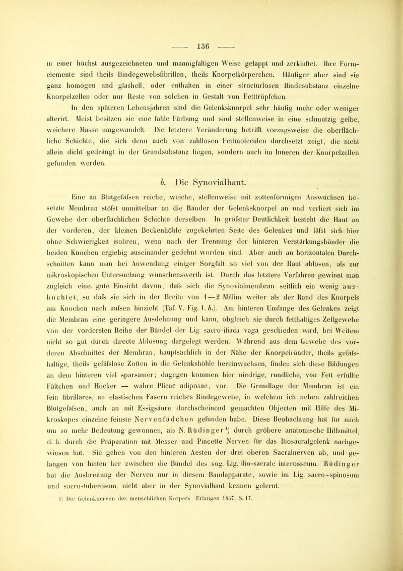 1(1 einer höchst ausgezeichneten un(J mannigfaltigen Weise gelappt und zei’klüftel. Ihre Form- elemenle sind theils Bindegewebsfibrillen, theils Knoi’pelkörperchen. Häufiger aber sind sie ganz homogen und glashell, oder enthalten in einer structurlosen Bindesubstanz einzelne Knorpelzellen oder nur Reste von solchen in Gestalt von Fetttröpfchen. ln den späteren Lebensjahren sind die Gelenksknorpel sehr häufig mehr oder weniger alterirt. Meist besitzen sie eine fahle Färbung und sind stellenweise in eine schmutzig gelbe, weichere Masse umgewaudelt. Die letztere Vei'änderung betrifft voi'zugsweise die oberfläch- liche Schichte, die sich denn auch von zahllosen Feltmolecülen durchsetzt zeigt, die nicht allein dicht gedrängt in der Grundsubstanz liegen, sondern auch im Inneren der Knorpelzellen gefunden werden. h. Die Synovialhaiit. Eine an Blutgefäfsen reiche, weiche, stellenweise mit zottenförmigen Auswüchsen be- setzte Membran stöfst unmittelbar an die Ränder der Gelenksknorpel an und verliert sich ini Gewebe der oberflächlichen Schichte derselben. In gröfster Deutlichkeit besteht die Haut an der vorderen, der kleinen Beckenhöhle zugekehrten Seite des Gelenkes und läfst sich hier ohne Schwierigkeit isoliren, wenn nach der Trennung der hinteren Vei’stärkungsbänder die beiden Knochen ergiebig auseinander gedehnt worden sind. Aber auch an horizontalen Durch- schnitten kann man bei Anwendung einiger Sorgfalt so viel von der Haut ablösen, als zur mikroskopischen Untersuchung wünschenswerth ist. Durch das letztere Vei’fahren gewinnt man zugleich eine gute Einsicht davon, dafs sich die Synovialmembran seitlich ein wenig aus- buchtet, so dafs sie sich in der Breite von 1—2 Millim. weiter als der Rand des Knorpels am Knochen nach aufsen hinzieht (Taf. V. Fig. I.Ä.). Am hinteren Umfange des Gelenkes zeigt die Membran eine geringere Ausdehnung und kann, obgleich sie durch fetthaltiges Zellgewebe von der vordersten Reihe der Bündel der Lig. sacro-iliaca vaga geschieden wird, bei Weitem nicht so gut durch directe Ablösung dargelegt werden. Während aus dem Gewebe des vor- deren Abschnittes der Membran, hauptsächlich in der Nähe der Knorpelränder, theils gefäfs- haltige, theils gefäfslose Zotten in die Gelenkshöhle hereinwachsen, finden sich diese Bildungen an dem hinteren viel sparsamer; dagegen kommen hier niedrige, rundliche, von Fett erfüllte Fältchen und Höcker — wahre Plicae adiposae, vor. Die Grundlage der Membran ist ein fein fibrilläres, an elastischen Fasern reiches Bindegewebe, in welchem ich neben zahlreichen Blutgefäfsen, auch an mit Essigsäure durchscheinend gemachten Objecten mit Hilfe des Mi- kroskopes einzelne feinste Nervenfädchen gefunden habe. Diese Beobachtung hat für mich um so mehr Bedeutung gewonnen, als N. Rüdinger*) durch gröbere anatomische Hilfsmittel, d. h. durch die Pi'äparation mit Messer und Pincette Nerven für das lliosaci’algelenk nachge- wiesen hat. Sie gehen von den hinteren Aesten der drei oberen Saci’alnerven ab, und ge- langen von hinten her zwischen die Bündel des sog. Lig. ilio-sacrale interosseuuj. Rüdinger hat die Ausbreitung der Nerven nur in diesem Bandapparate, sowie im Lig. sacro-spinosum und sacro-tuberosum, nicht aber in der Synovialhaut kennen gelernt. J) Die Geteukiierven des mensclitichen Körpers Erlangen 1857. S. 17.