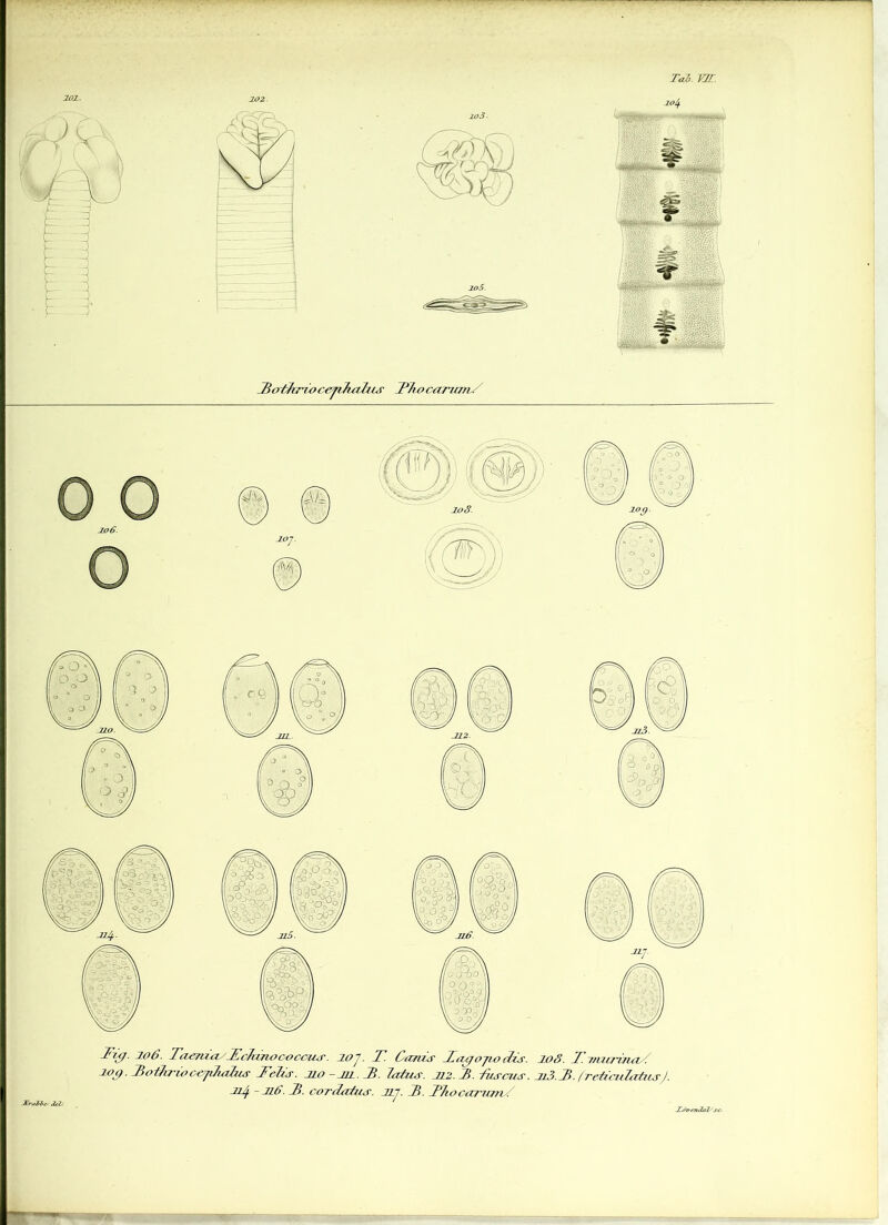 Toi VIT. .Bo/hf'rocepjtahcs Phocanans Fig. jo6. FaenfasFcTunococcus. îoj. F. Parus Fagojiodis. 10S. F-rrucrinaF 10g. FotfuiooejJialus Felis. jio -jil. F. Jafus. Ji2. F. fusais. Ji3.F. freiiada/usJ. 114 ~ J’1- oordatus. Jrj. F. Fhocariun .