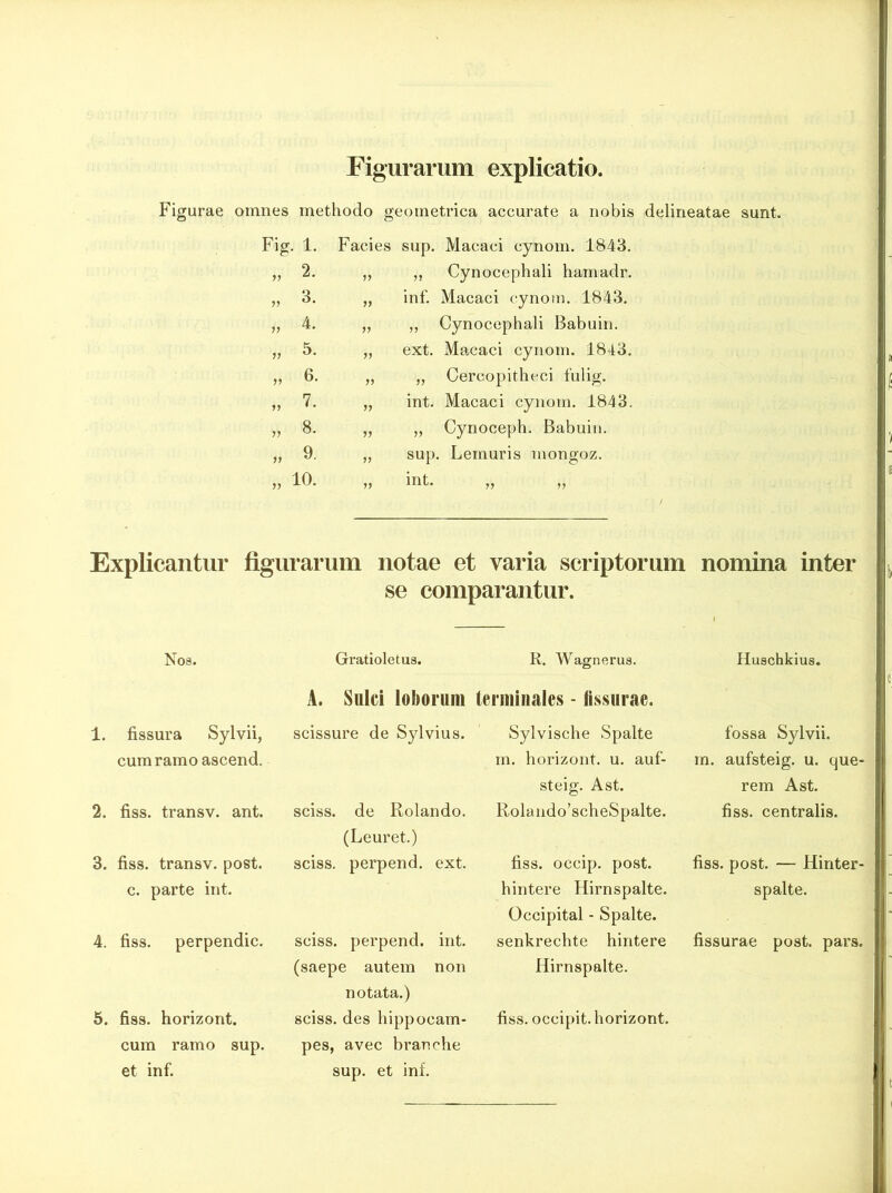 Figurarum explicatio. Figurae omnes methodo geometrica accurate a nobis delineatae sunt. Fig. 1. Facies sup. Macaci cynom. 1843. „ 2. 11 ,, Cynocephali hamadr. „ 3. 11 inf. Macaci cynom. 1843. „ 4. 11 „ Cynocephali Babuin. „ 5. 11 ext. Macaci cynom. 1843. „ 6. 11 „ Cercopitheci fulig. „ 7. 11 int. Macaci cynom. 1843 „ 8. 11 „ Cynoceph. Babuin. „ 9. 11 sup. Leinuris mongoz. „ io. 11 int. „ Explicantur figurarum notae et varia scriptorum nomina inter se comparantur. i Gratioletus. R. Wagnerua. A. Sulci loborum terminales - fissurae. Nos. 1. fissura Sylvii, cum ramo ascend. 2. fiss. transv. ant. 3. fiss. transv. post. c. parte int. 4. fiss. perpendic. 5. fiss. horizont. cum ramo sup. et inf. scissure de Sylvius. sciss. de Rolando. (Leuret.) sciss. perpend. ext. sciss. perpend. int. (saepe autem non notata.) sciss. des hippocam- pes, avec branche sup. et inf. Sylvische Spalte m. horizont. u. auf- steig. Ast. Rolando’scheSpalte. fiss. occip. post, hintere Hirnspalte. Occipital - Spalte. senkrechte hintere Hirnspalte. fiss. occipit, horizont. Huschkius. fossa Sylvii. m. aufsteig. u. que- rem Ast. fiss. centralis. fiss. post. — Hinter- spalte. fissurae post. pars.
