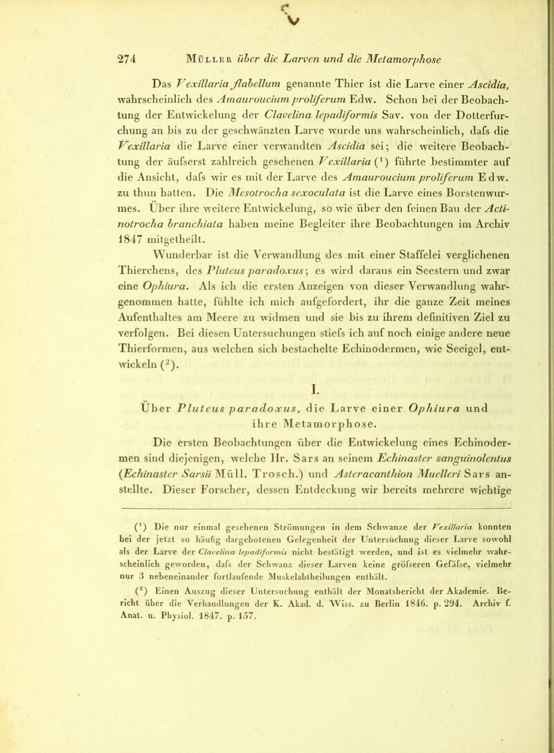 r V 274 Müller über die Larven und die Metamorphose Das Vexillaria ßabellum genannte Thier ist die Larve einer Ascidia, wahrscheinlich des Amauroucium proliferum Edw. Schon bei der Beobach- tung der Entwickelung der Clavelina lepadiformis Sav. von der Dotterfur- chung an bis zu der geschwänzten Larve wurde uns wahrscheinlich, dafs die Vexillaria die Larve einer verwandten Ascidia sei; die weitere Beobach- tung der äufserst zahlreich gesehenen J7exillaria {}) führte bestimmter auf die Ansicht, dafs wir es mit der Larve des Amauroucium proliferum Edw. zu thun hatten. Die Mesotrocha sexoculata ist die Larve eines Borstenwur- mes. Uber ihre weitere Entwickelung, so wie über den feinen Bau der Acti- notrocha branchiata haben meine Begleiter ihre Beobachtungen im Archiv 1847 mitgetheilt. Wunderbar ist die Verwandlung des mit einer Staffelei verglichenen Thierchens, des Pluteus paradoxus\ es wird daraus ein Seestern und zwar eine Ophiura. Als ich die ersten Anzeigen von dieser Verwandlung wahr- genommen hatte, fühlte ich mich aufgefordert, ihr die ganze Zeit meines Aufenthaltes am Meere zu widmen und sie bis zu ihrem definitiven Ziel zu verfolgen. Bei diesen Untersuchungen stiefs ich auf noch einige andere neue Thierformen, aus welchen sich bestachelte Echinodermen, wie Seeigel, ent- wickeln (2). I. Uber Pluteus paradoxus, die Larve einer Ophiura und ihre Metamorphose. Die ersten Beobachtungen über die Entwickelung eines Echinoder- men sind diejenigen, welche Hr. Sars an seinem Echinaster sanguinolentus (Echinaslcr Aars« Müll. Trosch.) und Asteracantliion Muelleri Sars an- stellte. Dieser Forscher, dessen Entdeckung wir bereits mehrere wichtige (') Die nur einmal gesehenen Strömungen in dem Schwänze der Vexillaria konnten bei der jetzt so häufig dargebolenen Gelegenheit der Untersuchnng dieser Larve sowohl als der Larve der Clavelina lepadiformis nicht bestätigt werden, und ist es vielmehr wahr- scheinlich geworden, dafs der Schwanz dieser Larven keine gröfseren Gefäfse, vielmehr nur 3 nebeneinander fortlaufende Muskelabtheilungen enthält. (2) Einen Auszug dieser Untersuchung enthält der Monatsbericht der Akademie. Be- richt über die Verhandlungen der K. Akad. d. Wiss. zu Berlin 1846. p. 294. Archiv f.