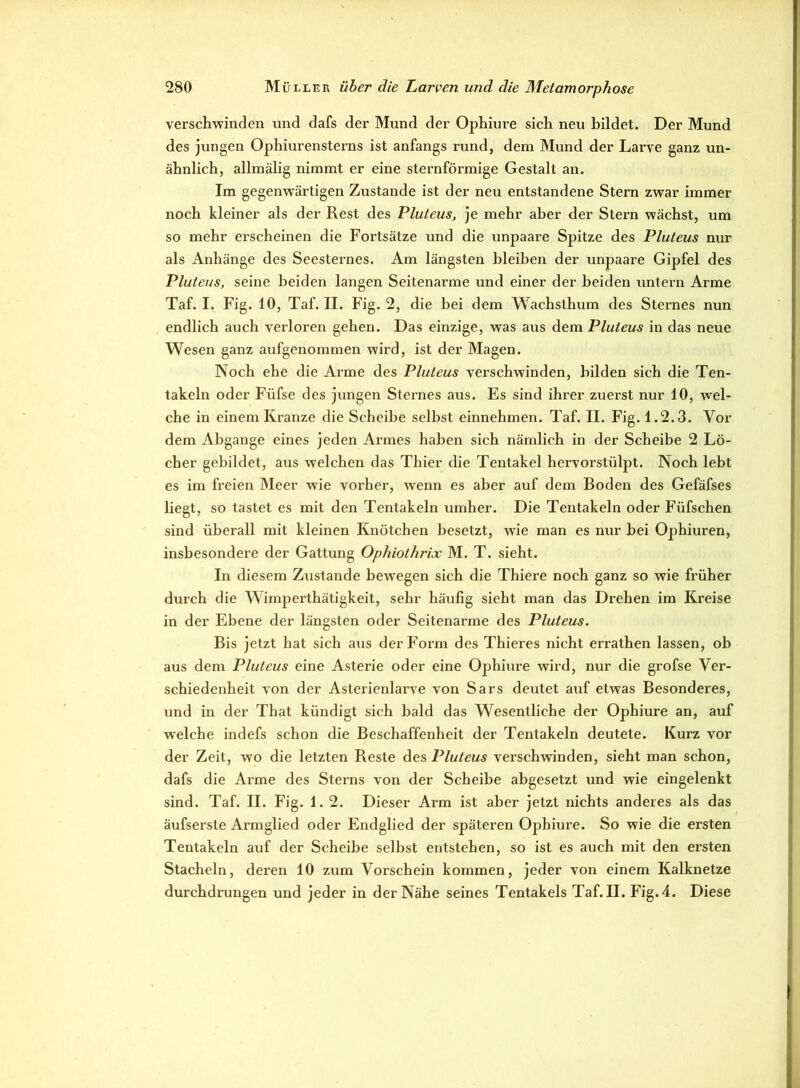 verschwinden und dafs der Mund der Ophiure sich neu bildet. Der Mund des jungen Ophiurensterns ist anfangs rund, dem Mund der Larve ganz un- ähnlich, allmälig nimmt er eine sternförmige Gestalt an. Im gegenwärtigen Zustande ist der neu entstandene Stern zwar immer noch kleiner als der Rest des Pluteus, je mehr aber der Stern wächst, um so mehr erscheinen die Fortsätze und die unpaare Spitze des Pluteus nur als Anhänge des Seesternes. Am längsten bleiben der unpaare Gipfel des Pluteus, seine beiden langen Seitenarme und einer der beiden untern Arme Taf. I. Fig. 10, Taf. II. Fig. 2, die bei dem Wachsthum des Sternes nun endlich auch vei’loren gehen. Das einzige, was aus dem Pluteus in das neue Wesen ganz aufgenommen wird, ist der Magen. Noch ehe die Arme des Pluteus verschwinden, bilden sich die Ten- takeln oder Füfse des jungen Sternes aus. Es sind ihrer zuerst nur 10, wel- che in einem Kranze die Scheibe selbst einnehmen. Taf. II. Fig. 1.2.3. Vor dem Abgänge eines jeden Armes haben sich nämlich in der Scheibe 2 Lö- cher gebildet, aus welchen das Thier die Tentakel hervorstülpt. Noch lebt es im freien Meer wie vorher, wenn es aber auf dem Boden des Gefäfses liegt, so tastet es mit den Tentakeln umher. Die Tentakeln oder Fiifschen sind überall mit kleinen Knötchen besetzt, wie man es nur bei Ophiuren, insbesondere der Gattung Ophiothrix M. T. sieht. In diesem Zustande bewegen sich die Thiere noch ganz so wie früher durch die Wimperthätigkeit, sehr häufig sieht man das Drehen im Kreise in der Ebene der längsten oder Seitenarme des Pluteus. Bis jetzt hat sich aus der Form des Thieres nicht errathen lassen, ob aus dem Pluteus eine Asterie oder eine Ophiure wird, nur die grofse Ver- schiedenheit von der Asterienlarve von Sars deutet auf etwas Besonderes, und in der That kündigt sich bald das Wesentliche der Ophiure an, auf welche indefs schon die Beschaffenheit der Tentakeln deutete. Kurz vor der Zeit, wo die letzten Reste des Pluteus verschwinden, sieht man schon, dafs die Arme des Sterns von der Scheibe abgesetzt und wie eingelenkt sind. Taf. II. Fig. 1.2. Dieser Arm ist aber jetzt nichts anderes als das äufserste Armglied oder Endglied der späteren Ophiure. So wie die ersten Tentakeln auf der Scheibe selbst entstehen, so ist es auch mit den ersten Stacheln, deren 10 zum Vorschein kommen, jeder von einem Kalknetze durchdrungen und jeder in der Nähe seines Tentakels Taf. II. Fig. 4. Diese