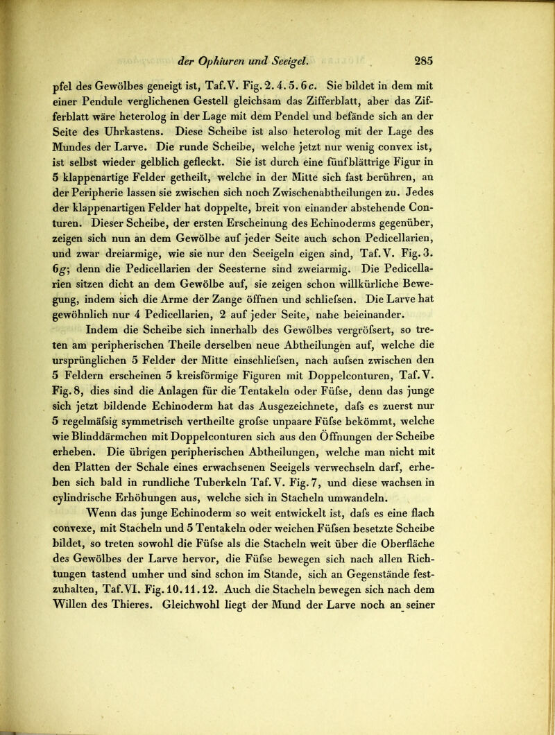 pfel des Gewölbes geneigt ist, Taf.V. Fig. 2.4. 5. 6 c. Sie bildet in dem mit einer Pendule verglichenen Gestell gleichsam das Zifferblatt, aber das Zif- ferblatt wäre heterolog in der Lage mit dem Pendel und befände sich an der Seite des Uhrkastens. Diese Scheibe ist also heterolog mit der Lage des Mundes der Larve. Die runde Scheibe, welche jetzt nur wenig convex ist, ist selbst wieder gelblich gefleckt. Sie ist durch eine fünfblättrige Figur in 5 klappenartige Felder getheilt, welche in der Mitte sich fast berühren, an der Peripherie lassen sie zwischen sich noch Zwischenabtheilungen zu. Jedes der klappenartigen Felder hat doppelte, breit von einander abstehende Con- turen. Dieser Scheibe, der ersten Erscheinung des Echinoderms gegenüber, zeigen sich nun an dem Gewölbe auf jeder Seite auch schon Pedicellarien, und zwar dreiarmige, wie sie nur den Seeigeln eigen sind, Taf.V. Fig.3. 6g\ denn die Pedicellarien der Seesterne sind zweiarmig. Die Pedicella- rien sitzen dicht an dem Gewölbe auf, sie zeigen schon willkürliche Bewe- gung, indem sich die Arme der Zange öffnen und schliefsen. Die Larve hat gewöhnlich nur 4 Pedicellarien, 2 auf jeder Seite, nahe beieinander. Indem die Scheibe sich innerhalb des Gewölbes vergröfsert, so tre- ten am peripherischen Theile derselben neue Abtheilungen auf, welche die ursprünglichen 5 Felder der Mitte einschliefsen, nach aufsen zwischen den 5 Feldern erscheinen 5 kreisförmige Figuren mit Doppelconturen, Taf.V. Fig. 8, dies sind die Anlagen für die Tentakeln oder Füfse, denn das junge sich jetzt bildende Echinoderm hat das Ausgezeichnete, dafs es zuerst nur 5 regelmäfsig symmetrisch vertheilte grofse unpaare Füfse bekömmt, welche wie Blinddärmchen mit Doppelconturen sich aus den Öffnungen der Scheibe erheben. Die übrigen peripherischen Abtheilungen, welche man nicht mit den Platten der Schale eines erwachsenen Seeigels verwechseln darf, erhe- ben sich bald in rundliche Tuberkeln Taf.V. Fig. 7, und diese wachsen in cylindrische Erhöhungen aus, welche sich in Stacheln umwandeln. Wenn das junge Echinoderm so weit entwickelt ist, dafs es eine flach convexe, mit Stacheln und 5 Tentakeln oder weichen Füfsen besetzte Scheibe bildet, so treten sowohl die Füfse als die Stacheln weit über die Oberfläche des Gewölbes der Larve hervor, die Füfse bewegen sich nach allen Rich- tungen tastend umher und sind schon im Stande, sich an Gegenstände fest- zuhalten, Taf.VI. Fig. 10.11.12. Auch die Stacheln bewegen sich nach dem Willen des Thieres. Gleichwohl liegt der Mund der Larve noch an seiner