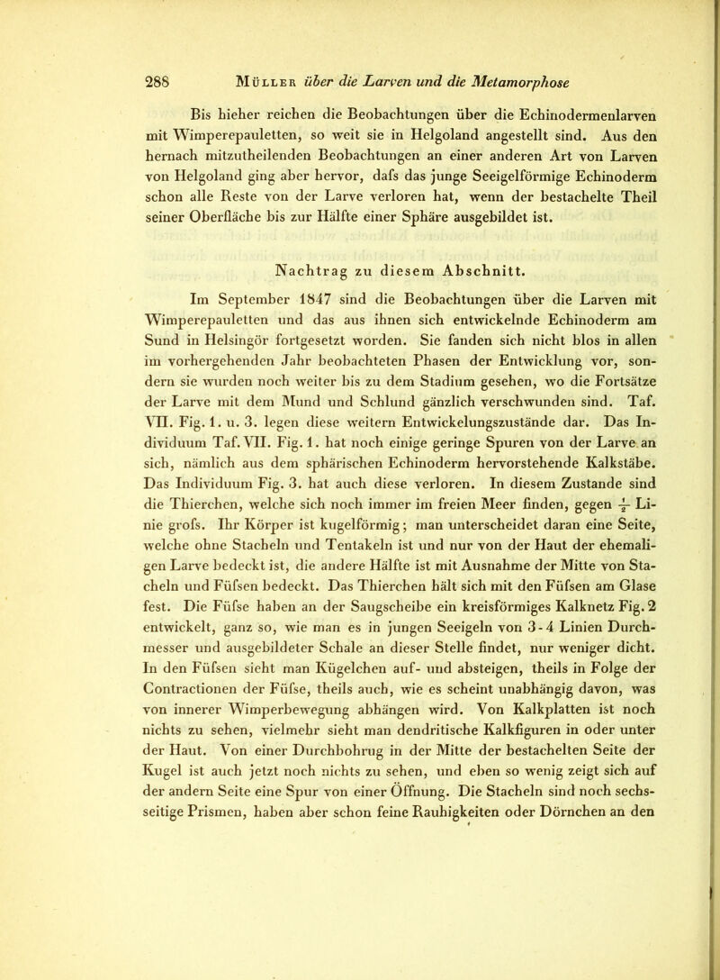 Bis hieher reichen die Beobachtungen über die Echinodermenlarven mit Wimperepauletten, so weit sie in Helgoland angestellt sind. Aus den hernach mitzutheilenden Beobachtungen an einer anderen Art von Larven von Helgoland ging aber hervor, dafs das junge Seeigelförmige Echinoderm schon alle Reste von der Larve verloren hat, wenn der bestachelte Theil seiner Oberfläche bis zur Hälfte einer Sphäre ausgebildet ist. Nachtrag zu diesem Abschnitt. Im September 1847 sind die Beobachtungen über die Larven mit Wimperepauletten und das aus ihnen sich entwickelnde Echinoderm am Sund in Helsingör fortgesetzt worden. Sie fanden sich nicht blos in allen im vorhergehenden Jahr beobachteten Phasen der Entwicklung vor, son- dern sie wurden noch weiter bis zu dem Stadium gesehen, wo die Fortsätze der Larve mit dem Mund und Schlund gänzlich verschwunden sind. Taf. VII. Fig.l. u. 3. legen diese weitern Entwickelungszustände dar. Das In- dividuum Taf. VII. Fig. 1. hat noch einige geringe Spuren von der Larve an sich, nämlich aus dem sphärischen Echinoderm hervorstehende Kalkstäbe. Das Individuum Fig. 3. hat auch diese verloren. In diesem Zustande sind die Thierchen, welche sich noch immer im freien Meer finden, gegen -f- Li- nie grofs. Ihr Körper ist kugelförmig; man unterscheidet daran eine Seite, welche ohne Stacheln und Tentakeln ist und nur von der Haut der ehemali- gen Larve bedeckt ist, die andere Hälfte ist mit Ausnahme der Mitte von Sta- cheln und Füfsen bedeckt. Das Thierchen hält sich mit den Füfsen am Glase fest. Die Füfse haben an der Saugscheibe ein kreisförmiges Kalknetz Fig. 2 entwickelt, ganz so, wie man es in jungen Seeigeln von 3-4 Linien Durch- messer und ausgebildeter Schale an dieser Stelle findet, nur weniger dicht. In den Füfsen sieht man Kügelchen auf- und absteigen, theils in Folge der Contractionen der Füfse, theils auch, wie es scheint unabhängig davon, was von innerer Wimperbewegung abhängen wird. Von Kalkplatten ist noch nichts zu sehen, vielmehr sieht man dendritische Kalkfiguren in oder unter der Haut. Von einer Durchbohrug in der Mitte der bestachelten Seite der Kugel ist auch jetzt noch nichts zu sehen, und eben so wenig zeigt sich auf der andern Seite eine Spur von einer Öffnung. Die Stacheln sind noch sechs- seitige Prismen, haben aber schon feine Rauhigkeiten oder Dörnchen an den