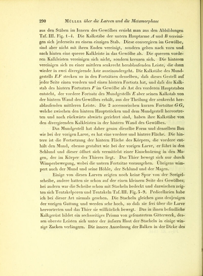 aus den Stäben im Innern des Gewölbes ersieht man aus den Abbildungen Taf. III. Fig. 1-4. Die Kalkstäbe der untern Hauptarme A und B vereini- gen sieb jederseits zu einem einzigen Stab. Diese convergiren im Gewölbe, sind aber nicht mit ihren Enden vereinigt, sondern geben nach vom und nach hinten eine queere Kalkleiste in das Gewölbe ab. Die queeren vorde- ren Kalkleisten vereinigen sich nicht, sondern kreuzen sich. Die hinteren vereinigen sich zu einer mittlern senkrecht herablaufenden Leiste, die dann wieder in zwei divergirende Aste auseinandergeht. Die Kalkstäbe des Mund- gestells EF stecken so in den Fortsätzen desselben, dafs dieses Gestell auf jeder Seite einen vordem und einen hintern Fortsatz hat, und dafs der Kalk- stab des hintern Fortsatzes F im Gewölbe als Ast des vorderen Hauptstabes entsteht, der vordere Fortsatz des Mundgestells E aber seinen Kalkstab von der hintern Wand des Gewölbes erhält, aus der Theilung der senkrecht her- ablaufenden mittleren Leiste. Die 2 accessorischen kurzen Fortsätze GG, welche zwischen den hintern Hauptstöcken und dem Mundgestell hervortre- ten und nach rückwärts abwärts gerichtet sind, haben ihre Kalkstäbe von den divei’girenden Kalkleisten in der hintern Wand des Gewölbes. Das Mundgestell hat daher genau dieselbe Form und denselben Bau wie bei der vorigen Larve, es hat eine vordere und hintere Fläche. Die hin- tere ist die Fortsetzung der hintern Fläche des Körpers, die vordere ent- hält den Mund, ebenso gestaltet wie bei der vorigen Larve, er führt in den Schlund und dieser öffnet sich vermittelst einer Einschnürung in den Ma- gen, der im Körper des Thieres liegt. Das Thier bewegt sich nur durch Wimperbewegung, wobei die untern Fortsätze vorausgehen. Übrigens wim- pert auch der Mund und seine Höhle, der Schlund und der Magen. Einige von diesen Larven zeigten noch keine Spur von der Seeigel- scheibe, andere hatten sie schon auf der einen kleinern Seite des Gewölbes; bei andern war die Scheibe schon mit Stacheln bedeckt und dazwischen zeig- ten sich Tentakelporen und Tentakeln Taf. III. Fig. 5-9. Pedicellarien habe ich bei dieser Art niemals gesehen. Die Stacheln gleichen ganz denjenigen der vorigen Gattung und werden sehr hoch, so dafs sie frei über die Larve hervortreten und das Thier sie willkürlich bewegt. Das in ihnen belindliche Kalkgerüst bildet ein sechsseitiges Prisma von gefenstertem Gitterwerk, des- sen oberste Leisten sich unter der äufsern Haut der Stacheln in einige win- zige Zacken verlängern. Die innere Anordnung der Balken in der Dicke des