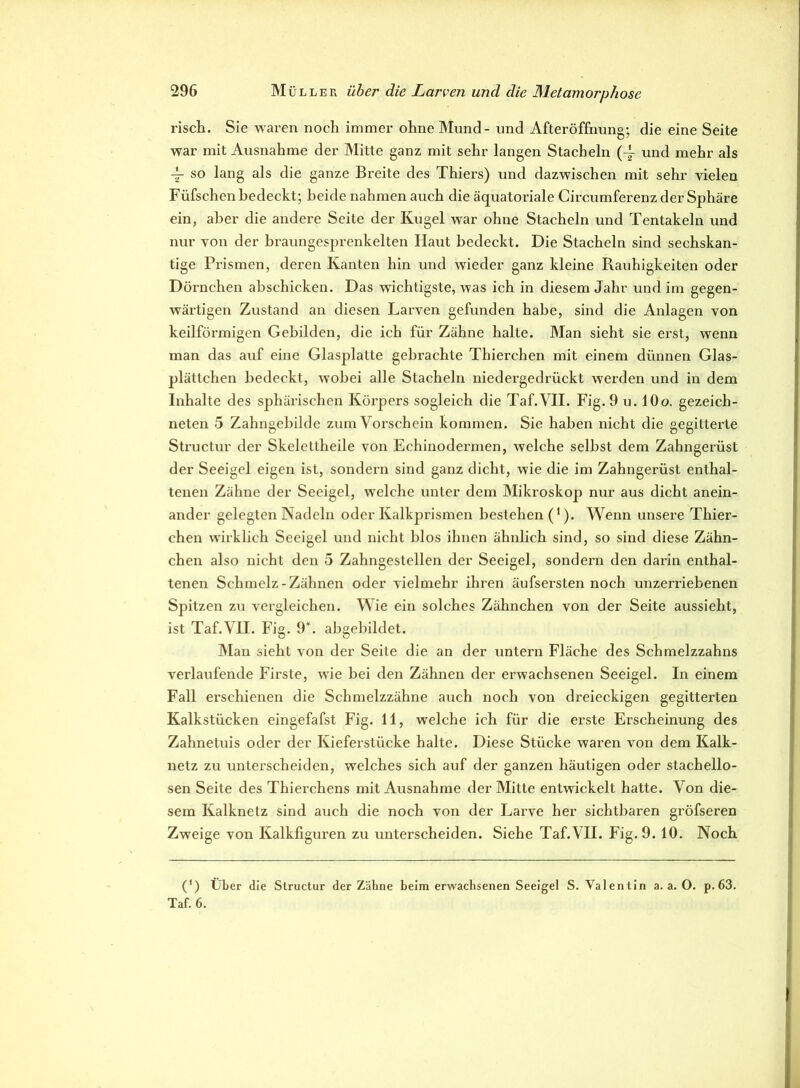 risch. Sie waren noch immer ohne Mund- und Afteröffnung; die eine Seite war mit Ausnahme der Mitte ganz mit sehr langen Stacheln (-f und mehr als 4- so lang als die ganze Breite des Thiers) und dazwischen mit sehr vielen Füfschen bedeckt; beide nahmen auch die äquatoriale Circumferenz der Sphäre ein, aber die andere Seite der Kugel war ohne Stacheln und Tentakeln und nur von der braungesprenkelten Haut bedeckt. Die Stacheln sind sechskan- tige Prismen, deren Kanten hin und wieder ganz kleine Rauhigkeiten oder Dörnchen abschicken. Das wichtigste, was ich in diesem Jahr und im gegen- wärtigen Zustand an diesen Larven gefunden habe, sind die Anlagen von keilförmigen Gebilden, die ich für Zähne halte. Man sieht sie erst, wenn man das auf eine Glasplatte gebrachte Thierchen mit einem dünnen Glas- plättchen bedeckt, wobei alle Stacheln niedergedrückt werden und in dem Inhalte des sphärischen Körpers sogleich die Taf.VII. Fig. 9 u. 10o. gezeich- neten 5 Zahngebilde zum Vorschein kommen. Sie haben nicht die gegitterte Structur der Skelettheile von Echinodermen, welche selbst dem Zahngerüst der Seeigel eigen ist, sondern sind ganz dicht, wie die im Zahngerüst enthal- tenen Zähne der Seeigel, welche unter dem Mikroskop nur aus dicht anein- ander gelegten Nadeln oder Kalkprismen bestehen (1). Wenn unsere Thier- chen wirklich Seeigel und nicht blos ihnen ähnlich sind, so sind diese Zähn- chen also nicht den 5 Zahngestellen der Seeigel, sondern den darin enthal- tenen Schmelz-Zähnen oder vielmehr ihren äufsersten noch unzerriebenen Spitzen zu vergleichen. Wie ein solches Zähnchen von der Seite aussieht, ist Taf.VH. Fig. 9*. abgebildet. Man sieht von der Seite die an der untern Fläche des Schmelzzahns verlaufende Firste, wie bei den Zähnen der erwachsenen Seeigel. In einem Fall erschienen die Schmelzzähne auch noch von dreieckigen gegitterten Kalkstücken eingefafst Fig. 11, welche ich für die erste Erscheinung des Zahnetuis oder der Kieferstücke halte. Diese Stücke waren von dem Kalk- netz zu unterscheiden, welches sich auf der ganzen häutigen oder stachello- sen Seite des Thierchens mit Ausnahme der Mitte entwickelt hatte. Von die- sem Kalknetz sind auch die noch von der Larve her sichtbaren gröfseren Zweige von Kalkfiguren zu unterscheiden. Siehe Taf.VII. Fig. 9. 10. Noch (') Über die Structur der Zähne beim erwachsenen Seeigel S. Valentin a. a. O. p. 63. Taf. 6.