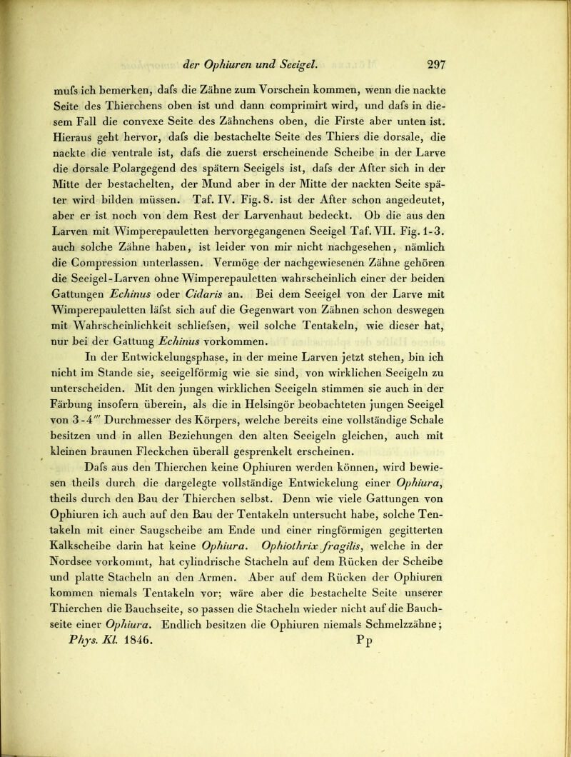 mufs ich bemerken, dafs die Zähne zum Vorschein kommen, wenn die nackte Seite des Thierchens oben ist und dann comprimirt wird, und dafs in die- sem Fall die convexe Seite des Zähnchens oben, die Firste aber unten ist. Hieraus geht hervor, dafs die hestachelte Seite des Thiers die dorsale, die nackte die ventrale ist, dafs die zuerst erscheinende Scheibe in der Larve die dorsale Polargegend des spätem Seeigels ist, dafs der After sich in der Mitte der bestachelten, der Mund aber in der Mitte der nackten Seite spä- ter wird bilden müssen. Taf. IV. Fig. 8. ist der After schon angedeutet, aber er ist noch von dem Rest der Larvenhaut bedeckt. Ob die aus den Larven mit Wimperepauletten hervorgegangenen Seeigel Taf. VII. Fig. 1-3. auch solche Zähne haben, ist leider von mir nicht nachgesehen, nämlich die Compression unterlassen. Vermöge der nachgewiesenen Zähne gehören die Seeigel-Larven ohne Wimperepauletten wahrscheinlich einer der beiden Gattungen Echinus oder Cidaris an. Bei dem Seeigel von der Larve mit Wimperepauletten läfst sich auf die Gegenwart von Zähnen schon deswegen mit Wahrscheinlichkeit schliefsen, weil solche Tentakeln, wie dieser hat, nur bei der Gattung Echinus Vorkommen. In der Entwickelungsphase, in der meine Larven jetzt stehen, hin ich nicht im Stande sie, seeigelförmig wie sie sind, von wirklichen Seeigeln zu unterscheiden. Mit den jungen wirklichen Seeigeln stimmen sie auch in der Färbung insofern überein, als die in Helsingör beobachteten jungen Seeigel von 3-4' Durchmesser des Körpers, welche bereits eine vollständige Schale besitzen und in allen Beziehungen den alten Seeigeln gleichen, auch mit kleinen braunen Fleckchen überall gesprenkelt erscheinen. Dafs aus den Thierchen keine Ophiuren werden können, wird bewie- sen theils durch die dargelegte vollständige Entwickelung einer Ophiura, theils durch den Bau der Thierchen selbst. Denn wie viele Gattungen von Ophiuren ich auch auf den Rau der Tentakeln untersucht habe, solche Ten- takeln mit einer Saugscheibe am Ende und einer ringförmigen gegitterten Kalkscheibe darin hat keine Ophiura. Ophiothrix fragilis, welche in der Nordsee voi'kommt, hat cylindrische Stacheln auf dem Rücken der Scheibe und platte Stacheln an den Armen. Aber auf dem Rücken der Ophiuren kommen niemals Tentakeln vor; wäre aber die bestachelte Seite unserer Thierchen die Bauchseite, so passen die Stacheln wieder nicht auf die Bauch- seite einer Ophiura. Endlich besitzen die Ophiuren niemals Schmelzzähne; Phjs. Kl. 1846. Pp