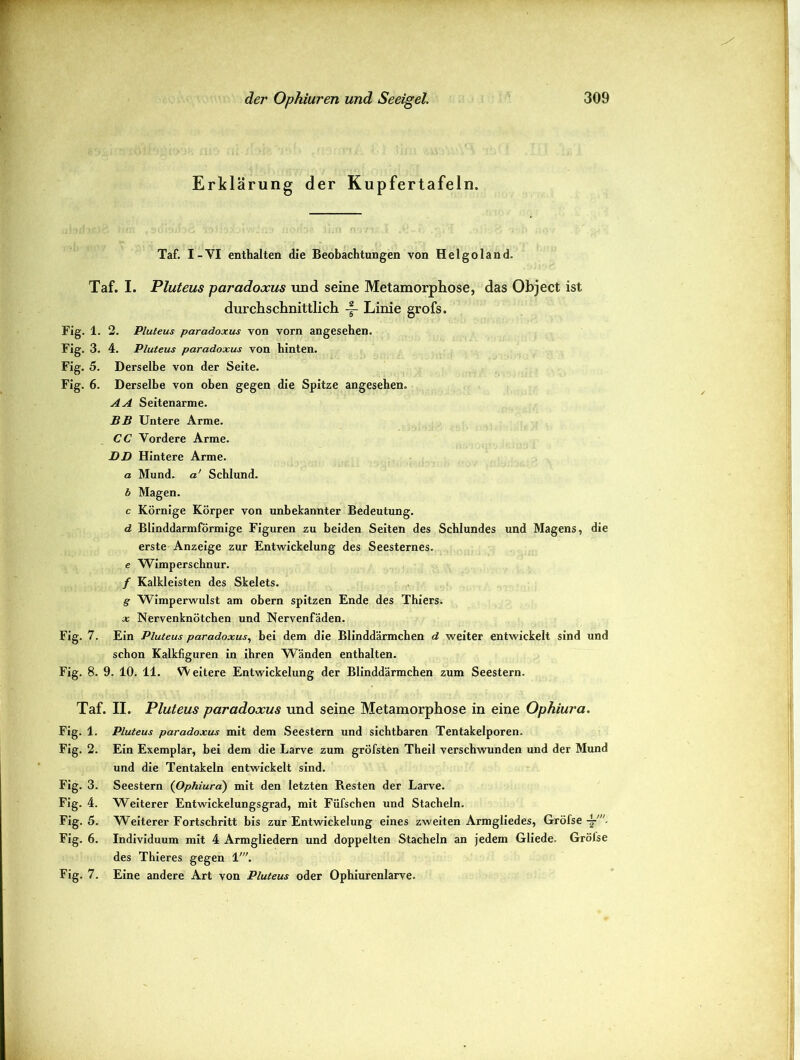 Erklärung der Kupfertafeln. Taf. I-YI enthalten die Beobachtungen von Helgoland. Taf. I. Pluteus paradoxus und seine Metamorphose, das Object ist durchschnittlich -§- Linie grofs. Fig. 1. 2. Pluteus paradoxus von vorn angesehen. Fig. 3. 4. Pluteus paradoxus von hinten. Fig. 5. Derselbe von der Seite. Fig. 6. Derselbe von oben gegen die Spitze angesehen. AA Seitenarme. BB Untere Arme. CC Vordere Arme. DD Hintere Arme. a Mund, a' Schlund. b Magen. c Körnige Körper von unbekannter Bedeutung. d Blinddarmförmige Figuren zu beiden Seiten des Schlundes und Magens, die erste Anzeige zur Entwickelung des Seesternes. e Wimperschnur. / Kalkleisten des Skelets. g Wimperwulst am obern spitzen Ende des Thiers, x Nervenknötchen und Nervenfäden. Fig. 7. Ein Pluteus paradoxus, bei dem die Blinddärmchen d weiter entwickelt sind und schon Kalkfiguren in ihren Wänden enthalten. Fig. 8. 9. 10. 11. W eitere Entwickelung der Blinddärmchen zum Seestern. Taf. II. Pluteus paradoxus und seine Metamorphose in eine Ophiura. Fig. 1. Pluteus paradoxus mit dem Seestern und sichtbaren Tentakelporen. Fig. 2. Ein Exemplar, bei dem die Larve zum gröfsten Theil verschwunden und der Mund und die Tentakeln entwickelt sind. Fig. 3. Seestern (Ophiura) mit den letzten Resten der Larve. Fig. 4. Weiterer Entwickelungsgrad, mit Füfschen und Stacheln. Fig. 5. Weiterer Fortschritt bis zur Entwickelung eines zweiten Armgliedes, Gröfse \ ■ Fig. 6. Individuum mit 4 Armgliedern und doppelten Stacheln an jedem Gliede. Grölse des Thieres gegen 1'. Fig. 7. Eine andere Art von Pluteus oder Ophiurenlarve.