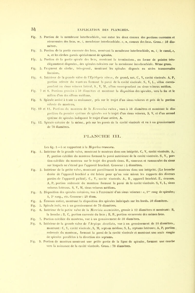 Fig. 2. Porlion de la membrane interbrachiale, vue entre les deux canaux des portions currenles et récurrentes des bras, m, i, membrane interbrachiale, c, n, canaux des bras. Gross. : 50 dia- mètres. Fig. 3. Portion de la partie currente des bras, montrant la membrane interbrachiale, m, i ; le canal, c, n, et les cirrhes garnis spécialement de spiculés. Fig. 4. Portion de la partie spirale des bras, montrant la terminaison , en forme de pointes très- élégamment disposées , des spiculés calcaires sur la membrane interbrachiale. Même gross. Fig. 5. Fragment de cirrhe, Irès-grossi, montrant les spiculés disposés en séries transversales linéaires. Fig. 6. Intérieur de la grande valve de VEpiiliyris vitren, de grand, nat. C, V, cavité viscérale. A, P, portion relevée du manteau formant la paroi de la cavité viscérale. S, V, L, sillon corres- pondant au sinus veineux latéral. S, V, M, sillon correspondant au sinus veineux médian. Fig. 7 et 8. Portions grossies à 50 diamètres et montrant la disposition des spiculés, vers la fin et le milieu d’un des sillons médians. Fig. 9. Spiculé arrivé à toute sa croissance, pris sur le trajet d’un sinus veineux et près de la portion relevée du manteau. Fig. 10 et 11. Portions du manteau de la Krnussinci rubra , vues ù 50 diamètres et montrant la dis- position du premier système de spiculés sur le trajet d’un sinus veineux, S, V, et d’un second système de spiculés indiquant le trajet d’une artère, A. Fig. 12. Spiculé calcaire de la môme, pris sur les parois de la cavité viscérale et vu 5 un grossissement de 70 diamètres. PLANCHE III. Les lig. 1 — 5 se rapportent ù la Megcrlea iruncala. Fig. J. Intérieur de la grande valve, montrant le manteau dans son intégrité. C, V, cavité viscérale. A, P, portion calcifiée du manteau formant la paroi antérieure de la cavité viscérale. S, V, por- tion calcifiée du manteau sur le trajet des grands sinus. R, rameaux et ramuscules du sinus sur lesquels ne s’étend pus l’appareil brachial. Grosseur : 4 diamètres. Fig. 2. Intérieur de la petite valve, montrant pareillement le manteau dans son intégrité. (La branche droite de l’appareil brachial a été brisée pour qu’on voie mieux les rapports des diverses parties de l’appareil palléal). C, V, cavité viscérale. A, B, appareil brachial. E, écusson. A, P, portion redressée du manteau formant la paroi de la cavité viscérale. S, V, L, sinus veineux latéraux. S, V, M, sinus veineux médians. Fig. 3. Disposition des spiculés calcaires, vus à l’extrémité d’un sinus veineux: a, 1er rang de spiculés; b, 2' rang., etc. Grosseur : 40 diam. Fig. 4. Écusson entier, montrant la disposition des spiculés imbriqués sur les bords. 30 diamètres. Fig. 5. Spiculé isolé, vu à un grossissement de 70 diamètres. Fig. 6. Intérieur delà petite valve de la Morrisia aiiomioides, grossie à 12 diamètres et montrant: B, la bouche ; B, C, portion currente du bras ; B, R, portion récurrente des mêmes bras. Fig. 7. Portion calcifiée du manteau, vue à un grossissement de 30 diamètres. Fig. 8. Intérieur de la grande valve de VAvgiope decollala, vue à un grossissement de 10 diamètres, montrant: C, V, cavité viscérale; S, M, septum médian; S, L, septums latéraux; A, P, portion redressée du manteau, formant la paroi de la cavité viscérale et montrant une seule rangée de spiculés parallèles à la direction des septums. Fig. 9. Portion de manteau montrant une petite partie de la ligne de spiculés, formant une courbe vers la naissance de la cavité viscérale. Gross. : 70 diamètres.