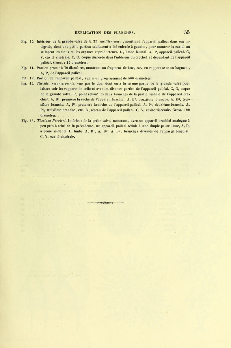 Fig. 10. Intérieur de la grande valve de la Th. mediterranea, montrant l’appareil palléal dans son n- tégrilé, dont une petite portion seulement a été enlevée à gauche, pour montrer la cavité où se logent les sinus et les organes reproducteurs. L , limbe frontal. A, P, appareil palléal. C, V, cavité viscérale. C, O, coque disposée dans l’intérieur du crochet et dépendant de l'appareil pailéal. Gross. : 10 diamètres. Fig. 11. Portion grossie à 70 diamètres, montrant un fragment de bras, ci'r.,en rapport avec un fragment, A, P, de l’appareil palléal. Fig. 12. Portion de l’appareil palléal, vue à un grossissement de 500 diamètres. Fig, 13. Thecidea recuruirostris, vue par le dos, dont on a brisé une partie de la grande valve pour laisser voir les rapports de celle-ci avec les diverses parties de l’appareil palléal. C, O, coque de la grande valve. P, point reliant les deux branches de la partie limbale de l’appareil bra- chial. A, B•, première branche de l’appareil brachial. A, B2, deuxième branche. A, B3, troi- sième branche. A, P1, première branche de l’appareil palléal. A, P2, deuxième branche. A, P3, troisième branche, etc. R, réseau de l’appareil palléal. C, V, cavité viscérale. Gross. : 20 diamètres. Fig. 14. Thecidea Perrieri. Intérieur de la petite valve, montrant, avec un appareil brachial analogue à peu près à celui de la précédente, un appareil palléal réduit à une simple petite lame, A, P, à peine saillante. L, limbe. A, B1, A, B2, A, B3, branches diverses de l’appareil brachial. C, V, cavité viscérale.