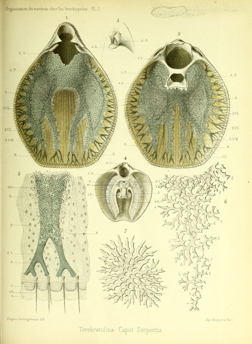 Organisation àumanteau chez les hrachiopod.es. PL .1. s.v.m S.V.M ■B.C fî~>V Eugène Deslongchamps lith lmp .Becquet à Pari,'! TereLratuliïia