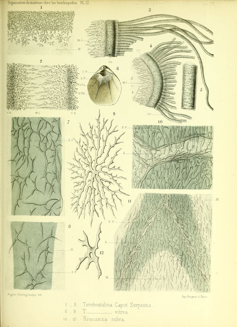 y-’| u YsNC c O « £kv/ S.V.L M 'V >n/ y jy &-J Eugène Deslongchamps lith. Jmp.Pecq-uet à. Paris 1,5. Terebratulina Cap ut Serpentis . 6,9. T._ vitrea . Kraussma rubra. 10 , 12 .