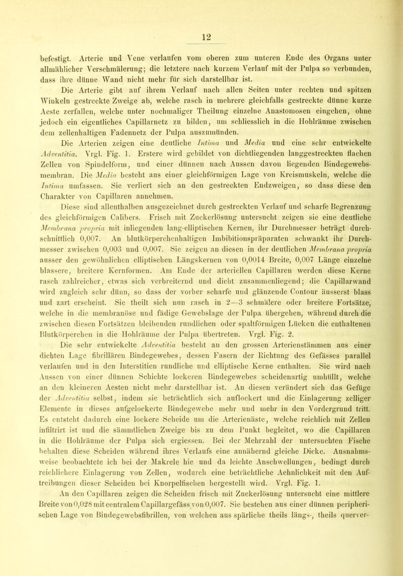 befestigt. Arterie und Vene verlaufen vom oberen zum unteren Ende des Organs unter allmählicher Verschmälerung; die letztere nach kurzem Verlauf mit der Pulpa so verbunden, dass ihre dünne Wand nicht mehr für sich darstellbar ist. Die Arterie gibt auf ihrem Verlauf nach allen Seiten unter rechten und spitzen Winkeln gestreckte Zweige ab, welche rasch in mehrere gleichfalls gestreckte dünne kurze Aeste zerfallen, welche unter nochmaliger Theilung einzelne Anastomosen eingehen, ohne jedoch ein eigentliches Capillarnetz zu bilden, um schliesslich in die Hohlräume zwischen dem zellenhaltigen Fadennetz der Pulpa auszumünden. Die Arterien zeigen eine deutliche Intima und Media und eine sehr entwickelte Adventitia. Vrgl. Fig. 1. Erstere wird gebildet von dichtliegenden langgestreckten flachen Zellen von Spindelform, und einer dünnen nach Aussen davon liegenden Bindegewebs- membran. Die Media besteht aus einer gleichförmigen Lage von Kreismuskeln, welche die Intima umfassen. Sie verliert sich an den gestreckten Endzweigen, so dass diese den Charakter von Capillaren annehmen. Diese sind allenthalben ausgezeichnet durch gestreckten Verlauf und scharfe Begrenzung des gleichförmigen Calibers. Frisch mit Zuckerlösung untersucht zeigen sie eine deutliche Membrana propria mit inliegenden lang-elliptischen Kernen, ihr Durchmesser beträgt durch- schnittlich 0,007. An blutkörperchenhaltigen Imbibitionspräparaten schwankt ihr Durch- messer zwischen 0,003 und 0,007. Sie zeigen an diesen in der deutlichen Membrana propria ausser den gewöhnlichen elliptischen Längskernen von 0,0014 Breite, 0,007 Länge einzelne blässere, breitere Kernformen. Am Ende der arteriellen Capillaren werden diese Kerne rasch zahlreicher, etwas sich verbreiternd und dicht zusammenliegend; die Capillarwand wird zugleich sehr dünn, so dass der vorher scharfe und glänzende Contour äusserst blass und zart erscheint. Sie theilt sich nun rasch in 2—3 schmälere oder breitere Fortsätze, welche in die membranöse und fädige Gewebslage der Pulpa übergehen, während durch die zwischen diesen Fortsätzen bleibenden rundlichen oder spaltförmigen Lücken die enthaltenen Blutkörperchen in die Hohlräume der Pulpa übertreten. Vrgl. Fig. 2. Die sehr entwickelte Adventitia besteht an den grossen Arterienstämmen aus einer dichten Lage fibrillären Bindegewebes, dessen Fasern der Richtung des Gefässes parallel verlaufen und in den Interstitien rundliche und elliptische Kerne enthalten. Sie wird nach Aussen von einer dünnen Schichte lockeren Bindegewebes scheidenartig umhüllt, welche an den kleineren Aesten nicht mehr darstellbar ist. An diesen verändert sich das Gefüge der Adventitia selbst, indem sie beträchtlich sich auflockert und die Einlagerung zelliger Elemente in dieses aufgelockerte Bindegewebe mehr und mehr in den Vordergrund tritt. Es entsteht dadurch eine lockere Scheide um die Arterienäste, welche reichlich mit Zellen infiltrirt ist und die sämmtlichen Zweige bis zu dem Punkt begleitet, wo die Capillaren in die Hohlräume der Pulpa sich ergiessen. Bei der Mehrzahl der untersuchten Fische behalten diese Scheiden während ihres Verlaufs eine annähernd gleiche Dicke. Ausnahms- weise beobachtete ich bei der Makrele hie und da leichte Anschwellungen, bedingt durch reichlichere Einlagerung von Zellen, wodurch eine beträchtliche Aehnlichkeit mit den Auf- treibungen dieser Scheiden bei Knorpelfischen hergestellt wird. Vrgl. Fig. 1. An den Capillaren zeigen die Scheiden frisch mit Zuckerlösung untersucht eine mittlere Breite von 0,028 mit centralem Capillargefäss von 0,007. Siebestehen aus einer dünnen peripheri- schen Lage von Bindegewebsfibrillen, von welchen aus spärliche theils längs-, theils querver-