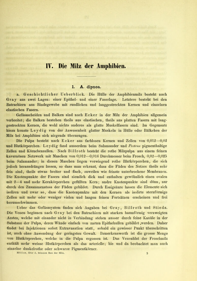 IV. Die Milz der Amphibien, 1. A. dipnoa. a. Geschichtlicher Ueberblick. Die Hülle der Amphibienmilz besteht nach Gray aus zwei Lagen: einer Epithel- und einer Faserlage. Letztere besteht bei den Batrachiern aus Bindegewebe mit rundlichen und langgestreckten Kernen und einzelnen elastischen Fasern. Gefässscheiden und Balken sind nach Ecker in der Milz der Amphibien allgemein yerbreitet; die Balken bestehen theils aus elastischen, theils aus platten Fasern mit lang- gestreckten Kernen, die wohl nichts anderes als glatte Muskelfasern sind. Im Gegensatz hiezu konnte Leydig von der Anwesenheit glatter Muskeln in Hülle oder Bälkchen der Milz bei Amphibien sich nirgends überzeugen. Die Pulpa besteht nach Ecker aus farblosen Kernen und Zellen von 0,012—0,02 und Blutkörperchen. Leydig fand ausserdem beim Salamander und Proteus pigmenthaltige Zellen und Körnchenzellen. Nach Billroth besteht die rothe Milzpulpa aus einem feinen kavernösen Netzwerk mit Maschen von 0,012—0,016 Durchmesser beim Frosch, 0,02—0,025 beim Salamander; in diesen Maschen liegen vorwiegend rothe Blutkörperchen, die sich jedoch herausdrängen lassen, so dass man erkennt, dass die Fäden des Netzes theils sehr fein sind, theils etwas breiter und flach, zuweilen wie feinste unterbrochene Membranen. Die Knotenpunkte der Fasern sind ziemlich dick und enthalten gewöhnlich einen ovalen mit 2—4 und mehr Kernkörperchen gefüllten Kern; andre Knotenpunkte sind dünn, nur -durch den Zusammenstoss der Fäden gebildet. Durch Essigsäure lassen die Elemente sich isoliren und zwar so, dass die Knotenpunkte mit den Kernen als isolirte sternförmige Zellen mit mehr oder weniger vielen und langen feinen Fortsätzen erscheinen und frei herumschwimmen. Ueber das Gefässsystem finden sich Angaben bei Gray, Billroth und Stieda. Die Venen beginnen nach Gray bei den Batrachiern mit starken baumförmig verzweigten Aesten, welche mit einander nicht in Verbindung stehen ausser durch feine Kanäle in der Substanz der Pulpa, deren Wände einfach von zarten Epithelzellen gebildet »werden. Daher findet bei Injektionen sofort Extravasation statt, sobald ein gewisser Punkt überschritten ist, auch ohne Anwendung der geringsten Gewalt. Bemerkenswerth ist die grosse Menge von Blutkörperchen, welche in die Pulpa ergossen ist. Das Venenblut der Froschmilz ■enthält mehr weisse Blutkörperchen als das arterielle; hie und da beobachtet man auch einzelne dunkelrothe oder schwarze Pigmentkörner. Müller, über d. feineren Bau der Milz. 3