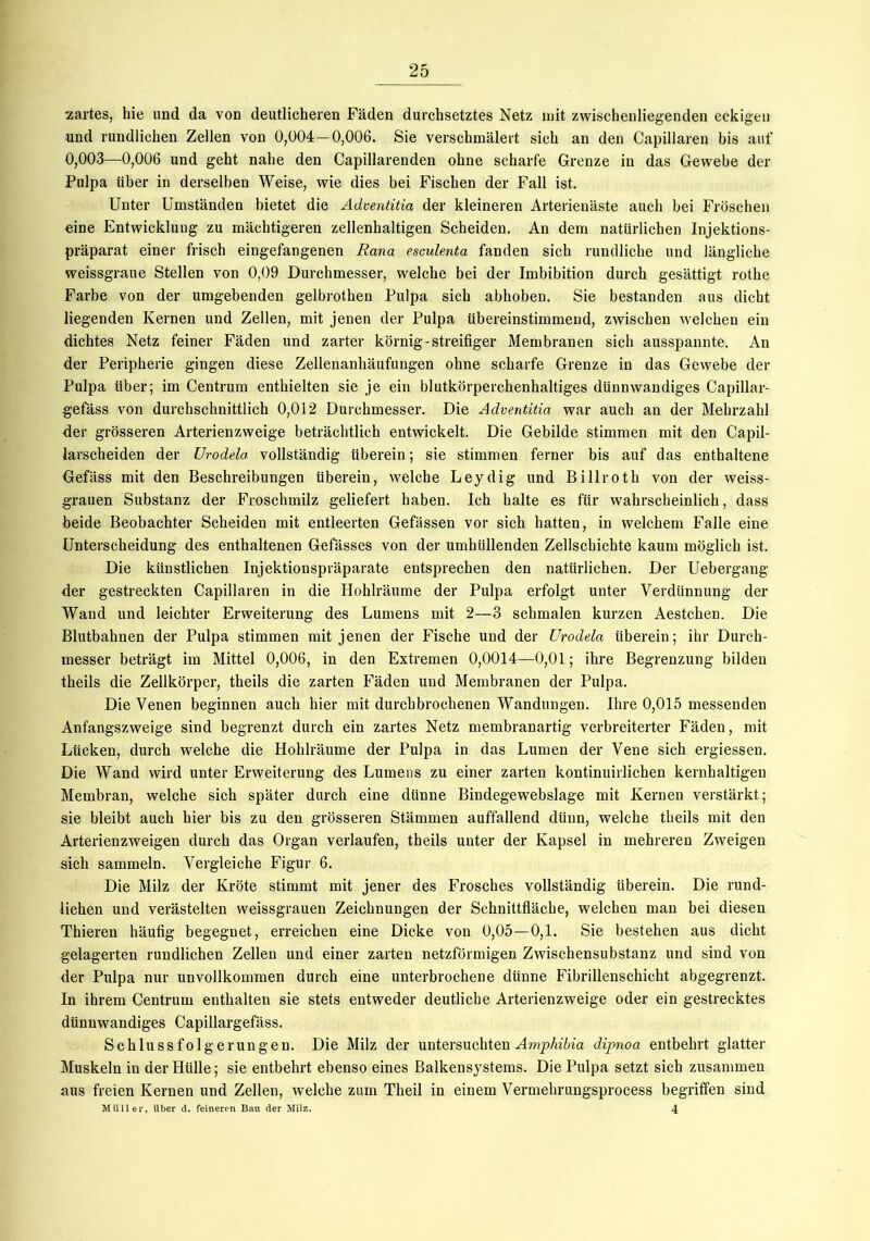 zartes, hie und da von deutlicheren Fäden durchsetztes Netz mit zwischenliegenden eckigen und rundlichen Zellen von 0,004—0,006. Sie verschmälert sich an den Capillaren bis auf 0,003—0,006 und geht nahe den Capillarenden ohne scharfe Grenze in das Gewebe der Pulpa über in derselben Weise, wie dies bei Fischen der Fall ist. Unter Umständen bietet die Adventitia der kleineren Arterienäste auch bei Fröschen eine Entwicklung zu mächtigeren zellenhaltigen Scheiden. An dem natürlichen Injektions- präparat einer frisch eingefangenen Rana esculenta fanden sich rundliche und längliche weissgraue Stellen von 0,09 Durchmesser, welche bei der Imbibition durch gesättigt rothe Farbe von der umgebenden gelbrothen Pulpa sich abhoben. Sie bestanden aus dicht liegenden Kernen und Zellen, mit jenen der Pulpa übereinstimmend, zwischen welchen ein dichtes Netz feiner Fäden und zarter körnig-streifiger Membranen sich ausspannte. An der Peripherie gingen diese Zellenanhäufungen ohne scharfe Grenze in das Gewebe der Pulpa Uber; im Centrum enthielten sie je ein blutkörperchenhaltiges dünnwandiges Capillar- gefäss von durchschnittlich 0,012 Durchmesser. Die Adventitia war auch an der Mehrzahl der grösseren Arterienzweige beträchtlich entwickelt. Die Gebilde stimmen mit den Capil- larscheiden der Urodela vollständig überein; sie stimmen ferner bis auf das enthaltene Gefäss mit den Beschreibungen überein, welche Leydig und Billroth von der weiss- grauen Substanz der Froschmilz geliefert haben. Ich halte es für wahrscheinlich, dass beide Beobachter Scheiden mit entleerten Gefässen vor sich hatten, in welchem Falle eine Unterscheidung des enthaltenen Gefässes von der umhüllenden Zellschichte kaum möglich ist. Die künstlichen Injektionspräparate entsprechen den natürlichen. Der Uebergang der gestreckten Capillaren in die Hohlräume der Pulpa erfolgt unter Verdünnung der Wand und leichter Erweiterung des Lumens mit 2—3 schmalen kurzen Aestchen. Die Blutbahnen der Pulpa stimmen mit jenen der Fische und der Urodela überein; ihr Durch- messer beträgt im Mittel 0,006, in den Extremen 0,0014—0,01; ihre Begrenzung bilden theils die Zellkörper, theils die zarten Fäden und Membranen der Pulpa. Die Venen beginnen auch hier mit durchbrochenen Wandungen. Ihre 0,015 messenden Anfangszweige sind begrenzt durch ein zartes Netz membranartig verbreiterter Fäden, mit Lücken, durch welche die Hohlräume der Pulpa in das Lumen der Vene sich ergiessen. Die Wand wird unter Erweiterung des Lumens zu einer zarten kontinuirlichen kernhaltigen Membran, welche sich später durch eine dünne Bindegewebslage mit Kernen verstärkt; sie bleibt auch hier bis zu den grösseren Stämmen auffallend dünn, welche theils mit den Arterienzweigen durch das Organ verlaufen, theils unter der Kapsel in mehreren Zweigen sich sammeln. Vergleiche Figur 6. Die Milz der Kröte stimmt mit jener des Frosches vollständig überein. Die rund- lichen und verästelten weissgrauen Zeichnungen der Schnittfläche, welchen man bei diesen Thieren häufig begegnet, erreichen eine Dicke von 0,05—0,1. Sie bestehen aus dicht gelagerten rundlichen Zellen und einer zarten netzförmigen Zwischensubstanz und sind von der Pulpa nur unvollkommen durch eine unterbrochene dünne Fibrillenschicht abgegrenzt. In ihrem Centrum enthalten sie stets entweder deutliche Arterienzweige oder ein gestrecktes dünnwandiges Capillargefäss. Schlussfolgerungen. Die Milz der untersuchten Amphibia dipnoa entbehrt glatter Muskeln in der Hülle; sie entbehrt ebenso eines Balkensystems. Die Pulpa setzt sich zusammen aus freien Kernen und Zellen, welche zum Theil in einem Vermehrungsprocess begriffen sind Müller, über d. feineren Bau der Milz. 4