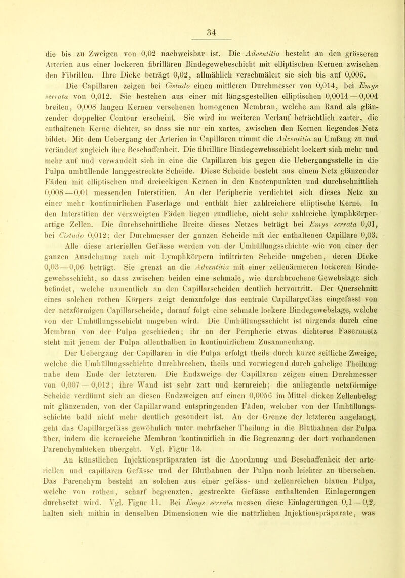 die bis zu Zweigen von 0,02 nachweisbar ist. Die Adventitia bestellt an den grösseren Arterien aus einer lockeren fibrillären Bindegewebeschicht mit elliptischen Kernen zwischen den Fibrillen. Ihre Dicke beträgt 0,02, allmählich verschmälert sie sich bis auf 0,006. Die Capillaren zeigen bei Cistudo einen mittleren Durchmesser von 0,014, bei Emys serrata von 0,012. Sie bestehen aus einer mit längsgestellten elliptischen 0,0014 — 0,004 breiten, 0,008 langen Kernen versehenen homogenen Membran, welche am Rand als glän- zender doppelter Contour erscheint. Sie wird im weiteren Verlauf beträchtlich zarter, die enthaltenen Kerne dichter, so dass sie nur ein zartes, zwischen den Kernen liegendes Netz bildet. Mit dem Uebergang der Arterien in Capillaren nimmt die Adventitia an Umfang zu und verändert zugleich ihre Beschaffenheit. Die fibrilläre Bindegewebsschicht lockert sich mehr und mehr auf und verwandelt sich in eine die Capillaren bis gegen die Uebergangsstelle in die Pulpa umhüllende langgestreckte Scheide. Diese Scheide besteht aus einem Netz glänzender Fäden mit elliptischen und dreieckigen Kernen in den Knotenpunkten und durchschnittlich 0,008 — 0,01 messenden Interstitien. An der Peripherie verdichtet sich dieses Netz zu einer mehr kontinuirlichen Faserlage und enthält hier zahlreichere elliptische Kerne. In den Interstitien der verzweigten Fäden liegen rundliche, nicht sehr zahlreiche lymphkörper- artige Zellen. Die durchschnittliche Breite dieses Netzes beträgt bei Emys serrata 0,01, bei Cistudo 0,012; der Durchmesser der ganzen Scheide mit der enthaltenen Capillare 0,03. Alle diese arteriellen Gefässe werden von der Umhüllungsschichte wie von einer der ganzen Ausdehnung nach mit Lymphkörpern infiltrirten Scheide umgeben, deren Dicke 0,03 — 0,06 beträgt. Sie grenzt an die Adventitia mit einer zellenärmeren lockeren Binde- gewebsschicht, so dass zwischen beiden eine schmale, wie durchbrochene Gewebslage sich befindet, welche namentlich an den Capillarscheiden deutlich hervortritt. Der Querschnitt eines solchen rothen Körpers zeigt demzufolge das centrale Capillargefäss eingefasst von der netzförmigen Capillarscheide, darauf folgt eine schmale lockere Bindegewebslage, welche von der Umhüllungsschicht umgeben wird. Die Umhüllungsschicht ist nirgends durch eine Membran von der Pulpa geschieden; ihr an der Peripherie etwas dichteres Fasernnetz steht mit jenem der Pulpa allenthalben in kontinuirliehem Zusammenhang. Der Uebergang der Capillaren in die Pulpa erfolgt theils durch kurze seitliche Zweige, welche die Umhüllungsschichte durchbrechen, theils und vorwiegend durch gabelige Theilung nahe dem Ende der letzteren. Die Endzweige der Capillaren zeigen einen Durchmesser von 0,007 — 0,012; ihre Wand ist sehr zart und kerureich; die anliegende netzförmige Scheide verdünnt sich an diesen Endzweigen auf einen 0,0056 im Mittel dicken Zellenbeleg mit glänzenden, von der Capillarwand entspringenden Fäden, welcher von der Umhüllungs- schichte bald nicht mehr deutlich gesondert ist. An der Grenze der letzteren angelangt, geht das Capillargefäss gewöhnlich unter mehrfacher Theilung in die Blutbahnen der Pulpa über, indem die kernreiche Membran kontinuirlich in die Begrenzung der dort vorhandenen Parenchymlücken übergeht. Vgl. Figur 13. An künstlichen Injektionspräparaten ist die Anordnung und Beschaffenheit der arte- riellen und capillaren Gefässe und der Blutbahnen der Pulpa noch leichter zu übersehen. Das Parenchym besteht an solchen aus einer gefäss- und zellenreichen blauen Pulpa, welche von rothen, scharf begrenzten, gestreckte Gefässe enthaltenden Einlagerungen durchsetzt wird. Vgl. Figur 11. Bei Emys serrata messen diese Einlagerungen 0,1—0,2, halten sich mithin in denselben Dimensionen wie die natürlichen Injektionspräparate, was