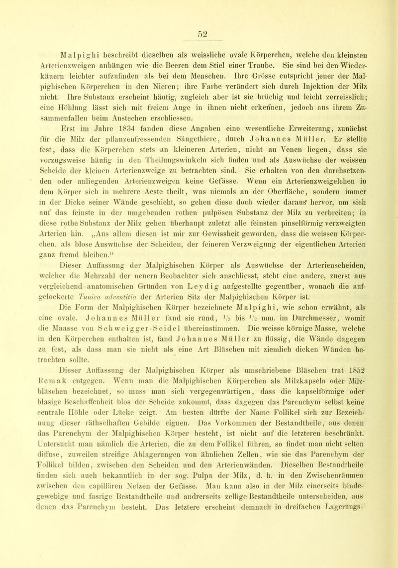 Malpiglii beschreibt dieselben als weissliche ovale Körperchen, welche den kleinsten Arterienzweigen anhangen wie die Beeren dem Stiel einer Traube. Sie sind bei den Wieder- käuern leichter aufzufinden als bei dem Menschen. Ihre Grösse entspricht jener der Mal- pigliischen Körperchen in den Nieren; ihre Farbe verändert sich durch Injektion der Milz nicht. Ihre Substanz erscheint häutig, zugleich aber ist sie brüchig und leicht zerreisslich; eine Höhlung lässt sich mit freiem Auge in ihnen nicht erkennen, jedoch aus ihrem Zu- sammenfallen beim Anstechen erschliessen. Erst im Jahre 1834 fanden diese Angaben eine wesentliche Erweiterung, zunächst für die Milz der pflanzenfressenden Säugetliiere, durch Johannes Müller. Er stellte fest, dass die Körperchen stets an kleineren Arterien, nicht an Venen liegen, dass sie vorzugsweise häufig in den Theilungswinkeln sich finden und als Auswüchse der weissen Scheide der kleinen Arterienzweige zu betrachten sind. Sie erhalten von den durchsetzen- den oder anliegenden Arterienzweigen keine Gefässe. Wenn ein Arterienzweigelchen in dem Körper sich in mehrere Aeste theilt, was niemals an der Oberfläche, sondern immer in der Dicke seiner Wände geschieht, so gehen diese doch wieder daraus* hervor, um sich auf das feinste in der umgebenden rothen pulpösen Substanz der Milz zu verbreiten; in diese rothe Substanz der Milz gehen überhaupt zuletzt alle feinsten pinselförmig verzweigten Arterien hin. „Aus allem diesen ist mir zur Gewissheit geworden, dass die Aveissen Körper- chen, als blose Auswüchse der Scheiden, der feineren VerzAveigung der eigentlichen Arterien ganz fremd bleiben.“ Dieser Auffassung der Malpighischen Körper als Auswüchse der Arterienscheiden, Avelcher die Mehrzahl der neuern Beobachter sich anschliesst, steht eine andere, zuerst aus vergleichend-anatomischen Gründen von Leydig aufgestellte gegenüber, Avonach die auf- gelockerte Tunica adventitia der Arterien Sitz der Malpighischen Körper ist. Die Form der Malpighischen Körper bezeichnete Malpiglii, wie schon erwähnt, als eine ovale. Johannes Müller fand sie rund, l/s bis 1/i mm. im Durchmesser, womit die Maasse von Sch weigger-Seidel übereinstimmen. Die weisse körnige Masse, Avelche in den Körperchen enthalten ist, fand Johannes Müller zu flüssig, die Wände dagegen zu fest, als dass man sie nicht als eine Art Bläschen mit ziemlich dicken Wänden be- trachten sollte. Dieser Auffassung der Malpighischen Körper als umschriebene Bläschen trat 1852 Remak entgegen. Wenn man die Malpighischen Körperchen als Milzkapseln oder Milz- bläschen bezeichnet, so muss man sich vergegenwärtigen, dass die kapselförmige oder blasige Beschaffenheit blos der Scheide zukommt, dass dagegen das Parenchym selbst keine centrale Höhle oder Lücke zeigt. Am besten dürfte der Name Follikel sich zur Bezeich- nung dieser räthselhaften Gebilde eignen. Das Vorkommen der Bestandtheile, aus denen das Parenchym der Malpighischen Körper besteht, ist nicht auf die letzteren beschränkt. Untersucht man nämlich die Arterien, die zu dem Follikel führen, so findet man nicht selten diffuse, zuweilen streifige Ablagerungen von ähnlichen Zellen, Avie sie das Parenchym der Follikel bilden, zwischen den Scheiden und den Arterienwänden. Dieselben Bestandtheile finden sich auch bekanntlich in der sog. Pulpa der Milz, d. h. in den Zwischenräumen zwischen den capillären Netzen der Gefässe. Man kann also in der Milz einerseits binde- gewebige und fasrige Bestandtheile und andrerseits zellige Bestandtheile unterscheiden, aus denen das Parenchym besteht. Das letztere erscheint demnach in dreifachen Lagerungs-