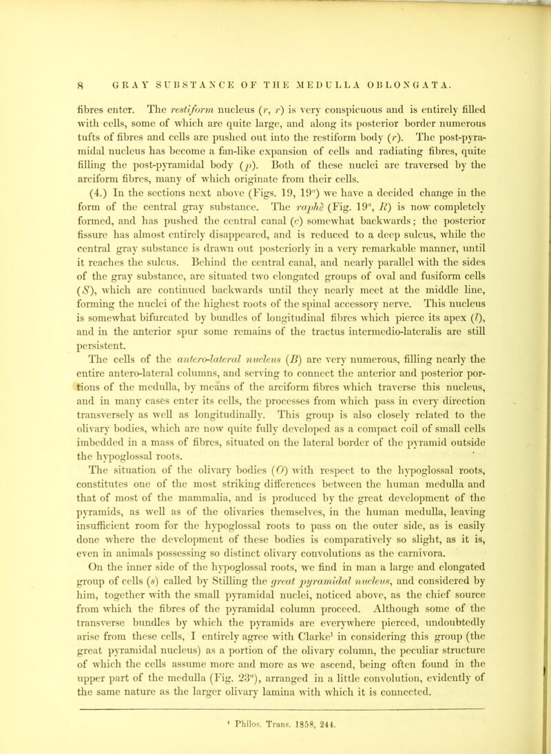 fibres enter. The rest)form nucleus (r, r) is very conspicuous and is entirely filled with cells, some of which are quite large, and along its posterior border numerous tufts of fibres and cells are pushed out into the restiform body (r). The post-pyra- midal nucleus has become a fan-like expansion of cells and radiating fibres, quite filling the post-pyramidal body (j>). Both of these nuclei are traversed by the arciform fibres, many of which originate from their cells. (4.) In the sections next above (Figs. 19, 19) we have a decided change in the form of the central gray substance. The raphe (Fig. 19% It) is now completely formed, and has pushed the central canal (c) somewhat backwards; the posterior fissure has almost entirely disappeared, and is reduced to a deep sulcus, while the central gray substance is drawn out posteriorly in a very remarkable manner, until it reaches the sulcus. Behind the central canal, and nearly parallel with the sides of the gray substance, are situated two elongated groups of oval and fusiform cells (S), which are continued backwards until they nearly meet at the middle line, forming the nuclei of the highest roots of the spinal accessory nerve. This nucleus is somewhat bifurcated by bundles of longitudinal fibres which pierce its apex (?), and in the anterior spur some remains of the tractus intermedio-lateralis are still persistent. The cells of the antero-lateral nucleus {B) are very numerous, filling nearly the entire antero-lateral columns, and serving to connect the anterior and posterior por- tions of the medulla, by means of the arciform fibres which traverse this nucleus, and in many cases enter its cells, the processes from which pass in every direction transversely as well as longitudinally. This group is also closely related to the olivary bodies, which are now quite fully developed as a compact coil of small cells imbedded in a mass of fibres, situated on the lateral border of the pyramid outside the hypoglossal roots. The situation of the olivary bodies (0) with respect to the hypoglossal roots, constitutes one of the most striking differences between the human medulla and that of most of the mammalia, and is produced by the great development of the pyramids, as well as of the olivaries themselves, in the human medulla, leaving insufficient room for the hypoglossal roots to pass on the outer side, as is easily done where the development of these bodies is comparatively so slight, as it is, even in animals possessing so distinct olivary convolutions as the carnivora. On the inner side of the hypoglossal roots, we find in man a large and elongated group of cells (s) called by Stilling the yreat pyramidal nucleus, and considered by him, together with the small pyramidal nuclei, noticed above, as the chief source from which the fibres of the pyramidal column proceed. Although some of the transverse bundles by which the pyramids are everywhere pierced, undoubtedly arise from these cells, I entirely agree with Clarke1 in considering this group (the great pyramidal nucleus) as a portion of the olivary column, the peculiar structure of which the cells assume more and more as we ascend, being often found in the upper part of the medulla (Fig. 23a), arranged in a little convolution, evidently of the same nature as the larger olivary lamina with which it is connected. Philos. Trans. 1858, 244.