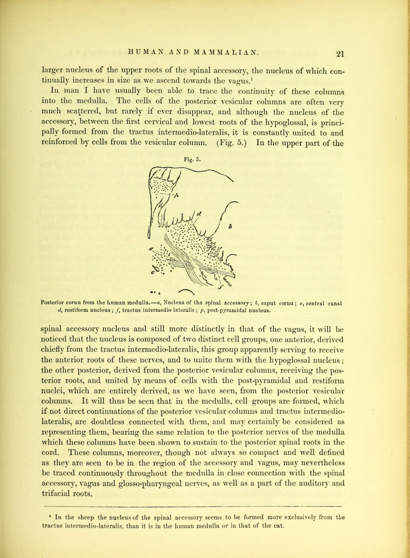 larger nucleus of the upper roots of the spinal accessory, the nucleus of which con- tinually increases in size as we ascend towards the vagus.1 In man I have usually been able to trace the continuity of these columns into the medulla. The cells of the posterior vesicular columns are often very much scattered, but rarely if ever disappear, and although the nucleus of the accessory, between the first cervical and lowest roots of the hypoglossal, is princi- pally formed from the tractus intermedio-lateralis, it is constantly united to and reinforced by cells from the vesicular column. (Fig. 5.) In the upper part of the Posterior cornu from the human medulla.—a, Nucleus of the spinal accessory ; b, caput cornu ; c, central canal d, restiform nucleus ; /, tractus intermedio-lateralis ; p, post-pyramidal nucleus. spinal accessory nucleus and still more distinctly in that of the vagus, it will be noticed that the nucleus is composed of two distinct cell groups, one anterior, derived chiefly from the tractus intermedio-lateralis, this group apparently serving to receive the anterior roots of these nerves, and to unite them with the hypoglossal nucleus; the other posterior, derived from the posterior vesicular columns, receiving the pos- terior roots, and united by means of cells with the post-pyramidal and restiform nuclei, which are entirely derived, as we have seen, from the posterior vesicular columns. It will thus be seen that in the medulla, cell groups are formed, which if not direct continuations of the posterior vesicular columns and tractus intermedio- lateralis, are doubtless connected with them, and may certainly be considered as representing them, bearing the same relation to the posterior nerves of the medulla which these columns have been shown to sustain to the posterior spinal roots in the cord. These columns, moreover, though not always so compact and well defined as they are seen to be in the region of the accessory and vagus, may nevertheless be traced continuously throughout the medulla in close connection with the spinal accessory, vagus and glosso-pharyngeal nerves, as well as a part of the auditory and trifacial roots. 1 In the sheep the nucleus of the spinal accessory seems to be formed more exclusively from the tractus intermedio-lateralis, than it is in the human medulla or in that of the cat. Fig. 5.