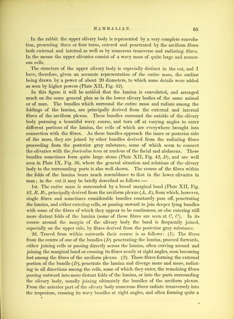 In the rabbit the upper olivary body is represented by a very complete convolu- tion, presenting three or four turns, entered and penetrated by the arciform fibres both external and internal as well as by numerous transverse and radiating fibres. In the mouse the upper olivaries consist of a wavy mass of quite large and numer- ous cells. The structure of the upper olivary body is especially distinct in the cat, and I have, therefore, given an accurate representation of the entire mass, the outline being drawn by a power of about 20 diameters, to which some details were added as seen by higher powers (Plate XII, Fig. 42). In this figure it will be noticed that the lamina is convoluted, and arranged much on the same general plan as in the lower olivary bodies of the same animal or of man. The bundles which surround the entire mass and radiate among the foldings of the lamina, are principally derived from the external and internal fibres of the arciform plexus. These bundles surround the outside of the olivary body pursuing a beautiful wavy course, and turn otf at varying angles to enter different portions of the lamina, the cells of which are everywhere brought into connection with the fibres. As these bundles approach the inner or posterior side of the mass, they are joined by other bundles derived from the radiating fibres proceeding from the posterior gray substance, some of which seem to connect the olivaries with the fasciculus teres or nucleus of the facial and abducens. These bundles sometimes form quite large stems (Plate XII, Fig. 42, D), and are well seen in Plate IX, Fig. 36, where the general situation and relations of the olivary body to the surrounding parts is also well shown. The course of the fibres within the folds of the lamina bears much resemblance to that in the lower olivaries in man; in the cat it may be briefly described as follows:— 1st. The entire mass is surrounded by a broad marginal band (Plate XII, Fig. 42, B, B), principally derived from the arciform plexus (A, A), from which, however, single fibres and sometimes considerable bundles constantly pass off, penetrating the lamina, and either entering cells, or passing onward to join deeper lying bundles with some of the fibres of which they appear to be continuous, or else entering still more distant folds of the lamina (some of these fibres are seen at C, C). In its course around the margin of the olivary body the band is frequently joined, especially on the upper side, by fibres derived from the posterior gray substance. 2d. Traced from within outwards their course is as follows: (1). The fibres from the centre of one of the bundles (J9) penetrating the lamina, proceed forwards, either joining cells or passing directly across the lamina, often curving around and joining the marginal band or crossing its fibres nearly at right angles, soon becoming lost among the fibres of the arciform plexus. (2). Those fibres forming the external portion of the bundle (D), penetrate the lamina and diverge more and more, radiat- ing in all directions among the cells, some of which they enter, the remaining fibres passing outward into more distant folds of the lamina, or into the parts surrounding the olivary body, usually joining ultimately the bundles of the arciform plexus. From the anterior part of the olivary body numerous fibres radiate transversely into the trapezium, crossing its wavy bundles at right angles, and often forming quite a 9
