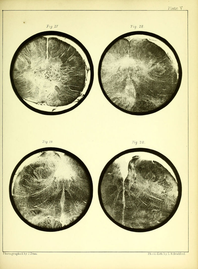 Paotograplelly JDemi Ih-otoDrEkDy L .HDraflfoil Tig 19. Tig .20.