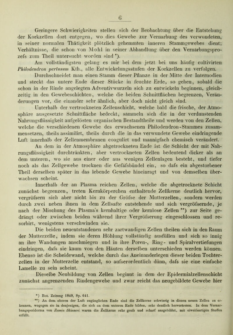 Geringere Schwierigkeiten stellen sich der Beobachtung über die Entstehung der Korkzellen dort entgegen, wo dies Gewebe zur Vernarbung des verwundeten, in seiner normalen Thätigkeit plötzlich gehemmten inneren Stammgewebes dient; Verhältnisse, die schon von Mo hl in seiner Abhandlung über den Vernarbungspro- zefs zum Theil untersucht worden sind *). Am vollständigsten gelang es mir bei dem jetzt bei uns häufig cultivirten Philodendron pertusum Ivth., alle Entwickelungsstufen der Korkzellen zu verfolgen. Durchschneidet man einen Stamm dieser Pflanze in der Mitte der Internodien und steckt das untere Ende dieser Stücke in feuchte Erde, so gehen, sobald die schon in der Rinde angelegten Adventivwurzeln sich zu entwickeln beginnen, gleich- zeitig in den Gewebeschichten, welche die beiden Schnittflächen begrenzen, Verän- derungen vor, die einander sehr ähnlich, aber doch nicht gleich sind. Unterhalb der vertrockneten Zellenschicht, welche bald die frische, der Atmo- sphäre ausgesetzte Schnittfläche bedeckt, sammeln sich die in der verdunstenden Nahrungsflüssigkeit aufgelösten organischen Bestandtheile und werden von den Zellen, welche die verschiedenen Gewebe des erwachsenen Philodendron-Stammes zusam- mensetzen, theils assimilirt, tlieils durch die in das verwundete Gewebe eiudringende Luft innerhalb der Zellenmembranen coagulirt und mannigfach chemisch verändert. An dem in der Atmosphäre abgetrockneten Ende ist die Schicht der mit Nah- rungsflüssigkeit durchtränkten, aber vertrockneten Zellen bedeutend dicker als an dem unteren, wo sie aus einer oder aus wenigen Zellenlagen besteht, und tiefer noch als das Zellgewebe trocknen die Gefäfsbündel ein, so dafs ein abgestorbener Theil derselben später in das lebende Gewebe hineinragt und von demselben über- wachsen scheint. Innerhalb der an Plasma reichen Zellen, welche die abgetrocknete Schicht zunächst begrenzen, treten Kernkörperchen enthaltende Zellkerne deutlich hervor, vergröfsern sich aber nicht bis zu der Gröfse der Mutterzellen, sondern werden durch zwei neben ihnen in dem Zellsafte entstehende und sich vergröfsernde, je nach der Mischung des Plasma’s kernhaltige oder kernlose Zellen **) zur Seite ge- drängt oder zwischen beiden während ihrer Vergrölserung eingeschlossen und re- sorbirt, wenigstens verschwinden sie. Die beiden neuentstandenen sehr zartwandigen Zellen theilen sich in den Raum der Mutterzelle, indem sie deren Höhlung vollständig ausfüllen und sich so innig an ihre Wandungen anschmiegen und in ihre Poren-, Ring- und Spiralvertiefungen eindringen, dafs sie kaum von den Häuten derselben unterschieden werden können. Ebenso ist die Scheidewand, welche durch das Aneinanderlegen dieser beiden Tochter- zellen in der Mutterzelle entstand, so aufserordentlich dünn, dafs sie eine einfache Lamelle zu sein scheint. Dieselbe Neubildung von Zellen beginnt in dem der Epidermialzellenschicht zunächst angrenzenden Rindengewebe und zwar reicht das neugebildete Gewebe hier *) Bot. Zeitung 1849, Sp. 641. **) An dem oberen der Luft zugänglichen Ende sind die Zellkerne schwierig in diesen neuen Zellen zu er- kennen, wogegen sie in denjenigen, die sich an dem unteren Ende bilden, sehr deutlich hervortreten. In dem Vernar- bungsperiderma von Zamia Skinneri waren die Zellkerne sehr grofs und scharf ausgebildet, mit eiweifsartigen Stoffen erfüllt.