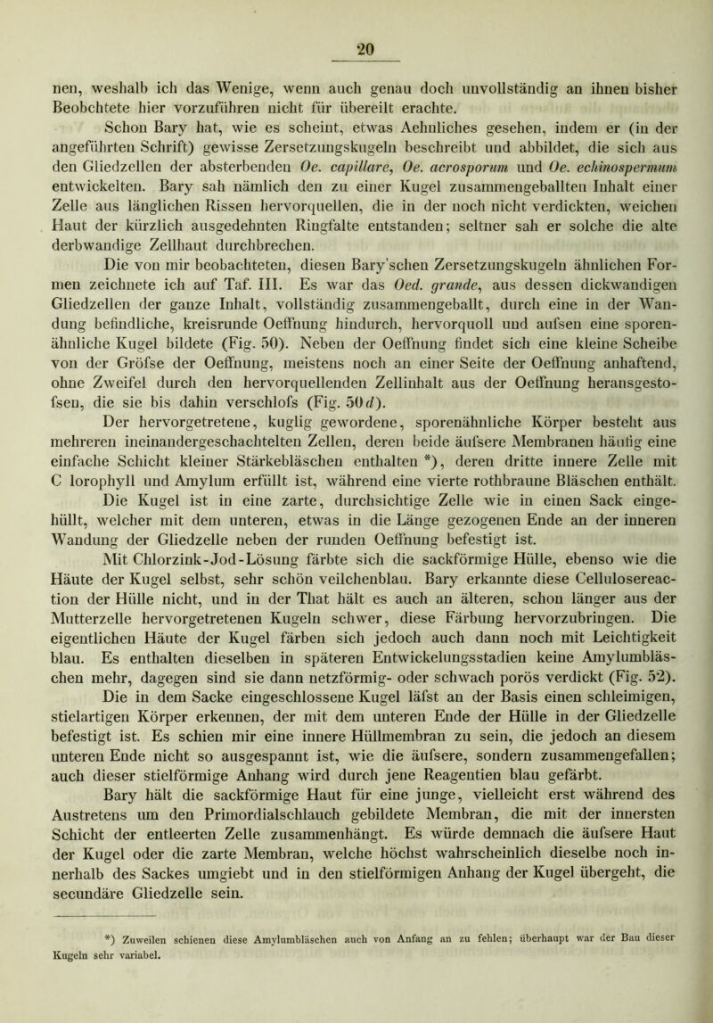 nen, weshalb ich das Wenige, wenn auch genau doch unvollständig an ihnen bisher Beobchtete hier vorzuführen nicht für übereilt erachte. Schon Bary hat, wie es scheint, etwas Aehnliches gesehen, indem er (in der angeführten Schrift) gewisse Zersetzungskugeln beschreibt und abbildet, die sich aus den Gliedzellen der absterbenden Oe. capillare, Oe. acrosporum und Oe. echinospermum entwickelten. Bary sah nämlich den zu einer Kugel zusammengeballten Inhalt einer Zelle aus länglichen Rissen hervorquellen, die in der noch nicht verdickten, weichen Haut der kürzlich ausgedehnten Ringfalte entstanden; seltner sah er solche die alte derbwandige Zellhaut durchbrechen. Die von mir beobachteten, diesen Bary’schen Zersetzungskugeln ähnlichen For- men zeichnete ich auf Taf. III. Es war das Oed. grande, aus dessen dickwandigen Gliedzellen der ganze Inhalt, vollständig zusammengeballt, durch eine in der Wan- dung befindliche, kreisrunde Oeffnung hindurch, hervorquoll und aufsen eine sporen- ähnliche Kugel bildete (Fig. 50). Neben der Oeffnung findet sich eine kleine Scheibe von der Gröfse der Oeffnung, meistens noch an einer Seite der Oeffnung anhaftend, ohne Zweifel durch den hervorqnellenden Zellinhalt aus der Oeffnung heransgesto- fsen, die sie bis dahin verschlofs (Fig. 50 d). Der hervorgetretene, kuglig gewordene, sporenähnliche Körper besteht aus mehreren ineinandergeschachtelten Zellen, deren beide äufsere Membranen häufig eine einfache Schicht kleiner Stärkebläschen enthalten *), deren dritte innere Zelle mit C lorophyll und Amylum erfüllt ist, während eine vierte rothbraune Bläschen enthält. Die Kugel ist in eine zarte, durchsichtige Zelle wie in einen Sack einge- hüllt, welcher mit dem unteren, etwas in die Länge gezogenen Ende an der inneren Wandung der Gliedzelle neben der runden Oeffnung befestigt ist. Mit Chlorzink-Jod-Lösung färbte sich die sackförmige Hülle, ebenso wie die Häute der Kugel selbst, sehr schön veilchenblau. Bary erkannte diese Cellulosereac- tion der Hülle nicht, und in der That hält es auch an älteren, schon länger aus der Mutterzelle hervorgetretenen Kugeln schwer, diese Färbung hervorzubringen. Die eigentlichen Häute der Kugel färben sich jedoch auch dann noch mit Leichtigkeit blau. Es enthalten dieselben in späteren Entwickelungsstadien keine Amylumbläs- chen mehr, dagegen sind sie dann netzförmig- oder schwach porös verdickt (Fig. 52). Die in dem Sacke eingeschlossene Kugel läfst an der Basis einen schleimigen, stielartigen Körper erkennen, der mit dem unteren Ende der Hülle in der Gliedzelle befestigt ist. Es schien mir eine innere Hüllmembran zu sein, die jedoch an diesem unteren Ende nicht so ausgespannt ist, wie die äufsere, sondern zusammengefallen; auch dieser stielförmige Anhang wird durch jene Reagentien blau gefärbt. Bary hält die sackförmige Haut für eine junge, vielleicht erst während des Austretens um den Primordialschlauch gebildete Membran, die mit der innersten Schicht der entleerten Zelle zusammenhängt. Es würde demnach die äufsere Haut der Kugel oder die zarte Membran, welche höchst wahrscheinlich dieselbe noch in- nerhalb des Sackes umgiebt und in den stielförmigen Anhang der Kugel übergeht, die secundäre Gliedzelle sein. *) Zuweilen schienen diese Amylumbl'aschen auch von Anfang an zu fehlen; überhaupt war der Bau dieser Kugeln sehr variabel.