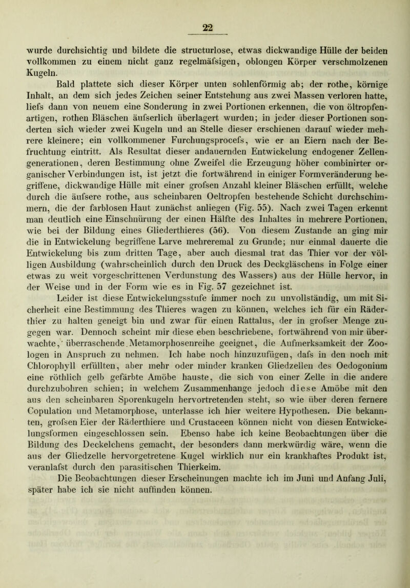 wurde durchsichtig und bildete die structurlose, etwas dickwandige Hülle der beiden vollkommen zu einem nicht ganz regelmäfsigen, oblongen Körper verschmolzenen Kugeln. Bald plattete sich dieser Körper unten sohlenförmig ab; der rothe, körnige Inhalt, an dem sich jedes Zeichen seiner Entstehung aus zwei Massen verloren hatte, liefs dann von neuem eine Sonderung in zwei Portionen erkennen, die von öltropfen- artigen, rothen Bläschen äufserlich überlagert wurden; in jeder dieser Portionen son- derten sich wieder zwei Kugeln und an Stelle dieser erschienen darauf wieder meh- rere kleinere; ein vollkommener Furchungsprocefs, wie er an Eiern nach der Be- fruchtung eintritt. Als Resultat dieser andauernden Entwickelung endogener Zellen- generationen, deren Bestimmung ohne Zweifel die Erzeugung höher combinirter or- ganischer Verbindungen ist, ist jetzt die fortwährend in einiger Formveränderung be- griffene, dickwandige Hülle mit einer grofsen Anzahl kleiner Bläschen erfüllt, welche durch die äufsere rothe, aus scheinbaren Oeltropfen bestehende Schicht durchschim- mern, die der farblosen Haut zunächst anliegen (Fig. 55). Nach zwei Tagen erkennt man deutlich eine Einschnürung der einen Hälfte des Inhaltes in mehrere Portionen, wie bei der Bildung eines Gliederthieres (56). Von diesem Zustande an ging mir die in Entwickelung begriffene Larve mehreremal zu Grunde; nur einmal dauerte die Entwickelung bis zum dritten Tage, aber auch diesmal trat das Thier vor der völ- ligen Ausbildung (wahrscheinlich durch den Druck des Deckgläschens in Folge einer etwas zu weit vorgeschrittenen Verdunstung des Wassers) aus der Hülle hervor, in der Weise und in der Form wie es in Fig. 57 gezeichnet ist. Leider ist diese Entwickelungsstufe immer noch zu unvollständig, um mit Si- cherheit eine Bestimmung des Thieres wagen zu können, welches ich für ein Räder- thier zu halten geneigt bin und zwar für einen Rattalus, der in grofser Menge zu- gegen war. Dennoch scheint mir diese eben beschriebene, fortwährend von mir über- wachte ,' überraschende. Metamorphosenreihe geeignet, die Aufmerksamkeit der Zoo- logen in Anspruch zu nehmen. Ich habe noch hinzuzufügen, dafs in den noch mit Chlorophyll erfüllten, aber mehr oder minder kranken Gliedzellen des Oedogonium eine röthlich gelb gefärbte Amöbe hauste, die sich von einer Zelle in die andere durchzubohren schien; in welchem Zusammenhänge jedoch diese Amöbe mit den aus den scheinbaren Sporenkugeln hervortretenden steht, so wie über deren fernere Copulation und Metamorphose, unterlasse ich hier weitere Hypothesen. Die bekann- ten, grofsen Eier der Räderthiere und Crustaceen können nicht von diesen Entwicke- lungsformen eingeschlossen sein. Ebenso habe ich keine Beobachtungen über die Bildung des Deckelchens gemacht, der besonders dann merkwürdig wäre, wenn die aus der Gliedzelle hervorgetretene Kugel wirklich nur ein krankhaftes Produkt ist, veranlafst durch den parasitischen Thierkeim. Die Beobachtungen dieser Erscheinungen machte ich im Juni und Anfang Juli, später habe ich sie nicht auffinden können.