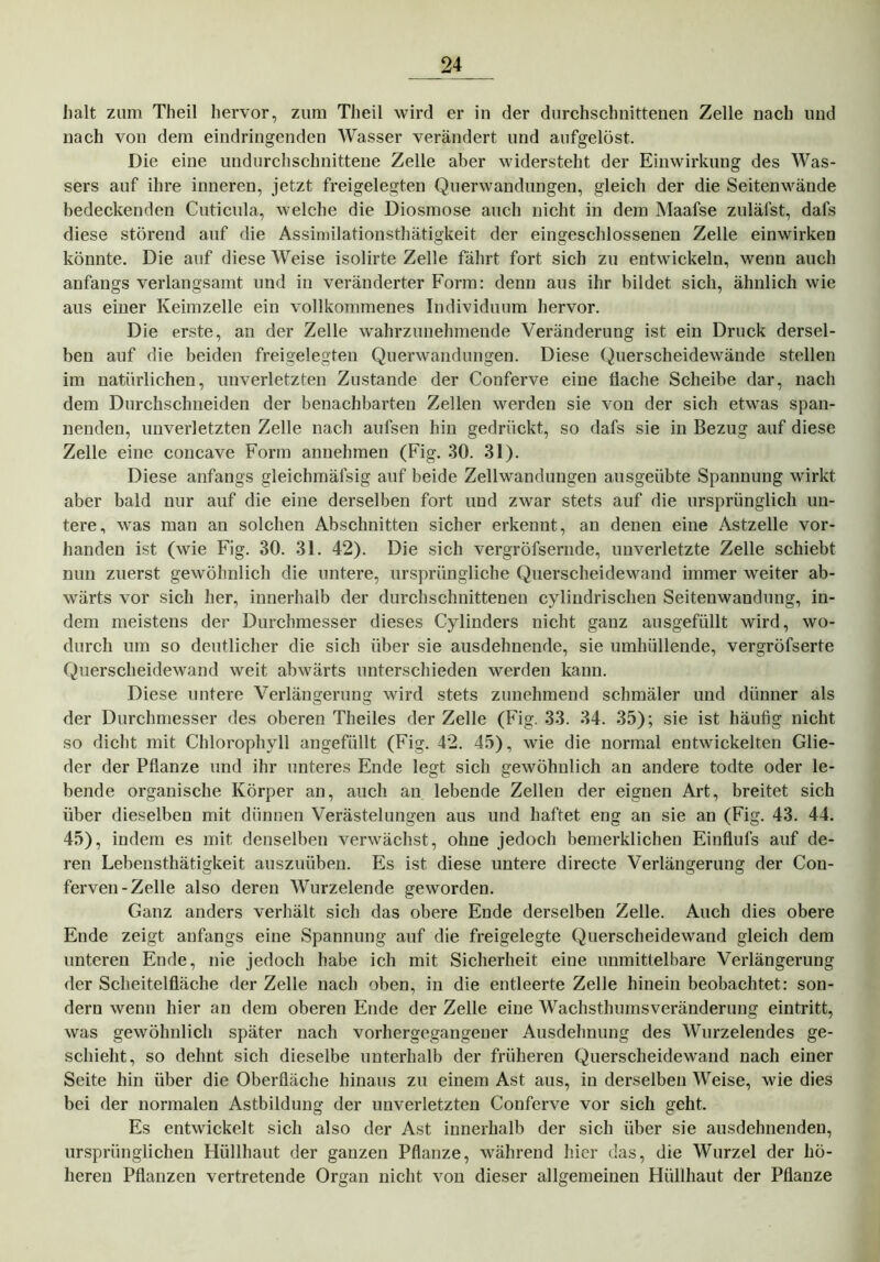 halt zum Theil hervor, zum Theil wird er in der durchschnittenen Zelle nach und nach von dem eindringenden Wasser verändert und aufgelöst. Die eine undurchschnittene Zelle aber widersteht der Einwirkung des Was- sers auf ihre inneren, jetzt freigelegten Querwandungen, gleich der die Seitenwände bedeckenden Cuticula, welche die Diosmose auch nicht in dem Maafse zuläfst, dafs diese störend auf die Assimilationsthätigkeit der eingeschlossenen Zelle einwirken könnte. Die auf diese Weise isolirte Zelle fährt fort sich zu entwickeln, wenn auch anfangs verlangsamt und in veränderter Form: denn aus ihr bildet sich, ähnlich wie aus einer Keimzelle ein vollkommenes Individuum hervor. Die erste, an der Zelle wahrzunehmende Veränderung ist ein Druck dersel- ben auf die beiden freigelegten Querwandungen. Diese Querscheidewände stellen im natürlichen, unverletzten Zustande der Conferve eine flache Scheibe dar, nach dem Durchschneiden der benachbarten Zellen werden sie von der sich etwas span- nenden, unverletzten Zelle nach aufsen hin gedrückt, so dafs sie in Bezug auf diese Zelle eine concave Form annehmen (Fig. 30. 31). Diese anfangs gleichmäfsig auf beide Zellwandungen ausgeübte Spannung wirkt aber bald nur auf die eine derselben fort und zwar stets auf die ursprünglich un- tere, was man an solchen Abschnitten sicher erkennt, an denen eine Astzelle vor- handen ist (wie Fig. 30. 31. 42). Die sich vergröfsernde, unverletzte Zelle schiebt nun zuerst gewöhnlich die untere, ursprüngliche Querscheidewand immer weiter ab- wärts vor sich her, innerhalb der durchschnittenen cyliudrischen Seitenwandung, in- dem meistens der Durchmesser dieses Cylinders nicht ganz ausgefüllt wird, wo- durch um so deutlicher die sich über sie ausdehnende, sie umhüllende, vergröfserte Querscheidewand weit abwärts unterschieden werden kann. Diese untere Verlängerung wird stets zunehmend schmäler und dünner als der Durchmesser des oberen Theiles der Zelle (Fig. 33. 34. 35); sie ist häufig nicht so dicht mit Chlorophyll angefüllt (Fig. 42. 45), wie die normal entwickelten Glie- der der Pflanze und ihr unteres Ende legt sich gewöhnlich an andere todte oder le- bende organische Körper an, auch an lebende Zellen der eignen Art, breitet sich über dieselben mit dünnen Verästelungen aus und haftet eng an sie an (Fig. 43. 44. 45), indem es mit denselben verwächst, ohne jedoch bemerklichen Einflufs auf de- ren Lebensthätigkeit auszuüben. Es ist diese untere directe Verlängerung der Con- ferven-Zelle also deren Wurzelende geworden. Ganz anders verhält sich das obere Ende derselben Zelle. Auch dies obere Ende zeigt anfangs eine Spannung auf die freigelegte Querscheidewand gleich dem unteren Ende, nie jedoch habe ich mit Sicherheit eine unmittelbare Verlängerung der Scheitelfläche der Zelle nach oben, in die entleerte Zelle hinein beobachtet: son- dern wenn hier an dem oberen Ende der Zelle eine Wachsthumsveränderung eintritt, was gewöhnlich später nach vorhergegangeuer Ausdehnung des Wurzelendes ge- schieht, so dehnt sich dieselbe unterhalb der früheren Querscheidewand nach einer Seite hin über die Oberfläche hinaus zu einem Ast aus, in derselben Weise, wie dies bei der normalen Astbildung der unverletzten Conferve vor sich geht. Es entwickelt sich also der Ast innerhalb der sich über sie ausdehnenden, ursprünglichen Hüllhaut der ganzen Pflanze, während hier das, die Wurzel der hö- heren Pflanzen vertretende Organ nicht von dieser allgemeinen Hüllhaut der Pflanze