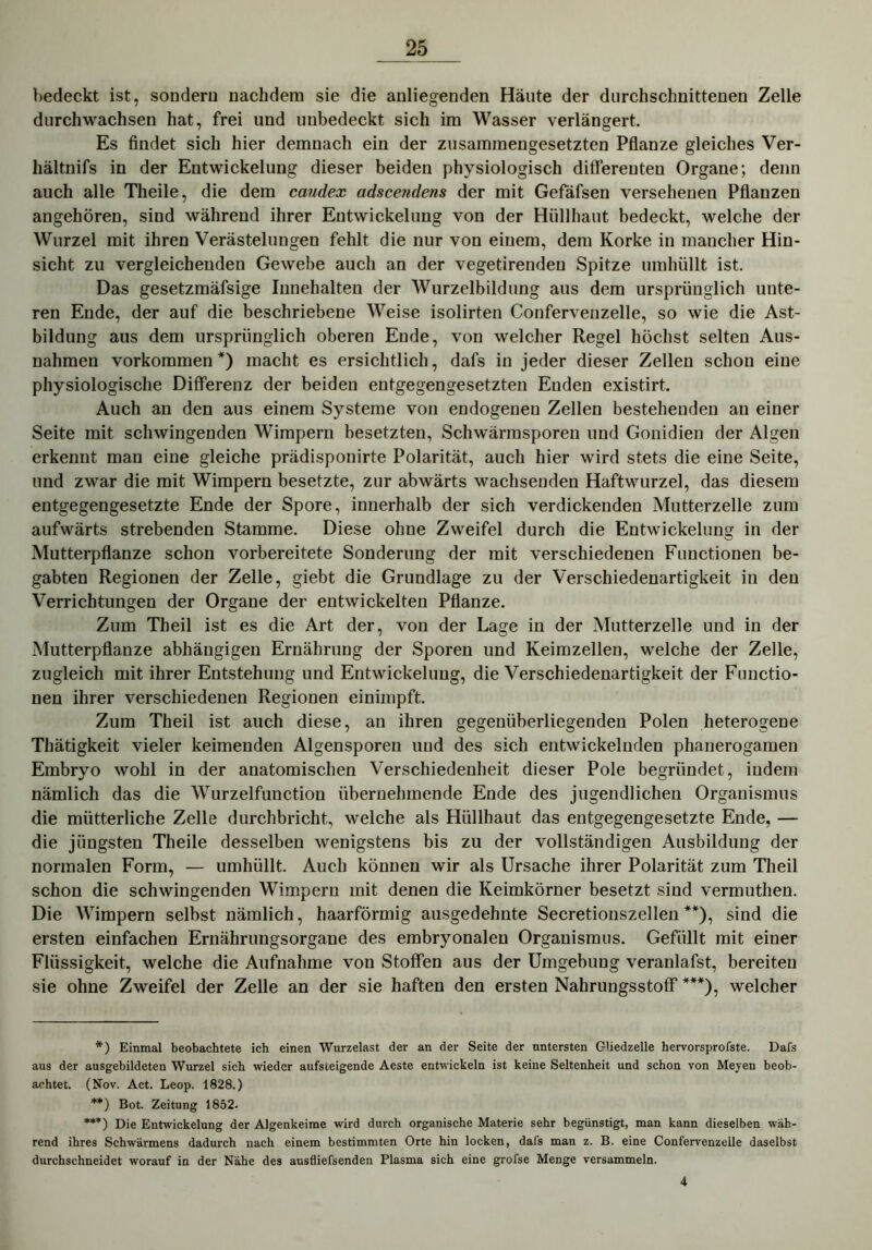 bedeckt ist, sondern nachdem sie die anliegenden Häute der durchschnittenen Zelle durchwachsen hat, frei und unbedeckt sich im Wasser verlängert. Es findet sich hier demnach ein der zusammengesetzten Pflanze gleiches Ver- hältnifs in der Entwickelung dieser beiden physiologisch differenten Organe; denn auch alle Theile, die dem candex adscendens der mit Gefäfsen versehenen Pflanzen angehören, sind während ihrer Entwickelung von der Hüllhaut bedeckt, welche der Wurzel mit ihren Verästelungen fehlt die nur von einem, dem Korke in mancher Hin- sicht zu vergleichenden Gewebe auch an der vegetirenden Spitze umhüllt ist. Das gesetzmäfsige Innehalten der Wurzelbildung aus dem ursprünglich unte- ren Ende, der auf die beschriebene Weise isolirten Confervenzelle, so wie die Ast- bildung aus dem ursprünglich oberen Ende, von welcher Regel höchst selten Aus- nahmen Vorkommen *) macht es ersichtlich, dafs in jeder dieser Zellen schon eine physiologische Differenz der beiden entgegengesetzten Enden existirt. Auch an den aus einem Systeme von endogenen Zellen bestehenden au einer Seite mit schwingenden Wimpern besetzten, Schwärmsporen und Gonidien der Algen erkennt man eine gleiche prädisponirte Polarität, auch hier wird stets die eine Seite, und zwar die mit Wimpern besetzte, zur abwärts wachsenden Haftwurzel, das diesem entgegengesetzte Ende der Spore, innerhalb der sich verdickenden Mutterzelle zum aufwärts strebenden Stamme. Diese ohne Zweifel durch die Entwickelung in der Mutterpflanze schon vorbereitete Sonderung der mit verschiedenen Functionen be- gabten Regionen der Zelle, giebt die Grundlage zu der Verschiedenartigkeit in den Verrichtungen der Organe der entwickelten Pflanze. Zum Theil ist es die Art der, von der Lage in der Mutterzelle und in der Mutterpflanze abhängigen Ernährung der Sporen und Keimzellen, welche der Zelle, zugleich mit ihrer Entstehung und Entwickelung, die Verschiedenartigkeit der Functio- nen ihrer verschiedenen Regionen einimpft. Zum Theil ist auch diese, an ihren gegenüberliegenden Polen heterogene Thätigkeit vieler keimenden Algensporen und des sich entwickelnden phanerogamen Embryo wohl in der anatomischen Verschiedenheit dieser Pole begründet, indem nämlich das die Wurzelfunction übernehmende Ende des jugendlichen Organismus die mütterliche Zelle durchbricht, welche als Hüllhaut das entgegengesetzte Ende, — die jüngsten Theile desselben wenigstens bis zu der vollständigen Ausbildung der normalen Form, — umhüllt. Auch können wir als Ursache ihrer Polarität zum Theil schon die schwingenden Wimpern mit denen die Keimkörner besetzt sind vermuthen. Die Wimpern selbst nämlich, haarförmig ausgedehnte Secretionszellen **), sind die ersten einfachen Ernährungsorgaue des embryonalen Organismus. Gefüllt mit einer Flüssigkeit, welche die Aufnahme von Stoffen aus der Umgebung veranlafst, bereiten sie ohne Zweifel der Zelle an der sie haften den ersten Nahruugsstoff ***), welcher *) Einmal beobachtete ich einen Wurzelast der an der Seite der untersten Gliedzelle hervorsprofste. Dafs aus der ausgebildeten Wurzel sich wieder aufsteigende Aeste entwickeln ist keine Seltenheit und schon von Meyen beob- achtet. (Nov. Act. Leop. 1828.) Bot. Zeitung 1852. ***) Die Entwickelung der Algenkeime wird durch organische Materie sehr begünstigt, man kann dieselben wäh- rend ihres Schwärmens dadurch nach einem bestimmten Orte hin locken, dafs man z. B. eine Confervenzelle daselbst durchschneidet worauf in der Nähe des ausfliefsenden Plasma sich eine grofse Menge versammeln. 4