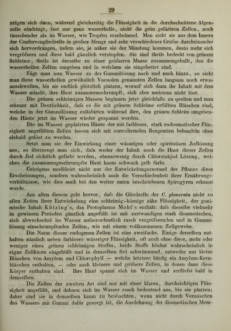 zeigen sich dann, während gleichzeitig die Flüssigkeit in die durchschnittene Algen- zelle eindringt, fast nur ganz wasserhelle, nicht die grün gefärbten Zellen, noch täuschender als im Wasser, wie Tropfen erscheinend. Man sieht sie aus dem Innern der Confervengliedzelle in grofser Menge und sehr verschiedener Gröfse durcheinander sich hervordrängen, indem sie, je näher sie der Mündung kommen, desto mehr sich vergröfsern und diese bald gänzlich verstopfen. Sie sind theils bedeckt von grünem Schleime, theils ist derselbe zu einer gröfseren Masse zusammengeballt, den die wasserhellen Zellen umgeben und in welchem sie eingebettet sind. Fügt man nun Wasser zu der Gummilösung nach und nach hinzu, so sieht man diese wasserhellen gewöhnlich Vacuolen genannten Zellen langsam noch etwas anschwellen, bis sie endlich plötzlich platzen, worauf sich dann ihr Inhalt mit dem Wasser mischt, ihre Haut zusammenschrumpft, sich aber meistens nicht löst. Die grünen schleimigen Massen beginnen jetzt gleichfalls zu quellen und mau erkennt mit Deutlichkeit, dafs es die mit grünem Schleime erfüllten Bläschen sind, welche in der Gummilösung collabirten während ihre, den grünen Schleim umgeben- den Häute jetzt im Wasser wieder gespannt werden. Die im Wasser geplatzten Häute der mit farbloser, stark endosmotischer Flüs- sigkeit angefüllteu Zellen lassen sich mit corrodirenden Reagentien behandeln ohne alsbald gelöst zu werden. Setzt man sie der Einwirkung einer wässrigen oder spirituösen Jodlösung aus, so überzeugt man sich, dafs weder der Inhalt noch die Haut dieser Zellen durch Jod sichtlich gefärbt werden, ebensowenig durch Chlorzinkjod Lösung, wel- ches die zusammengeschrumpfte Haut kaum schwach gelb färbt. Uebrigens modiücirt nicht nur der Entwickelungszustand der Pflanze diese Erscheinungen, sondern wahrscheinlich auch die Verschiedenheit ihrer Ernährungs- verhältnisse, wie dies auch bei den weiter unten beschriebenen Spirogyren erkannt wurde. Aus allen diesem geht hervor, dafs die Gliedzelle der C. glomerata nicht zu allen Zeiten ihrer Entwickelung eine schleimig-körnige zähe Flüssigkeit, der goni- mische Inhalt Kützing’s, das Protoplasma Mohl’s enthält: dafs dieselbe vielmehr in gewissen Perioden gänzlich angefüllt ist mit zartwandigen stark diosmotischen, sich abwechselnd im Wasser aufserordentlich rasch vergröfsernden und in Gummi- lösung einschrumpfenden Zellen, wie mit einem vollkommenen Zellgewebe. Die Natur dieser endogenen Zellen ist eine zweifache. Einige derselben ent- halten nämlich neben farbloser wässriger Flüssigkeit, oft auch ohne diese, mehr oder weniger eines grünen schleimigen Stoffes, beide Stoffe höchst wahrscheinlich in eigne Zellhäute eingehüllt und in demselben frei schwimmend, entweder nur kleine Bläschen von Amylum und Chlorophyll — welche letztere häufig ein Amylum-Kern- bläschen enthalten, — oder auch kleinere und gröfsere Zellen, in denen dann diese Körper enthalten sind. Ihre Haut spannt sich im AVasser und zerfliefst bald in demselben. Die Zellen der zweiten Art sind nur mit einer klaren, durchsichtigen Flüs- sigkeit angefüllt, und dehnen sich im Wasser rasch bedeutend aus, bis sie platzen; daher sind sie in demselben kaum zu beobachten, wenn nicht durch Vermischen des AVassers mit Gummi dafür gesorgt ist, die Ausdehnung der diosmotischen Mem-