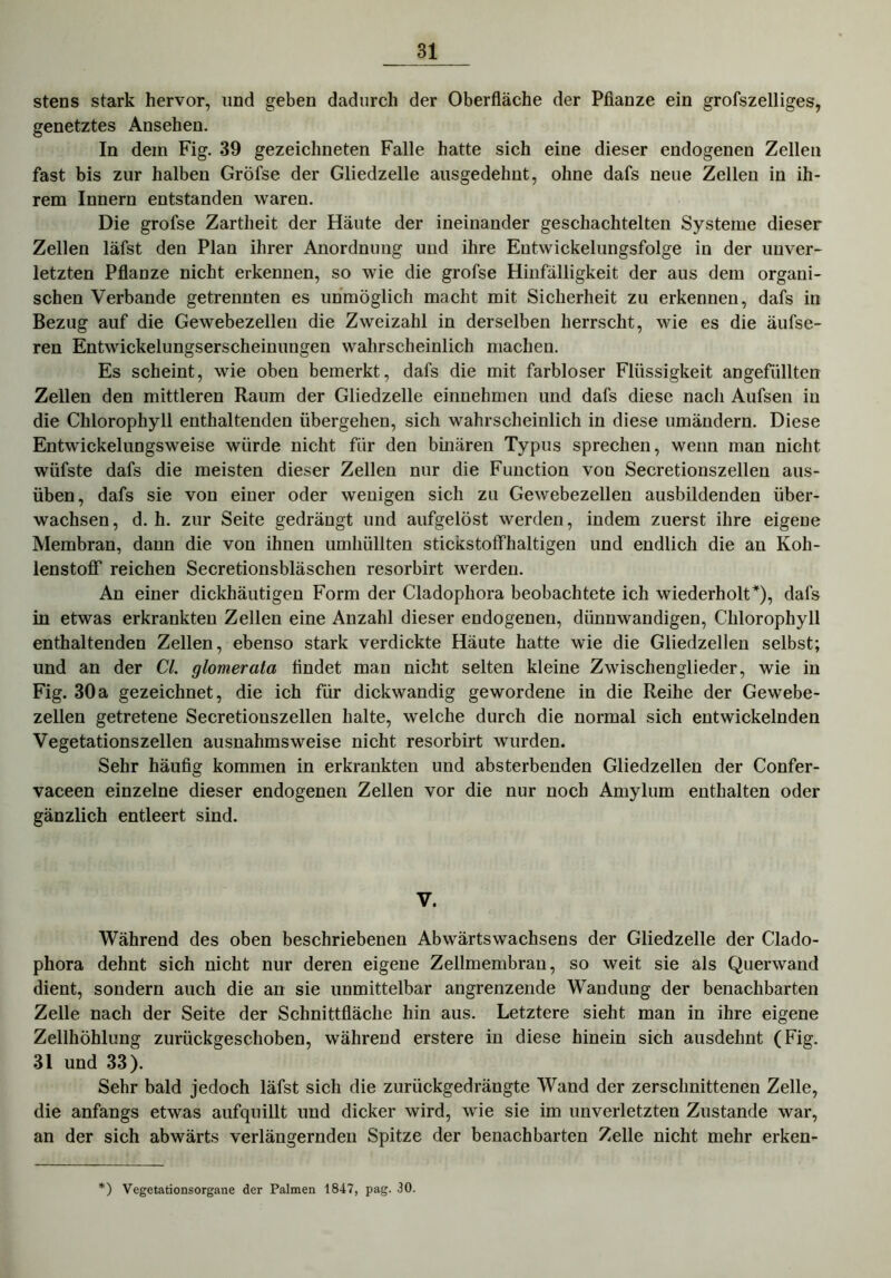 stens stark hervor, und geben dadurch der Oberfläche der Pflanze ein grofszelliges, genetztes Ansehen. In dem Fig. 39 gezeichneten Falle hatte sich eine dieser endogenen Zellen fast bis zur halben Gröfse der Gliedzelle ausgedehnt, ohne dafs neue Zellen in ih- rem Innern entstanden waren. Die grofse Zartheit der Häute der ineinander geschachtelten Systeme dieser Zellen läfst den Plan ihrer Anordnung und ihre Eutwickelungsfolge in der unver- letzten Pflanze nicht erkennen, so wie die grofse Hinfälligkeit der aus dem organi- schen Verbände getrennten es unmöglich macht mit Sicherheit zu erkennen, dafs in Bezug auf die Gewebezellen die Zweizahl in derselben herrscht, wie es die äufse- ren Entwickelungserscheinungen wahrscheinlich machen. Es scheint, wie oben bemerkt, dafs die mit farbloser Flüssigkeit angefüllten Zellen den mittleren Raum der Gliedzelle einnehmen und dafs diese nach Aufsen in die Chlorophyll enthaltenden übergehen, sich wahrscheinlich in diese umändern. Diese Entwickelungsweise würde nicht für den binären Typus sprechen, wenn man nicht wüfste dafs die meisten dieser Zellen nur die Function von Secretionszellen aus- üben, dafs sie von einer oder wenigen sich zu Gewebezellen ausbildenden über- wachsen, d. h. zur Seite gedrängt und aufgelöst werden, indem zuerst ihre eigene Membran, dann die von ihnen umhüllten stickstoffhaltigen und endlich die an Koh- lenstoff reichen Secretionsbläschen resorbirt werden. An einer dickhäutigen Form der Cladopliora beobachtete ich wiederholt*), dafs in etwas erkrankten Zellen eine Anzahl dieser endogenen, dünnwandigen, Chlorophyll enthaltenden Zellen, ebenso stark verdickte Häute hatte wie die Gliedzellen selbst; und an der CI. glomerata findet man nicht selten kleine Zwischenglieder, wie in Fig. 30a gezeichnet, die ich für dickwandig gewordene in die Reihe der Gewebe- zellen getretene Secretionszellen halte, welche durch die normal sich entwickelnden Vegetationszellen ausnahmsweise nicht resorbirt wurden. Sehr häufig kommen in erkrankten und absterbenden Gliedzellen der Confer- vaceen einzelne dieser endogenen Zellen vor die nur noch Amylum enthalten oder gänzlich entleert sind. V. Während des oben beschriebenen Abwärtswachsens der Gliedzelle der Clado- phora dehnt sich nicht nur deren eigene Zellmembran, so weit sie als Querwand dient, sondern auch die an sie unmittelbar angrenzende Wandung der benachbarten Zelle nach der Seite der Schnittfläche hin aus. Letztere sieht man in ihre eigene Zellhöhlung zurückgeschoben, während erstere in diese hinein sich ausdehnt (Fig. 31 und 33). Sehr bald jedoch läfst sich die zurückgedrängte Wand der zerschnittenen Zelle, die anfangs etwas aufquillt und dicker wird, wie sie im unverletzten Zustande war, an der sich abwärts verlängernden Spitze der benachbarten Zelle nicht mehr erken- ) Vegetationsorgane der Palmen 1847, pag. 30.