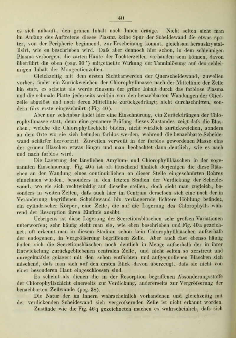 es sich anhäuft, den grünen Inhalt nach Innen dränge. Nicht selten sieht man im Anfang des Auftretens dieses Plasma keine Spur der Scheidewand die etwas spä- ter, von der Peripherie beginnend, zur Erscheinung kommt, gleichsam herauskrystal- lisirt, wie es beschrieben wird. Dafs aber dennoch hier schon, in dem schleimigen Plasma verborgen, die zarten Häute der Tochterzellen vorhanden sein können, davon überführt die oben (pag. 30 *) mitgetheilte Wirkung der Tanninlösung auf den schlei- migen Inhalt der Mougeotienzellen. Gleichzeitig mit dem ersten Sichtbarwerden der Querscheidewand, zuweilen vorher, findet ein Zurückweichen der Chlorophyllmasse nach der Mittellinie der Zelle hin statt, es scheint als werde ringsum der grüne Inhalt durch das farblose Plasma und die schmale Platte jederseits weithin von den benachbarten Wandungen der Glied- zelle abgelöst und nach deren Mittellinie zurückgedrängt; nicht durchschnitten, son- dern fürs erste eingeschnürt (Fig. 40). Aber nur scheinbar findet hier eine Einschnürung, ein Zurückdrängen der Chlo- rophyllmasse statt, denn eine genauere Prüfung dieses Zustandes zeigt dafs die Bläs- chen, welche die Chlorophyllschicht bilden, nicht wirklich zurückweichen, sondern au dem Orte wo sie sich befinden farblos werden, während die benachbarte Scheide- wand schärfer hervortritt. Zuweilen verweilt in der farblos gewordenen Masse eins der grünen Bläschen etwas länger und man beobachtet dann deutlich, wie es nach und nach farblos wird. Die Lagerung der länglichen Amylum- und Chlorophyllbläschen in der soge- nannten Einschnürung. Fig. 40a ist oft täuschend ähnlich derjenigen die diese Bläs- chen an der Wandung eines continuirlichen an dieser Stelle eingeschnürten Rohres einnehmen würden, besonders in den letzten Stadien der Verdickung der Scheide- wand, wo sie sich rechtwinklig auf dieselbe stellen, doch sieht man zugleich, be- sonders in weiten Zellen, dafs auch hier im Centrum derselben sich eine nach der in Veränderung begriffenen Scheidewand hin verlängernde lichtere Höhlung befindet, ein cylindrischer Körper, eine Zelle, die auf die Lagerung des Chlorophylls wäh- rend der Resorption ihren Einflufs ausübt. Uebrigens ist diese Lagerung der Secretionsbläschen sehr grofsen Variationen unterworfen; sehr häufig sieht mau sie, wie eben beschrieben und Fig. 40a gezeich- net; oft erkennt man in diesem Stadium schon kein Chlorophyllbläschen aufserhalb der endogenen, in Vergröfserung begriffenen Zelle. Aber auch fast ebenso häufig finden sich die Secretionsbläschen noch deutlich in Menge aufserhalb der in ihrer Entwickelung zurückgebliebenen centralen Zelle, und nicht selten so zerstreut und unregelmäfsig gelagert mit den schon entfärbten und aufgequollenen Bläschen sich mischend, dafs man sich auf den ersten Blick davon überzeugt, dafs sie nicht von einer besonderen Haut eiugeschlossen sind. Es scheint als dienen die in der Resorption begriffenen Absonderungsstoffe der Chlorophyllschicht einerseits zur Verdickung, andererseits zur Vergröfserung der benachbarten Zellwände (pag. 38). Die Natur der im Innern wahrscheinlich vorhandenen und gleichzeitig mit der verdickenden Scheidewand sich vergröfsernden Zelle ist nicht erkannt worden. Zustände wie die Fig. 46q gezeichneten machen es wahrscheinlich, dafs sich