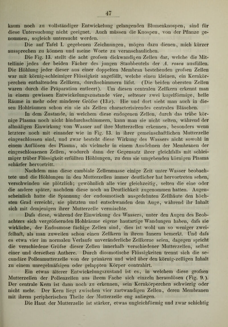 kaum noch zu vollständiger Entwickelung gelangenden Blumenknospen, sind für diese Untersuchung nicht geeignet. Auch müssen die Knospen, von der Pflanze ge- nommen, sogleich untersucht werden. Die auf Tafel I. gegebenen Zeichnungen, mögen dazu dienen, mich kürzer aussprechen zu können und meine Worte zu veranschaulichen. Die Fig. 13. stellt die acht grofsen dickwandigen Zellen dar, welche die Mit- tellinie jedes der beiden Fächer des jungen Staubbeutels der A. rosea ausfüllen. Die Höhlung jeder dieser aus einer doppelten Membran bestehenden grofsen Zellen war mit körnig-schleimiger Flüssigkeit angefüllt, welche einen kleinen, ein Kernkör- perchen enthaltenden Zellkern, durchschimmern läfst. (Die beiden obersten Zellen waren durch die Präparation entleert). Um diesen centralen Zellkern erkennt man in einem gewissen Entwickeluugszustande vier, seltener zwei kugelförmige, helle Räume in mehr oder minderer Gröfse (13®). Hie und dort sieht man auch in die- sen Hohlräumen schon ein sie als Zellen characterisirendes centrales Bläschen. In dem Zustande, in welchem diese endogenen Zellen, durch das trübe kör- nige Plasma noch nicht hindurchschimmern, kann man sie nicht selten, während der allmäligen Einwirkung von Wasser auf ihre Mutterzellen erkennen, besonders wenn letztere noch mit einander wie in Fig. 13. in ihrer gemeinschaftlichen Mutterzelle eingeschlossen sind, und zwar besteht diese Wirkung des Wassers nicht sowohl in einem Auflösen des Plasma, als vielmehr in einem Ausdehnen der Membranen der eingeschlossenen Zellen, wodurch dann der Gegensatz ihrer gleichfalls mit schlei- miger trüber Flüssigkeit erfüllten Höhlungen, zu dem sie umgebenden körnigen Plasma schärfer hervortritt. Nachdem man diese cambiale Zellenmasse einige Zeit unter Wasser beobach- tete und die Höhlungen in den Mutterzellen immer deutlicher hat hervortreten sehen, verschwinden sie plötzlich; gewöhnlich alle vier gleichzeitig, selten die eine oder die andere später, nachdem diese noch an Deutlichkeit zugenommen hatten. Augen- scheinlich hatte die Spannung der endosmotisch ausgedehnten Zellhäute den höch- sten Grad erreicht, sie platzten und entschwanden dem Auge, während ihr Inhalt sich mit demjenigen ihrer Mutterzelle vermischte. Dafs diese, während der Einwirkung des Wassers, unter den Augen des Beob- achters sich vergröfsernden Hohlräume eigene hautartige Wandungen haben, dafs sie wirkliche, der Endosmose fächige Zellen sind, dies ist wohl um so weniger zwei- felhaft, als man zuweilen schon einen Zellkern in ihrem Innern bemerkt. Und dafs es etwa vier im normalen Verlaufe unveränderliche Zellkerne seien, dagegen spricht die verschiedene Gröfse dieser Zellen innerhalb verschiedener Mutterzellen, selbst einer und derselben Anthere. Durch diosmotische Flüssigkeiten trennt sich die se- cundäre Pollenmutterzelle von der primären und wird über den körnig-zeiligen Inhalt zu einem unregelmäfsigen oder gelappten Körper contrahirt. Ein etwas älterer Entwickelungszustand ist es, in welchem diese grofsen Mutterzellen der Pollenzellen aus ihrem Fache sich einzeln herauslösen (Fig. 9.). Der centrale Kern ist dann noch zu erkennen, sein Kernkörperchen schwierig oder nicht mehr. Der Kern liegt zwischen vier zartwandigen Zellen, deren Membranen mit ihrem peripherischen Theile der Mutterzelle eng anliegen. Die Haut der Mutterzelle ist stärker, etwas ungleichförmig und zwar schichtig